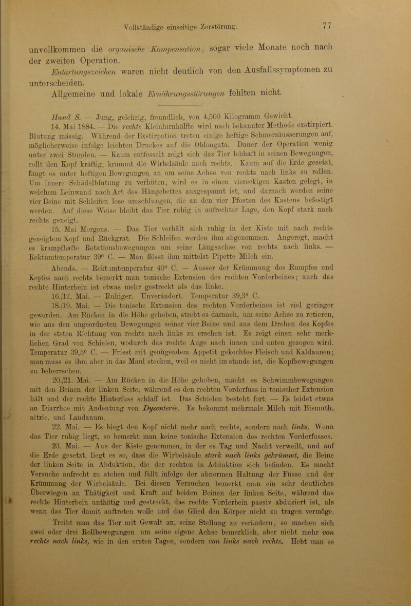 unvollkommen die organische Kompensation, sogar viele Monate noch nach der zweiten Operation. Entartungsxeichen waren nicht deutlich von den Ausfallssymptomen zu unterscheiden. Allgemeine und lokale Ernährungsstörungen fehlten nicht. Hund S. — Jung-, gelehrig, freundlich, von 4,500 Kilogramm Gewicht. 14. Mai 1884. -— Die rechte Kleinhirnhälfte wird nach bekannter Methode exstirpiert. Blutung massig. Während der Exstirpation treten einige heftige Schmerzäusserungen auf, möglicherweise infolge leichten Druckes auf die Oblongata. Dauer der Operation wenig unter zwei Stunden. — Kaum entfesselt zeigt sich das Tier lebhaft in seinen Bewegungen, rollt den Kopf kräftig, krümmt die Wirbelsäule nach rechts. Kaum auf die Erde gesetzt, fängt es unter heftigen Bewegungen an um seine Achse von rechts nach links zu rollen. Um innere Schädelblutung zu verhüten, wird es in einen viereckigen Kasten gelegt, in welchem Leinwand nach Art des Hängebettes ausgespannt ist, und darnach werden seine vier Beine mit Schleifen lose umschlungen, die an den vier Pfosten des Kastens befestigt werden. Auf diese Weise bleibt das Tier ruhig in aufrechter Lage, den Kopf stark nach rechts geneigt. 15. Mai Morgens. — Das Tier verhält sich ruhig in der Kiste mit nach rechts geneigtem Kopf und Kückgrat. Die Schleifen werden ihm abgenommen. Angeregt, macht es krampfhafte Rotationsbewegungen um seine Längsachse von rechts nach links. — Rektumtemperatur 39° C. — Man flösst ihm mittelst Pipette Milch ein. Abends. — Rekt imtempcratur 40° C. — Ausser der Krümmung des Rumpfes und Kopfes nach rechts bemerkt man tonische Extension des rechten Vorderbeines; auch das rechte Hinterbein ist etwas mehr gestreckt als das linke. 16. /17. Mai. — Ruhiger. Unverändert. Temperatur 39,3° C. 18./19. Mai. — Die tonische Extension des rechten Vorderbeines ist viel geringer geworden. Am Rücken in die Höhe gehoben, strebt es darnach, um seine Achse zu rotieren, wie aus den ungeordneten Bewegungen seiner vier Beine und aus dem Drehen des Kopfes in der steten Richtung von rechts nach links zu ersehen ist. Es zeigt einen sehr merk- lichen Grad von Schielen, wodurch das rechte Auge nach innen und unten gezogen wird. Temperatur 39,5° C. — Frisst mit genügendem Appetit gekochtes Fleisch und Kaldaunen; man muss es ihm aber in das Maul stecken, weil es nicht im stände ist, die Kopfbewegungen zu beherrschen. 20./21. Mai. — Am Rücken in die Höhe gehoben, macht es Schwimmbewegungen mit den Beinen der linken Seite, während es den rechten Vorderfuss in tonischer Extension hält und der rechte Hinterfuss schlaff ist. Das Schielen besteht fort. — Es leidet etwas an Diarrhoe mit Andeutung von Dysenterie. Es bekommt mehrmals Milch mit Bismutli. nitric. und Laudanmn. 22. Mai. — Es biegt den Kopf nicht mehr nach rechts, sondern nach links. Wenn das Tier ruhig liegt, so bemerkt man keine tonische Extension des rechten Vorderfusses. 23. Mai. — Aus der Kiste genommen, in der es Tag und Nacht verweilt, und auf die Erde gesetzt, liegt es so, dass die Wirbelsäule stark nach links gekrümmt, die Beine der linken Seite in Abduktion, die der rechten in Adduktion sich befinden. Es macht Versuche aufrecht zu stehen und fällt infolge der abnormen Haltung der Füsse und der Krümmung der Wirbelsäule. Bei diesen Versuchen bemerkt man ein sehr deutliches Überwiegen an Tliätigkeit und Kraft auf beiden Beinen der linken Seite, während das rechte Hinterbein unthätig und gestreckt, das rechte Vorderbein passiv abduziert ist, als wenn das Tier damit auftreten wolle und das Glied den Körper nicht zu tragen vermöge. Treibt man das Tier mit Gewalt an, seine Stellung zu verändern, so machen sich zwei oder drei Rollbewegungen um seine eigene Achse bemerklich, aber nicht mehr von rechts nach links, wie in den ersten Tagen, sondern von links nach rechts. Hebt man es