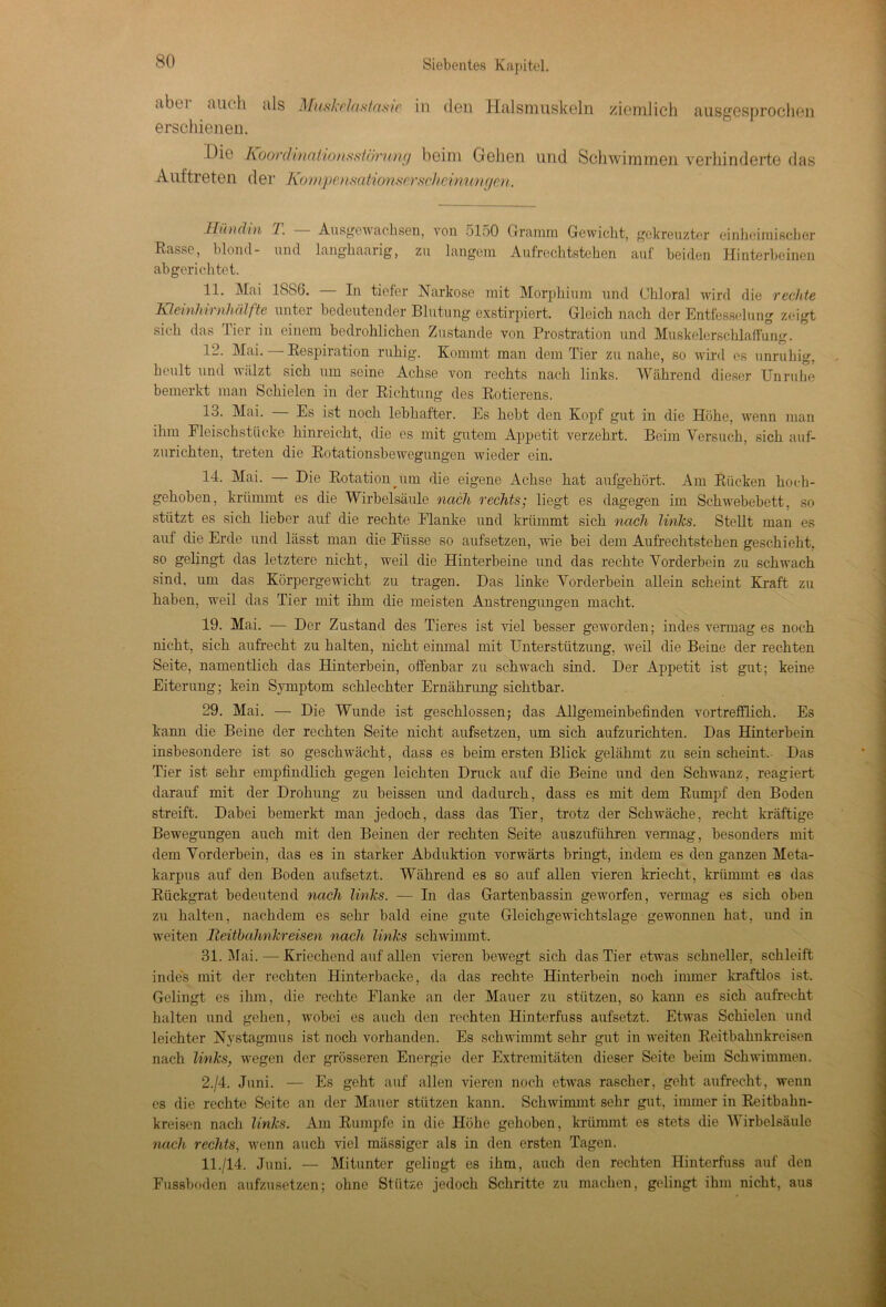 .ibi i auch als Muskclcistcisic in den Halsmuskeln ziemlich ausgesprochen erschienen. Die Koordtnationsstönmg beim Gehen und Schwimmen verhinderte das Auftreten der KompensationsorsclicAnimgen. .Hündin I. Ausgewachsen, von 5150 Gramm Gewicht, gekreuzter einheimischer Rasse, blond- und langhaarig, zu langem Aufrechtstehen auf beiden Hinterbeinen abgerichtet. 11. Mai ISSfJ. In tiefer Narkose mit Morphium und Chloral wird die rechte lüeinhn nhälfte unter bedeutender Blutung- exstirpiert. Gleich nach der Entfesselung zeigt sich das Tier in einem bedrohlichen Zustande von Prostration und Muskelerschlaffung. V2. Mai. — Respiration ruhig. Kommt man dem Tier zu nahe, so wird es unruhig, heult und walzt sich um seine Achse von rechts nach links. Während dieser Unruhe bemerkt man Schielen in der Richtung des Rotierens. 13. Mai. — Es ist noch lebhafter. Es hebt den Kopf gut in die Höhe, wenn man ihm Fleischstücke hinreicht, die es mit gutem Appetit verzehrt. Beim Versuch, sich auf- zurichten, treten die Rotationsbewegungen wieder ein. 14. Mai. — Die Rotation um die eigene Achse hat aufgehört. Am Rücken hoch- gehoben, krümmt es die Wirbelsäule nach rechts; liegt es dagegen im Schwebebett, so stützt es sich lieber auf die rechte Flanke und krümmt sich nach links. Stellt man es auf die Erde und lässt man die Fiisse so aufsetzen, wie bei dem Aufrechtstehen geschieht, so gelingt das letztere nicht, weil die Hinterbeine und das rechte Vorderbein zu schwach sind, um das Körpergewicht zu tragen. Das linke Vorderbein allein scheint Kraft zu haben, weil das Tier mit ihm die meisten Anstrengungen macht. 19. Mai. — Der Zustand des Tieres ist viel besser geworden; indes vermag es noch nicht, sich aufrecht zu halten, nicht einmal mit Unterstützung, weil die Beine der rechten Seite, namentlich das Hinterbein, offenbar zu schwach sind. Der Appetit ist gut; keine Eiterung; kein Symptom schlechter Ernährung sichtbar. 29. Mai. — Die Wunde ist geschlossen; das Allgemeinbefinden vortrefflich. Es kann die Beine der rechten Seite nicht aufsetzen, um sich aufzurichten. Das Hinterbein insbesondere ist so geschwächt, dass es beim ersten Blick gelähmt zu sein scheint. Das Tier ist sehr empfindlich gegen leichten Druck auf die Beine und den Schwanz, reagiert darauf mit der Drohung zu beissen und dadurch, dass es mit dem Rumpf den Boden streift. Dabei bemerkt man jedoch, dass das Tier, trotz der Schwäche, recht kräftige Bewegungen auch mit den Beinen der rechten Seite auszuführen vermag, besonders mit dem Vorderbein, das es in starker Abduktion vorwärts bringt, indem es den ganzen Meta- karpus auf den Boden aufsetzt. Während es so auf allen vieren kriecht, krümmt es das Rückgrat bedeutend nach links. — In das Gartenbassin geworfen, vermag es sich oben zu halten, nachdem es sehr bald eine gute Gleichgewichtslage gewonnen hat, und in weiten Heitbahnkreisen nach links schwimmt. 31. Mai. -—Kriechend auf allen vieren bewegt sich das Tier etwas schneller, schleift indes mit der rechten Hinterbacke, da das rechte Hinterbein noch immer kraftlos ist. Gelingt es ihm, die rechte Flanke an der Mauer zu stützen, so kann es sich aufrecht halten und gehen, wobei es auch den rechten Hinterfuss aufsetzt. Etwas Schielen und leichter Nystagmus ist noch vorhanden. Es schwimmt sehr gut in weiten Reitbahnkreisen nach links, wegen der grösseren Energie der Extremitäten dieser Seite beim Schwimmen. 2./4. Juni. — Es geht auf allen vieren noch etwas rascher, geht aufrecht, wenn es die rechte Seite an der Mauer stützen kann. Schwimmt sehr gut, immer in Reitbahn- kreisen nach links. Am Rumpfe in die Höhe gehoben, krümmt es stets die Wirbelsäule nach rechts, wenn auch viel massiger als in den ersten Tagen. 11./14. Juni. — Mitunter gelingt es ihm, auch den rechten Hinterfuss auf den Fussboden aufzusetzen; ohne Stütze jedoch Schritte zu machen, gelingt ihm nicht, aus