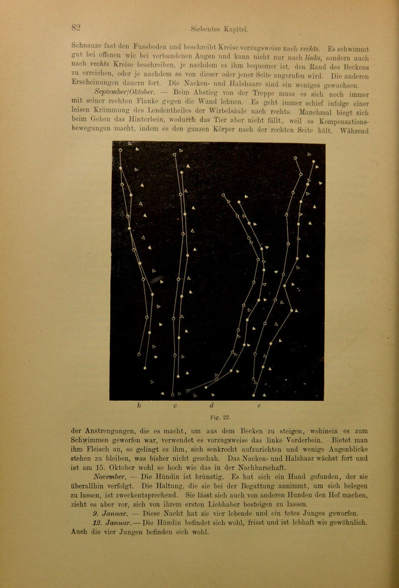 Schnauze fast den Fussboden und beschreibt Kreise vorzugsweise nach rechts. Es schwimmt gut bei offenen wie bei verbundenen Augen und kann nicht nur nach links, sondern auch nach rechts Kreise beschreiben, je nachdem es ihm bequemer ist, den Rand des Beckens zu erreichen, oder je nachdem es von dieser oder jener Seite angerufen wird. Die anderen Erscheinungen dauern fort. Die Nacken- und Halshaare sind ein weniges gewachsen. SeptemberIOktober. — Beim Abstieg von der Treppe muss es sich^noch immer mit seiner rechten Flanke gegen die Wand lehnen. Es geht immer schief infolge einer leisen Krümmung des Lendentheiles der Wirbelsäule nach rechts. Manchmal biegt sich beim Gehen das Hintciboin, wodurch das Tier aber nicht fällt, weil es Kompensations- bewegungen macht, indem es den ganzen Körper nach der rechten Seite hält. Während b c d e Fig. 22. der Anstrengungen, die es macht, um aus dem Becken zu steigen, wohinein es zum Schwimmen geworfen war, verwendet es vorzugsweise das linke Vorderbein. Bietet man ihm Fleisch an, so gelingt es ihm, sich senkrecht aufzurichten und wenige Augenblicke stehen zu bleiben, was bisher nicht geschah. Das Nacken-und Halshaar wächst fort und ist am 15. Oktober wohl so hoch wie das in der Nachbarschaft. November. — Die Hündin ist brünstig. Es hat sich ein Hund gefunden, der sie überallhin verfolgt. Die Haltung, die sie bei der Begattung anninmit, um sich belegen zu lassen, ist zweckentsprechend. Sie lässt sich auch von anderen Hunden den Hof machen, zieht es aber vor, sich von ihrem ersten Liebhaber besteigen zu lassen. 9. Januar. — Diese Nacht hat sie vier lebende und ein totes Junges geworfen. 12. Januar. — Die Hündin befindet sich wohl, frisst und ist lebhaft wie gewöhnlich. Auch die vier Jungen befinden sich wohl.