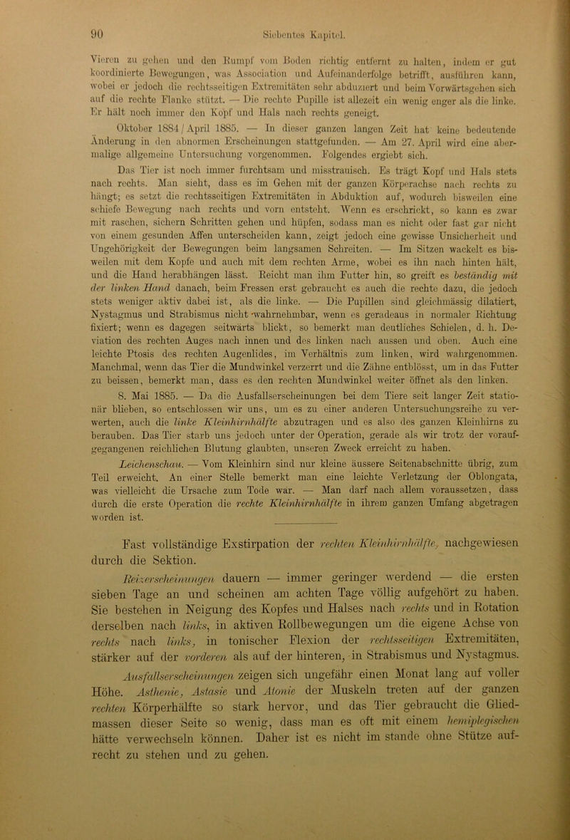 Vieren zu gehen und den Rumpf vom Boden richtig entfernt zu halten, indem er gut koordinierte Bewegungen, was Association und Aufeinanderfolge betrifft, ausführen kann, wobei er jedoch die rechtsseitigen Extremitäten sehr abduziort und beim Vorwärtsgehen sich auf die rechte Flanke stützt. — Die rechte Pupille ist allezeit ein wenig enger als die linke. Er hält noch immer den Kopf und Hals nach rechts geneigt. Oktober 1884/ April 1885. — In dieser ganzen langen Zeit hat keine bedeutende Änderung in den abnormen Erscheinungen stattgefunden. — Am 27. April wird eine aber- malige allgemeine Untersuchung vorgenommen. Folgendes ergiebt sich. Das Tier ist noch immer furchtsam und misstrauisch. Es trägt Kopf und Hals stets nach rechts. Man sieht, dass es im Gehen mit der ganzen Körperachse nach rechts zu hängt; es setzt die rechtsseitigen Extremitäten in Abduktion auf, wodurch bisweilen eine schiefe Bewegung nach rechts und vorn entsteht. Wenn es erschrickt, so kann es zwar mit raschen, sichern Schritten gehen und hüpfen, sodass man es nicht oder fast gar nicht von einem gesunden Affen unterscheiden kann, zeigt jedoch eine gewisse Unsicherheit und Ungehörigkeit der Bewegungen beim langsamen Schreiten. — Im Sitzen wackelt es bis- weilen mit dem Kopfe und auch mit dem rechten Arme, wobei es ihn nach hinten hält, und die Hand herabhängen lässt. Reicht man ihm Futter hin, so greift es beständig mit der linken Hand danach, beim Fressen erst gebraucht es auch die rechte dazu, die jedoch stets weniger aktiv dabei ist, als die linke. — Die Pupillen sind gleichmässig dilatiert, Nystagmus und Strabismus nicht 'wahrnehmbar, wenn es geradeaus in normaler Richtung fixiert; wenn es dagegen seitwärts blickt, so bemerkt man deutliches Schielen, d. h. De- viation des rechten Auges nach innen und des linken nach aussen und oben. Auch eine leichte Ptosis des rechten Augenlides, im Verhältnis zum linken, wird wahrgenommen. Manchmal, wenn das Tier die Mundwinkel verzerrt und die Zähne entblösst, um in das Futter zu heissen, bemerkt man, dass es den rechten Mundwinkel weiter öffnet als den linken. 8. Mai 1885. — Da die Ausfallserscheinungen bei dem Tiere seit langer Zeit statio- när blieben, so entschlossen wir uns, um es zu einer anderen Untersuchungsreihe zu ver- werten, auch die linke Kleinhirnhälfte abzutragen und es also des ganzen Kleinhirns zu berauben. Das Tier starb uns jedoch unter der Operation, gerade als wir trotz der vorauf- gegangenen reichlichen Blutung glaubten, unseren Zweck erreicht zu haben. Leichenschau. — Vom Kleinhirn sind nur kleine äussere Seitenabschnitte übrig, zum Teil erweicht. An einer Stelle bemerkt man eine leichte Verletzung der Oblongata, was vielleicht die Ursache zum Tode war. — Man darf nach allem voraussetzen, dass durch die erste Operation die rechte Kleinhirnhälfte in ihrem ganzen Umfang abgetragen worden ist. Fast vollständige Exstirpation der rechten Kleinhirnhi.ilfie, nachgewiesen durch die Sektion. Reizerscheinungen dauern — immer geringer werdend — die ersten sieben Tage an und scheinen am achten Tage völlig aufgehört zu haben. Sie bestehen in Neigung des Kopfes und Halses nach rechts und in Rotation derselben nach links, in aktiven Rollbewegungen um die eigene Achse von rechts nach links, in tonischer Flexion der rechtsseitigen Extremitäten, stärker auf der vorderen als auf der hinteren, in Strabismus und Nystagmus. Ausfallserscheinungen zeigen sich ungefähr einen Monat lang auf voller Höhe. Asthenie, Astasie und Aionie der Muskeln treten auf der ganzen rechten Körperhälfte so stark hervor, und das Tier gebraucht die Glied- massen dieser Seite so wenig, dass man es oft mit einem hemiplegischen hätte verwechseln können. Daher ist es nicht im stände ohne Stütze auf- recht zu stehen und zu gehen.