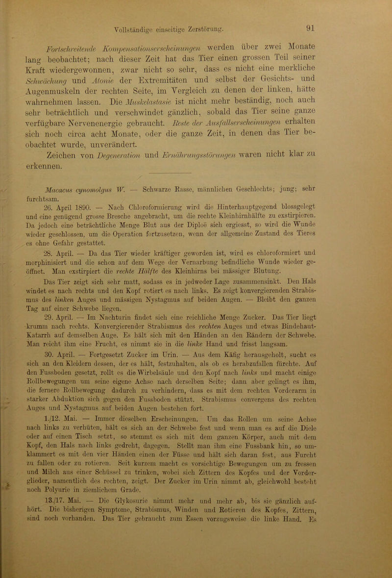 Fortschreitende Kompenscitionsersclieinvngen werden über zwei Monate lang beobachtet; nach dieser Zeit hat das Tier einen grossen Teil seiner Kraft wiedergewonnen, zwar nicht so sehr, dass es nicht eine merkliche Schwächung und Aionie der Extremitäten und selbst der Gesichts- und Augenmuskeln der rechten Seite, im Vergleich zu denen der linken, hätte wahrnehmen lassen. Die Muskelastasie ist nicht mehr beständig, noch auch sehr beträchtlich und verschwindet gänzlich, sobald das Tier seine ganze verfügbare Nervenenergie gebraucht. Reste der Ausfallserscheinungen erhalten sich noch circa acht Monate, oder die ganze Zeit, in denen das Tier be- obachtet wurde, unverändert. Zeichen von Degeneration und Ernährungsstörungen waren nicht klar zu erkennen. Macacus cynornolgus W. — Schwarze Kasse, männlichen Geschlechts; jung; sehr furchtsam. 26. April 1890. — Nach Chloroformierung wird die Hinterhauptgegend blossgelegt und eine genügend grosse Bresche angebracht, um die rechte Kleinhirnhälfte zu exstirpieren. Da jedoch eine beträchtliche Menge Blut aus der Diploe sich ergiesst, so wird die Wunde wieder geschlossen, um die Operation fortzusetzen, wenn der allgemeine Zustand des Tieres es ohne Gefahr gestattet. 28. April. — Da das Tier wieder kräftiger geworden ist, wird es chloroformiert und morphinisiert und die schon auf dem Wege der Vernarbung befindliche Wunde wieder ge- öffnet. Man exstirpiert die rechte Hälfte des Kleinhirns bei mässiger Blutung. Das Tier zeigt sich sehr matt, sodass es in jedweder Lage zusammensinkt. Den Hals windet es nach rechts und den Kopf rotiert es nach links. Es zeigt konvergierenden Strabis- mus des linken Auges und mässigen Nystagmus auf beiden Augen. — Bleibt den ganzen Tag auf einer Schwebe liegen. 29. April. — Im Nachturin findet sich eine reichliche Menge Zucker. Das Tier liegt krumm nach rechts. Konvergierender Strabismus des rechten Auges und etwas Bindehaut- Katarrh auf demselben Auge. Es hält sich mit den Händen an den Rändern der Schwebe. Man reicht ihm eine Frucht, es nimmt sie in die linke Hand und frisst langsam. 30. April. — Fortgesetzt Zucker im Urin. — Aus dem Käfig herausgeholt, sucht es sich an den Kleidern dessen, der es hält, festzuhalten, als ob es herabzufallen fürchte. Auf den Fussboden gesetzt, rollt es die Wirbelsäule und den Kopf nach links und macht einige Rollbewegungen um seine eigene Achse nach derselben Seite; dann aber gelingt es ihm, die fernere Rollbewegung dadurch zu verhindern, dass es mit dem rechten Vorderarm in starker Abduktion sich gegen den Fussboden stützt. Strabismus convergens des rechten Auges und Nystagmus auf beiden Augen bestehen fort. 1./12. Mai. — Immer dieselben Erscheinungen. Um das Rollen um seine Achse nach links zu verhüten, hält es sich an der Schwebe fest und wrenn man es auf die Diele oder auf einen Tisch setzt, so stemmt es sich mit dem ganzen Körper, auch mit dem Kopf, den Hals nach links gedreht, dagegen. Stellt man ihm eine Fussbank hin, so um- klammert es mit den vier Händen einen der Füsse und hält sich daran fest, aus Furcht zu fallen oder zu rotieren. Seit kurzem macht es vorsichtige Bewegungen um zu fressen und Milch aus einer Schüssel zu trinken, wobei sich Zittern des Kopfes und der Vorder- glieder, namentlich des rechten, zeigt. Der Zucker im Urin nimmt ab, gleichwohl besteht noch Polyurie in ziemlichem Grade. 13./17. Mai. — Die Glykosurie nimmt mehr und mehr ab, bis sie gänzlich auf- hört. Die bisherigen Symptome, Strabismus, Winden und Rotieren des Kopfes, Zittern, sind noch vorhanden. Das Tier gebraucht zum Essen vorzugsweise die linke Hand. Es