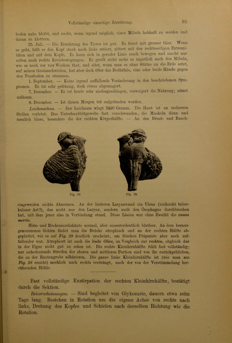 boden nabe bleibt, und sucht, wenn irgend möglich, eines Möbels- habhaft zu werden und daran zu klettern. 25. Juli. — Die Ernährung des Tieres ist gut. Es frisst mit grosser Gier. Wenn es geht, hält es den Kopf stark nach links rotiert, zittert mit den rechtsseitigen Extremi- täten und mit dem Kopfe. Es kann sich in gerader Linie rasch bewegen und macht nur selten nach rechts Kreisbewegungen. Es greift nicht mehr so ängstlich nach den Möbeln, wie es noch vor vier Wochen that, und sitzt, wenn man es ohne Stütze an die Erde setzt, auf seinen Gesässschwielen, hat aber doch öfter das Bedürfnis, eine oder beide Hände gegen den Fussboden zu stemmen. 1. September. — Keine irgend auffallende Veränderung in den beschriebenen Sym- ptomen. Es ist sehr gefrässig, doch etwas abgemagert. 7. Dezember. — Es ist heute sehr niedergeschlagen, verweigert die Nahrung; atmet mühsam. 8. Dezember. — Ist diesen Morgen tot aufgefunden worden. Leichenschau. — Der Leichnam wiegt 2450 Gramm. Die Haut ist an mehreren Stellen verletzt. Das Unterhautfettgewebe fast verschwunden, die Muskeln dünn und ziemlich blass, besonders die der rechten Körperhälfte. — An den Brust- und Bauch- eingeweiden nichts Abnormes. An der hinteren Larynxwand ein Ulcus (vielleicht tuber- kulöser Art?), das nicht nur den Larynx, sondern auch den Ösophagus durchbrochen hat, mit dem jener also in Verbindung stand. Diese Läsion war ohne Zweifel die causa mortis. Hirn- und Kückenmarkshäute normal, aber ausserordentlich blutleer. An dem heraus- genommenen Gehirn findet man die Brücke atrophisch und an der rechten Hälfte ab- geplattet, wie es auf Fig. 29 deutlich erscheint, am frischen Präparate aber noch auf- fallender war. Atrophiert ist auch die linke Olive, im Vergleich zur rechten, obgleich das in der Figur nicht gut zu sehen ist. Die rechte Kleinhirnhälfte fehlt fast vollständig; nur unbedeutende Streifen der oberen und mittleren Portion sind von ihr zurückgeblieben, die an der Kautengrube adhärieren. Die ganze linke Kleinhirnhälfte ist (wie man aus Fig. 28 ersieht) merklich nach rechts verdrängt, nach der von der Verstümmelung her- rührenden Höhle. Fast vollständige Exstirpation der rechten Kleinhirnhälfte, bestätigt durch die Sektion. Reizerscheinungen. — Sind begleitet von Glykosurie, dauern etwa zehn Tage lang. Bestehen in Rotation um die eigene Achse von rechts nach links, Drehung des Kopfes und Schielen nach derselben Richtung wie die Rotation. Fig. 28. Fig. 29.