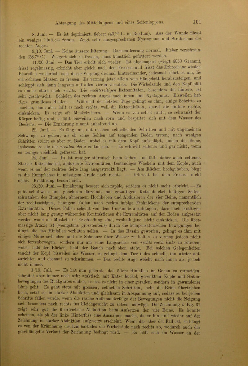 8. Juni. — Es ist deprimiert, fiebert (40,2° C. im Rektum). Aus der Wunde fliesst ein weniges blutiges Serum. Zeigt sehr ausgesprochenen Nystagmus und Strabismus des rechten Auges. 9. /10. Juni. — Keine äussere Eiterung. Darmentleerung normal. Fieber verschwun- den (38,7° C.). Weigert sich zu fressen, muss künstlich gefüttert werden. 11./20. Juni. — Das Tier erholt sich wieder. Ist abgemagert (wiegt 4050 Gramm), frisst regelmässig, erbricht aber gleich nach dem Fressen uud frisst das Erbrochene wieder. Bisweilen wiederholt sich dieser Vorgang dreimal hintereinander, jedesmal kehrt es um, die erbrochenen Massen zu fressen. Es vermag jetzt allein vom Hängebett herabzusteigen, und schleppt sich dann langsam auf allen vieren vorwärts. Die Wirbelsäule und den Kopf hält es immer stark nach rechts. Die rechtsseitigen Extremitäten, besonders die hintere, ist sehr geschwächt. Schielen des rechten Auges nach innen und Nystagmus. Bisweilen hef- tiges grundloses Heulen. — Während der letzten Tage gelingt es ihm, einige Schritte zu machen, dann aber fällt es nach rechts, weil die Extremitäten, zuerst die hintere rechte, einknicken. Es zeigt oft Muskelzittern. — Wenn es von selbst säuft, so schwankt der Körper heftig und es fällt bisweilen nach vorn und bespritzt sich mit dem Wasser des Beckens. — Die Ernährung nimmt anhaltend ab. 22. Juni. — Es fängt an, mit raschen schnellenden Schritten und mit ungemeinem Schwünge zu gehen, als ob seine Sohlen auf sengenden Boden treten; nach wenigen Schritten stürzt es aber zu Boden, wobei es mit dem Kopf aufschlägt, indem die Berne, insbesondere die der rechten Seite einknicken. — Es erbricht seltener und gar nicht, wenn es weniger reichlich gefressen hat. 24. Juni. — Es ist weniger stürmisch beim Gehen und fällt daher auch seltener. Starker Katzenbuckel, abduzierte Extremitäten, beständiges Wackeln mit dem Kopfe, auch wenn es auf der rechten Seite lang ausgestreckt liegt. — Am Rücken hochgehoben, biegt es die Rumpfachse in mässigem Grade nach rechts. — Erbricht bei dem Fressen nicht mehr. Ernährung bessert sich. 25. /30. Juni. — Ernährung bessert sich rapide, seitdem es nicht mehr erbricht. — Es geht schubweise und gleichsam tänzelnd, mit gewaltigem Katzenbuckel, heftigem Seiten- schwanken des Rumpfes, abnormem Hochheben und Abduzieren der vier Beine, namentlich der rechtsseitigen, häufigem Fallen nach rechts infolge Einknickens der entsprechenden Extremitäten. Dieses Fallen scheint von dem Umstande abzuhängen, dass nach ^kräftigen aber nicht lang genug währenden Kontraktionen die Extremitäten auf den Boden aufgesetzt werden wann die Muskeln in Erschlaffung sind, weshalb jene leicht einknicken. Die über- mässige Ataxie ist (wenigstens grösstenteils) durch die kompensatorischen Bewegungen be- dingt, die das Hinfallen verhüten sollen. — In das Bassin geworfen, gelingt es ihm mit einiger Mühe sich oben und die Schnauze über Wasser zu halten, es vermag jedoch nicht sich fortzubewegen, sondern nur um seine Längsachse von rechts nach links zu rotieren, wobei bald der Rücken, bald der Bauch nach oben steht. Bei solchen Gelegenheiten taucht der Kopf bisweilen ins Wasser, es gelingt dem Tier indes schnell, ihn wieder auf- zurichten und obenauf zu schwimmen. — Das rechte Auge weicht nach innen ab, jedoch nicht immer. 1-/19- Juli. — Es hat nun gelernt, das öftere Hinfallen im Gehen zu vermeiden, schreitet aber immer noch sehr ataktisch mit Katzenbuckel, gesenktem Kopfe und Seiten- bewegungen des Rückgrates einher, sodass es nicht in einer geraden, sondern in gewundener Linie geht. Es geht stets mit grossen, schnellen Schritten, hebt die Beine übertrieben hoch, setzt sie in starker Abduktion und gleichsam in Abspannung auf, sodass es bei jedem Schritte fallen würde, wenn die rasche Aufeinanderfolge der Bewegungen nicht die Neigung sich besonders nach rechts ins Gleichgewicht zu setzen, aufwöge. Die Zeichnung k Fig. 31 zeigt sehr gut die übertriebene Abduktion beim Aufsetzen der vier Beine. Es könnte scheinen, als ob der linke Hinterfuss eine Ausnahme mache, da er hin und wieder auf der Zeichnung in starker Abduktion aufgesetzt erscheint. Wenn das aber der Fall ist, so hängt es von der Krümmung des Lumbarteiles der Wirbelsäule nach rechts ab, wodurch auch der geschlängelte Verlauf der Zeichnung bedingt wird. — Es hält sich im Wasser an der 4