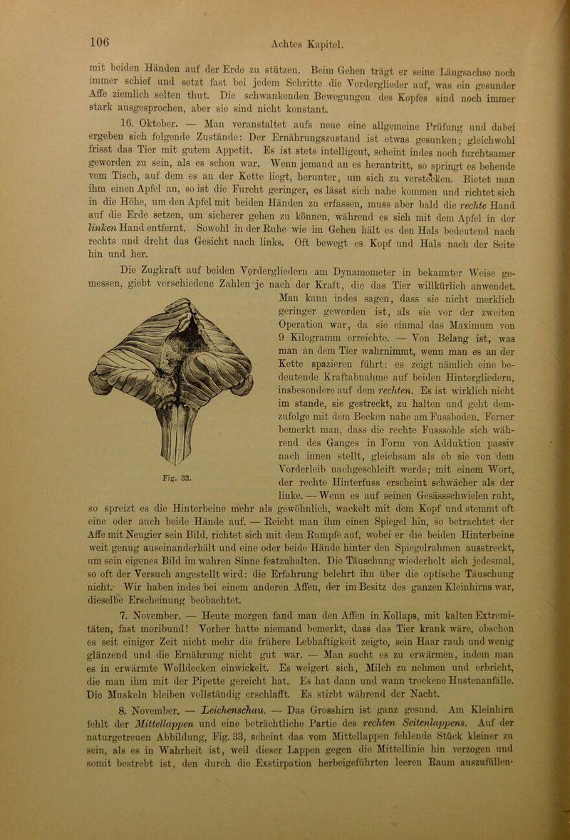 mit beiden Händen auf der Erde zu stützen. Beim Gehen trägt er seine Längsachse noch immer schief und setzt fast hei jedem Schritte die Yorderglieder auf, was ein gesunder Affe ziemlich selten thut. Die schwankenden Bewegungen des Kopfes sind noch immer stark ausgesprochen, aber sie sind nicht konstant. 10. Oktobei. Man veranstaltet aufs neue eine allgemeine Prüfung und dabei ei geben sich folgende Zustände; Der Ernährungszustand ist etwas gesunken j gleichwohl frisst das Tiei mit gutem Appetit. Es ist stets intelligent, scheint indes noch furchtsamer geworden zu sein, als es schon war. Wenn jemand an es herantritt, so springt es behende vom Tisch, auf dem es an der Kette liegt, herunter, um sich zu verstecken. Bietet man ihm einen Apfel an, so ist die Furcht geringer, es lässt sich nahe kommen und richtet sich in die Höhe, um den Apfel mit beiden Händen zu erfassen, muss aber bald die rechte Hand auf die Erde setzen, um sicherer gehen zu können, während es sich mit dem Apfel in der linken Hand entfernt. Sowohl in der Ruhe wie im Gehen hält es den Hals bedeutend nach rechts und dreht das Gesicht nach links. Oft bewegt es Kopf und Hals nach der Seite hin und her. Die Zugkraft auf beiden Vprdergliedern am Dynamometer in bekannter Weise ge- messen, giebt verschiedene Zahlen je nach'der Kraft, die das Tier willkürlich anwendet. Man kann indes sagen, dass sie nicht merklich geringer geworden ist, als sie vor der zweiten Operation war, da sie einmal das Maximum von 9 Kilogramm erreichte. — Yon Belang ist, was man an dem Tier wahrnimmt, wenn man es an der Kette spazieren führt: es zeigt nämlich eine be- deutende Kraftabnahme auf beiden Hintergliedern, insbesondere auf dem rechten. Es ist wirklich nicht im stände, sie gestreckt, zu halten und geht dem- zufolge mit dem Becken nahe am Fussboden. Ferner bemerkt man, dass die rechte Fusssohle sich wäh- rend des Ganges in Form von Adduktion passiv nach innen stellt, gleichsam als ob sie von dem Vorderleib nachgeschleift werde; mit einem Wort, der rechte Hinterfuss erscheint schwächer als der linke. — Wenn es auf seinen Gesässschwielen ruht, so spreizt es die Hinterbeine mehr als gewöhnlich, wackelt mit dem Kopf und stemmt oft eine oder auch beide Hände auf. — Reicht man ihm einen Spiegel hin, so betrachtet der Affe mit Neugier sein Bild, richtet sich mit dem Rumpfe auf, wobei er die beiden Hinterbeine weit genug auseinanderhält und eine oder beide Hände hinter den Spiegelralnnen ausstreckt, um sein eigenes Bild im wahren Sinne festzuhalten. Die Täuschung wiederholt sich jedesmal, so oft der Versuch angestellt wird: die Erfahrung belehrt ihn über die optische Täuschung nicht. Wir haben indes bei einem anderen Affen, der im Besitz des ganzen Kleinhirns war, dieselbe Erscheinung beobachtet. 7. November. — Heute morgen fand man den Affen in Kollaps, mit kalten Extremi- täten, fast moribund! Vorher hatte niemand bemerkt, dass das Tier krank wäre, obschon es seit einiger Zeit nicht mehr die frühere Lebhaftigkeit zeigte, sein Haar rauh und wenig glänzend und die Ernährung nicht gut war. — Man sucht es zu erwärmen, indem man es in erwärmte Wolldecken einwickelt. Es weigert sich, Milch zu nehmen und erbricht, die man ihm mit der Pipette gereicht hat. Es hat dann und wann trockene Hustenanfälle. Die Muskeln bleiben vollständig erschlafft. Es stirbt während der Nacht. Fig. 33. 8. November. — Leichenschau. — Das Grosshirn ist ganz gesund. Am Kleinhirn fehlt der Mittellappen und eine beträchtliche Partie des rechten Seitenlappens. Auf der naturgetreuen Abbildung, Fig. 33, scheint das vom Mittellappen fehlende Stück kleiner zu sein, als es in Wahrheit ist, weil dieser Lappen gegen die Mittellinie hin verzogen und somit bestrebt ist, den durch die Exstirpation herbeigeführten leeren Raum auszufüllen*