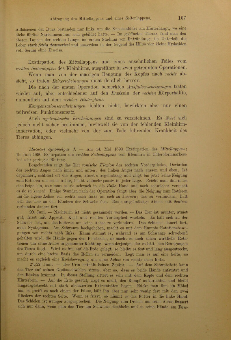 Adhäsionen der Dura bestanden nur links um die Knochenlücke am Hinterhaupt, wo eine dicke fibröse Narbenmembran sich gebildet hatte. — Im geöffneten Thorax fand man den oberen Lappen der rechten Lunge im ersten Stadium von Entzündung; im Unterleib die Leber stark fettig degeneriert und ausserdem in der Gegend des Hilus vier kleine Hjdatiden voll Serum ohne Eiweiss. Exstirpation des Mittellappens und eines ansehnlichen Teiles vom rechten Seitenlappen des Kleinhirns, ausgeführt in zwei getrennten Operationen. Wenn man von der massigen Beugung des Kopfes nach rechts ab- sieht, so traten Reizerscheinungen nicht deutlich hervor. Die nach der ersten Operation bemerkten Ausfallserscheinungen traten wieder auf, aber entschiedener auf den Muskeln der rechten Körperhälfte, namentlich auf dem rechten Hintergliede. Kompensationserscheinungen fehlten nicht, bewirkten aber nur einen teilweisen Funktionsersatz. Auch dystrophische Erscheinungen sind zu verzeichnen. Es lässt sich jedoch nicht sicher bestimmen, inwieweit sie von der fehlenden Kleinhirn- innervation, oder vielmehr von der zum Tode führenden Krankheit des Tieres abhingen. Macacus cynomolgus J. — Am 14. Mai 1890 Exstirpation des Mittellappens; 19. Juni 1890 Exstirpation des rechten Seitenlappens vom Kleinhirn in Chloroformnarkose bei sehr geringer Blutung. Losgebunden zeigt das Tier tonische Flexion des rechten Yorderglicdes, Deviation des rechten Auges nach iimen und unten, des linken Auges nach aussen und oben. Ist deprimiert, schliesst oft die Augen, atmet unregelmässig und zeigt bis jetzt keine Neigung zum Kotieren um seine Achse, bleibt vielmehr passiv in jeder Lage. Reicht man ihm indes eine Feige hin, so nimmt es sie schwach in die linke Hand und noch schwächer versucht es sie zu kauen! Einige Stunden nach der Operation fängt aber die Neigung zum Kotieren um die eigene Achse von rechts nach links an sich zu äussern; das zu verhindern, hält sich das Tier an den Rändern der Schwebe fest. Das unregelmässige Atmen mit Seufzen verbunden dauert fort. 20. Juni. — Nachturin ist nicht gesammelt worden. — Das Tier ist munter, atmet gut, frisst mit Appetit. Kopf und rechtes Vorderglied wackeln. Es hält sich an der Schwebe fest, um das Kotieren um seine Achse zu verhindern. Das Schielen dauert fort, auch Nystagmus. Am Schwänze hochgehoben, macht es mit dem Kumpfe Rotationsbewe- gungen von rechts nach links. Kaum stemmt es, während es am Schwänze schwebend gehalten wird, die Hände gegen den Fussboden, so macht es auch schon wirkliche Rota- tionen um seine Achse in genannter Richtung, wenn derjenige, der es hält, den Bewegungen des Tieres folgt. Wird es frei auf die Erde gelegt, so bleibt es fest und lang ausgestreckt, um durch eine breite Basis das Rollen zu vermeiden. Legt man es auf eine Seite, so macht es sogleich eine Kreisbewegung um seine Achse von rechts nach links. 21 ./22. Juni. — Der Urin enthält keinen Zucker. — Auf dem Schwebebett kann das Tier auf seinen Gesässschwielen sitzen, aber so, dass es beide Hände aufstützt und den Rücken krümmt. In dieser Stellung zittert es sehr mit dem Kopfe und dem rechten Hinterbein. — Auf die Erde gesetzt, wagt es nicht, den Rumpf aufzurichten und bleibt langausgestreckt mit stark abduzierten Extremitäten liegen. Rückt man ihm ein Möbel hin, so greift es nach einem der Eüsse, hält ihn aber nur sehr wenig fest mit den zwei Gliedern der rechten Seite. Wenn es frisst, so nimmt es das Futter in die linke Hand. Das Schielen ist weniger ausgesprochen. Die Neigung zum Drehen um seine Achse äussert sich nur dann, wenn man das Tier am Schwänze hochhebt und es seine Hände am Fuss-