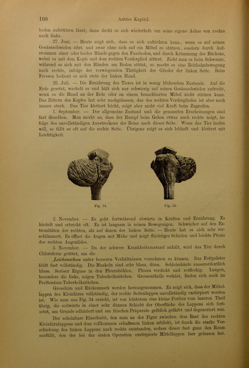 boclen aufstützen lässt; dann droht es sich wiederholt um seine eigene Achse von rechts nach links. 27. Juni. — Heute zeigt sich, dass es sich aufrichten kann, wenn es auf seinen Gosässschwielen sitzt, und zwar ohne sich auf ein Möbel zu stützen, sondern durch Auf- stemmen einer oder beider Hände gegen den Fussboden, und durch Krümmung des Kückens, wobei es mit dem Kopfe und dem rechten Vorderglied zittert. Zieht man es beim Schwänze, während es sich mit den Händen am Boden stützt, so macht es eine Reitbahnbewegung nach rechts, infolge der vorwiegenden Thätigkcit der Glieder der linken Seite. Beim Fressen bedient es sich stets der linken Hand. 25. Juli. — Die Ernährung des Tieres ist in wenig blühendem Zustande. Auf die Erde gesetzt, wackelt es und hält sich nur schwierig auf seinen Gesässschwielen aufrecht, wenn es die Hand an der Erde oder an einem benachbarten Möbel nicht stützen kann. Das Zittern des Kopfes hat sehr nachgelassen, das des rechten Yordergliedes ist aber noch immer stark. Das Tier klettert leicht, zeigt aber nicht viel Kraft beim Zugreifen. 1. September. — Der allgemeine Zustand und die genannten Erscheinungen sind fast dieselben. Man merkt an, dass der Kumpf beim Gehen etwas nach rechts neigt, in- folge des unvollständigen Ausstreckens der Beine nach dieser Seite. Wenn das Tier laufen will, so fällt es oft auf die rechte Seite. Übrigens zeigt es sich lebhaft und klettert mit Leichtigkeit. Fig. 34. Fig. 35. 2. November. — Es geht fortwährend abwärts in Kräften und Ernährung. Es hüstelt und erbricht oft. Es ist langsam in seinen Bewegungen. Schwächer auf den Ex- tremitäten der rechten, als auf denen der linken Seite. — Heute hat es sich sehr ver- schlimmert. Es öffnet die Augen mit Mühe und zeigt flüchtiges Schielen und leichte Ptosis des rechten Augenlides. 3. November. — Da der schwere Krankheitszustand anhält, wird das Tier durch Chloroform getötet, um die Leichenschau unter besseren Verhältnissen vornehmen zu können. Das Fettpolster fehlt fast vollständig. Die Muskeln sind sehr blass, dünn. Schleimhäute ausserordentlich blass. Seröser Erguss in den Pleurahöhlen. Pleura verdickt und rotfleckig. Lungen, besonders die linke, zeigen Tuberkelknötchen. Grossentheils verkäst, finden sich auch im Peritonäum Tuberkelknötchen. Grosshirn und Rückenmark werden herausgenommen. Es zeigt sich, dass der Mittel- lappen des Kleinhirns vollständig, der rechte Seitenlappen unvollständig exstirpiert worden ist. Wie man aus Fig. 34 ersieht, ist von letzterem eine kleine Portion vom inneren Theil übrig, die seitwärts in einer sehr dünnen Schicht der Oberfläche des Lappens sich fort- setzt, am Grunde adhäriert und am frischen Präparate gelblich gefärbt und degeneriert war. Der scheinbare Einschnitt, den man an der Figur zwischen dem Rest des rechten Kleinhimlappens und dem vollkommen erhaltenen linken erblickt, ist durch die starke Ver- schiebung des linken Lappens nach rechts entstanden, sodass dieser fast ganz den Raum ausfüllt, den der bei der ersten Operation exstirpierte Mittellappen leer gelassen hat.