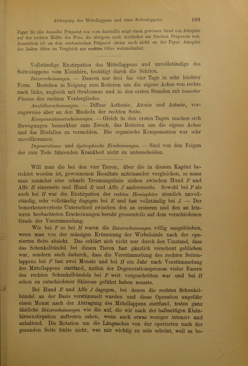 Figur 35 (die dasselbe Präparat von vorn darstellt) zeigt einen gewissen Grad von Atrophie auf der rechten Hälfte des Pons, die übrigens noch deutlicher am Irischen Präparate war. Ausserdem ist an dem anatomischen Präparat (wenn auch nicht an der Figur) Atrophie der linken Olive im Vergleich zur rechten Olive wahrnehmbar. Vollständige Exstirpation des Mittellappens und unvollständige des Seitenlappens vom Kleinhirn, bestätigt durch die Sektion. Reizerscheinungen. — Dauern nur drei bis vier Tage in sehr leichter Form. Bestehen in Neigung zum Rotieren um die eigene Achse von rechts nach links, zugleich mit Strabismus und in den ersten Stunden mit tonischer Flexion des rechten Vordergliedes. Ausfallserscheinungen. — Diffuse Asthenie, Atonie und Astasie, vor- zugsweise aber an den Muskeln der rechten Seite. Kompensationserscheinungen. — Gleich in den ersten Tagen machen sich Bewegungen bemerkbar zum Zweck, das Rotieren um die eigene Achse und das Hinfallen zu vermeiden. Die organische Kompensation Avar sehr unvollkommen. Degenerations- und dystrophische Erscheinungen. — Sind von den Folgen der zum Tode führenden Krankheit nicht zu unterscheiden. Will man die bei den vier Tieren, über die in diesem Kapitel be- richtet worden ist, gewonnenen Resultate miteinander vergleichen, so muss man zunächst eine scharfe Trennungslinie ziehen zwischen Hund F und Affe H einerseits und Hund E und Affe J andererseits. Sowohl bei F als auch bei H war die Exstirpation der rechten Hemisphäre ziemlich unvoll- ständig, sehr vollständig dagegen bei E und fast vollständig bei J. — Der bemerkensAverteste Unterschied zwischen den an ersteren und den an letz- teren beobachteten Erscheinungen beruht grossenteils auf dem verschiedenen Grade der Verstümmelung. Wie bei F so bei II waren die Reizerscheinungen völlig ausgeblieben, wenn man von der mässigen Krümmung der Wirbelsäule nach der ope- rierten Seite absieht. Das erklärt sich nicht nur durch den Umstand, dass das Schenkelbündel bei diesen Tieren fast gänzlich verschont geblieben war, sondern auch dadurch, dass die Verstümmelung des rechten Seiten- lappens bei F fast zwei Monate und bei H ein Jahr nach Verstümmelung des Mittellappens stattfand, mithin der Degenerationsprozess vieler Fasern des rechten Schenkelbündels bei F weit vorgeschritten war und bei H schon zu entschiedener Sklerose geführt haben musste. Bei Hund E und Affe J dagegen, bei denen die rechten Schenkel- bündel an der Basis verstümmelt AAuirden und diese Operation ungefähr einen Monat nach der Abtragung des Mittellappens stattfand, traten ganz ähnliche Reizerscheinungen Avie die auf, die wir nach der halbseitigen Klein- hirnexstirpation auftreten sahen, wenn auch etwas weniger intensiv und anhaltend. Die Rotation um die Längsachse von der operierten nach der gesunden Seite fehlte nicht, Avas mir Avichtig zu sein scheint, weil es be-