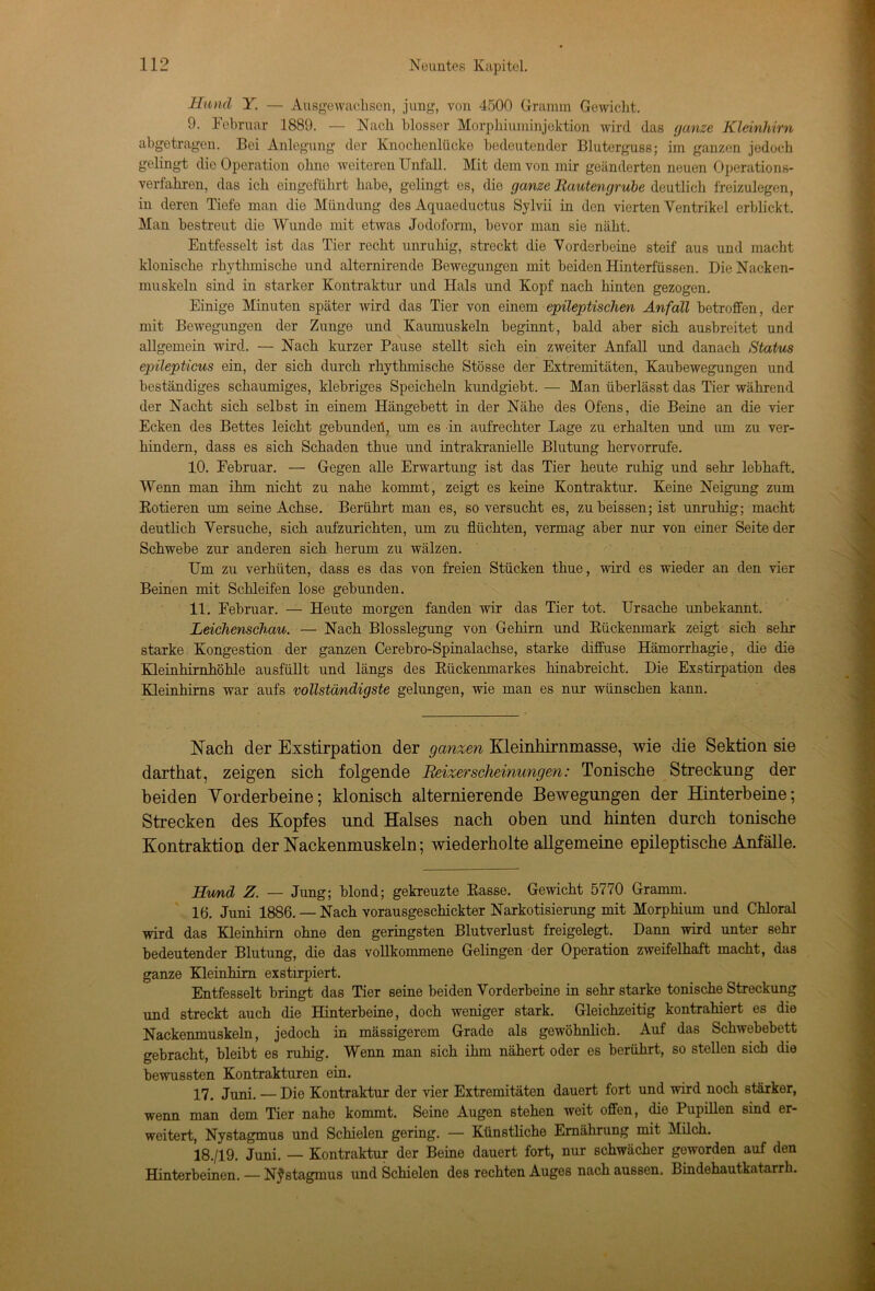 Hund Y. — Ausgewachsen, jung, von 4500 Gramm Gewicht. 9. Februar 1889. — Nach blosser Morphiuminjektion wird das ganze Kleinhirn abgetragen. Bei Anlegung der Knochenlücke bedeutender Bluterguss; im ganzen jedoch gelingt die Operation ohno weiteren Unfall. Mit dem von mir geänderten neuen Operations- verfahren, das ich eingeführt habe, gelingt es, die ganze Rautengrube deutlich freizulegen, in deren Tiefe man die Mündung des Aquaeductus Sylvii in den vierten Ventrikel erblickt. Man bestreut die Wunde mit etwas Jodoform, bevor man sie näht. Entfesselt ist das Tier recht unruhig, streckt die Vorderbeine steif aus und macht klonische rhythmische und alternirende Bewegungen mit beiden Hinterfüssen. Die Nacken- muskeln sind in starker Kontraktur und Hals und Kopf nach hinten gezogen. Einige Minuten später wird das Tier von einem epileptischen Anfall betroffen, der mit Bewegungen der Zunge und Kaumuskeln beginnt, bald aber sich ausbreitet und allgemein wird. — Nach kurzer Pause stellt sich ein zweiter Anfall und danach Status epilepticus ein, der sich durch rhythmische Stösse der Extremitäten, Kaubewegungen und beständiges schaumiges, klebriges Speicheln kundgiebt. — Man überlässt das Tier während der Nacht sich selbst in einem Hängebett in der Nähe des Ofens, die Beine an die vier Ecken des Bettes leicht gebundeil, um es in aufrechter Lage zu erhalten und um zu ver- hindern, dass es sich Schaden thue und intrakranielle Blutung hervorrufe. 10. Februar. — Gegen alle Erwartung ist das Tier heute ruhig und sehr lebhaft. Wenn man ihm nicht zu nahe kommt, zeigt es keine Kontraktur. Keine Neigung zum Rotieren um seine Achse. Berührt man es, so versucht es, zu heissen; ist unruhig; macht deutlich Versuche, sich aufzurichten, um zu flüchten, vermag aber nur von einer Seite der Schwebe zur anderen sich herum zu wälzen. Um zu verhüten, dass es das von freien Stücken thue, wird es wieder an den vier Beinen mit Schleifen lose gebunden. 11. Februar. — Heute morgen fanden wir das Tier tot. Ursache unbekannt. Leichenschau. — Nach Blosslegung von Gehirn und Rückenmark zeigt sich sehr starke Kongestion der ganzen Cerebro-Spinalachse, starke diffuse Hämorrhagie, die die Kleinhirnhöhle ausfüllt und längs des Rückenmarkes hinabreicht. Die Exstirpation des Kleinhirns war aufs vollständigste gelungen, wie man es nur wünschen kann. Nach der Exstirpation der ganzen Kleinhirnmasse, wie die Sektion sie darthat, zeigen sich folgende Reizerscheinungen: Tonische Streckung der beiden Vorderbeine; klonisch alternierende Bewegungen der Hinterbeine; Strecken des Kopfes und Halses nach oben und hinten durch tonische Kontraktion der Nackenmuskeln; wiederholte allgemeine epileptische Anfälle. Hund Z. — Jung; blond; gekreuzte Rasse. Gewicht 5770 Gramm. 16. Juni 1886. —Nach vorausgeschickter Narkotisierung mit Morphium und Chloral wird das Kleinhirn ohne den geringsten Blutverlust freigelegt. Dann wird unter sehr bedeutender Blutung, die das vollkommene Gelingen der Operation zweifelhaft macht, das ganze Kleinhirn exstirpiert. Entfesselt bringt das Tier seine beiden Vorderbeine in sehr starke tonische Streckung und streckt auch die Hinterbeine, doch weniger stark. Gleichzeitig kontrahiert es die Nackenmuskeln, jedoch in massigerem Grade als gewöhnlich. Auf das Schwebebett gebracht, bleibt es ruhig. Wenn man sich ihm nähert oder es berührt, so stellen sich die bewussten Kontrakturen ein. 17. Juni. — Die Kontraktur der vier Extremitäten dauert fort und wird noch stärker, wenn man dem Tier nahe kommt. Seine Augen stehen weit offen, die Pupillen sind er- weitert, Nystagmus und Schielen gering. — Künstliche Ernährung mit Milch. 18. /19. Juni. — Kontraktur der Beine dauert fort, nur schwächer geworden auf den Hinterbeinen. — Nystagmus und Schielen des rechten Auges nach aussen. Bindehautkatarrh.