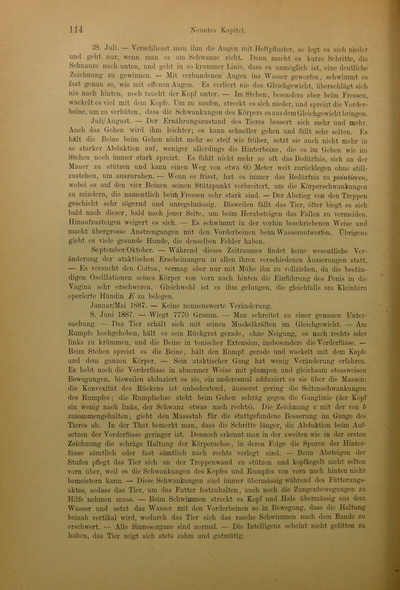 28. Juli. — Verseilliesst man ihm die Augen mit Heftpflaster, so legt es sieh nieder und geht nur, wenn man es am Schwänze zieht. Dann macht es kutze Schritte, die Schnauze nach unten, und geht in so krummer Linie, dass es unmöglich ist, eine deutliche Zeichnung zu gewinnen. — Mit verbundenen Augen ins Wasser geworfen, schwimmt es fast genau so, wie mit offenen Augen. Es verliert nie das Gleichgewicht, überschlägt sich nie nach hinten, noch taucht der Kopf unter. — Im Stehen, besonders aber beim Fressen, wackelt es viel mit dem Kopfe. Um zu saufen, streckt es sich nieder, und spreizt die Vorder- beine, um zu verhüten, dass die Schwankungen des Körpers es aus dem Gleichgewicht bringen. Juli/August. — Der Ernährungszustand des Tieres bessert sich mehr und mehr. Auch das Gehen wird ihm leichter; es kann schneller gehen und fällt sehr selten. Es hält die Beine beim Gehen nicht mehr so steif wie früher, setzt sie auch nicht mehr in so starker Abduktion auf, weniger allerdings die Hinterbeine, die es im Gehen wie im Stehen noch immer stark spreizt. Es fühlt nicht mehr so oft das Bedürfnis, sich an der Mauer zu stützen und kann einen Weg von etwa 60 Meter weit zurücklegen ohne still- zustehen, um auszuruhen. — Wenn es frisst, hat es immer das Bedürfnis zu pointieren, wobei es auf den vier Beinen seinen Stützpunkt verbreitert, um die Körperschwankungen zu mindern, die namentlich beiih Fressen sehr stark sind. — Der Abstieg von den Treppen geschieht sehr zögernd und unregelmässig. Bisweilen fällt das Tier, öfter biegt es sich bald nach dieser, bald nach jener Seite, um beim Herabsteigen das Fallen zu vermeiden. Hinaufzusteigen weigert es sich. — Es schwimmt in der vorhin beschriebenen Weise und macht übergrosse Anstrengungen mit den Vorderbeinen beim Wasseraufwerfen. Übrigens giebt es viele gesunde Hunde, die denselben Fehler haben. September/Oktober. — Während dieses Zeitraumes findet keine wesentliche Ver- änderung der ataktischen Erscheinungen in allen ihren verschiedenen Äusserungen statt. — Es versucht den Coitus, vermag aber nur mit Mühe ihn zu vollziehen, da die bestän- digen Oscillationen seines Körper von vorn nach hinten die Einführung des Penis in die Vagina sehr erschweren. Gleichwohl ist es ihm gelungen, die gleichfalls am Kleinhirn operierte Hündin E zu belegen. Januar/Mai 1887. — Keine nennenswerte Veränderung. 8. Juni 1887. — Wiegt 7770 Gramm. — Man schreitet zu einer genauen Unter- suchung. — Das Tier erhält sich mit seinen Muskelkräften im Gleichgewicht. — Am Kumpfe hochgehoben, hält es sein Rückgrat gerade, ohne Neigung, es nach rechts oder links zu krümmen, und die Beine in tonischer Extension, insbesondere die Vorderfüsse. — Beim Stehen spreizt es die Beine, hält den Rumpf gerade und wackelt mit dem Kopfe und dem ganzen Körper. — Sein ataktischer Gang hat wenig Veränderung erfahren. Es hebt noch die Vorderfüsse in abnormer Weise mit plumpen und gleichsam stossweisen Bewegungen, bisweilen abduziert es sie, ein anderesmal adduziert es sie über die Massen: die Konvexität des Rückens ist unbedeutend, äusserst gering die Seitenschwankungen des Rumpfes; die Rumpfachse steht beim Gehen schräg gegen die Ganglinie (der Kopf ein wenig nach links, der Schwanz etwas nach rechts). Die Zeichnung c mit der von b zusammengehalten, giebt den Massstab für die stattgefundene Besserung im Gange des Tieres ab. In der That bemerkt man, dass die Schritte länger, die Abduktion beim Auf- setzen der Vorderfüsse geringer ist. Dennoch erkennt man in der zweiten wie in der ersten Zeichnung die schräge Haltung der Körperachse, in deren Folge die Spuren der Hinter- fiisse sämtlich oder fast sämtlich nach rechts verlegt sind. — Beim Absteigen der Stufen pflegt das Tier sich an der Treppenwand zu stützen und kopfkegelt nicht selten vorn über, weil es die Schwankungen des Kopfes und Rumpfes von vorn nach hinten nicht bemeistem kann. — Diese Schwankungen sind immer übermässig während des Fütterungs- aktes, sodass das Tier, um das Futter festzuhalten, auch noch die Zungenbewegungen zu Hilfe nehmen muss. — Beim Schwimmen streckt es Kopf und Hals übermässig aus dem Wasser und setzt das Wasser mit den Vorderbeinen so in Bewegung, dass die Haltung beinah vertikal wird, wodurch das Tier sich das rasche Schwimmen nach dem Rande zu erschwert. — Alle Sinnesorgane sind normal. — Die Intelligenz scheint nicht gelitten zu haben, das Tier zeigt sich stets zahm und gutmütig.