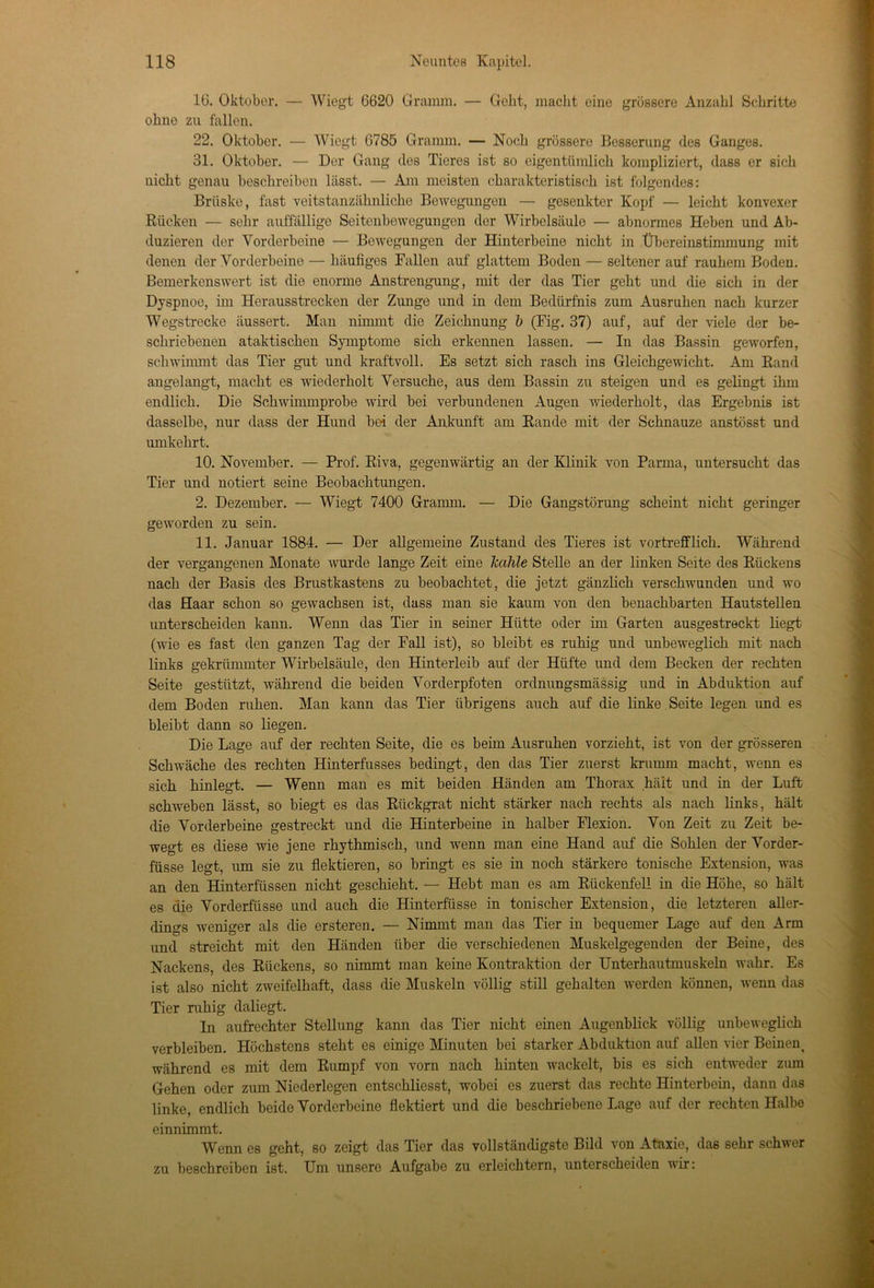 IG. Oktober. — Wiegt 6620 Gramm. — Gebt, macht eine grössere Anzahl Schritte ohne zu fallen. 22. Oktober. — Wiegt 6785 Gramm. — Noch grössere Besserung des Ganges. 31. Oktober. — Der Gang des Tieres ist so eigentümlich kompliziert, dass er sich nicht genau beschreiben lässt. — Am meisten charakteristisch ist folgendes: Brüske, fast veitstanzähnliche Bewegungen — gesenkter Kopf — leicht konvexer Rücken — sehr auffällige Seitenbewegungen der Wirbelsäule — abnormes Heben und Ab- duzieren der Vorderbeine — Bewegungen der Hinterbeine nicht in Übereinstimmung mit denen der Vorderbeine — häufiges Fallen auf glattem Boden — seltener auf rauhem Boden. Bemerkenswert ist die enorme Anstrengung, mit der das Tier geht und die sich in der Dyspnoe, im Herausstrecken der Zunge und in dem Bedürfnis zum Ausruhen nach kurzer Wegstrecke äussert. Man nimmt die Zeichnung b (Fig. 37) auf, auf der viele der be- schriebenen ataktischen Symptome sich erkennen lassen. — In das Bassin geworfen, schwimmt das Tier gut und kraftvoll. Es setzt sich rasch ins Gleichgewicht. Am Rand angelangt, macht es wiederholt Versuche, aus dem Bassin zu steigen und es gelingt ihm endlich. Die Schwimmprobe wird bei verbundenen Augen wiederholt, das Ergebnis ist dasselbe, nur dass der Hund bei der Ankunft am Rande mit der Schnauze anstösst und umkehrt. 10. November. — Prof. Riva, gegenwärtig an der Klinik von Parma, untersucht das Tier und notiert seine Beobachtungen. 2. Dezember. — Wiegt 7400 Gramm. — Die Gangstörung scheint nicht geringer geworden zu sein. 11. Januar 1884. — Der allgemeine Zustand des Tieres ist vortrefflich. Während der vergangenen Monate wurde lange Zeit eine Jcdhle Stelle an der linken Seite des Rückens nach der Basis des Brustkastens zu beobachtet, die jetzt gänzlich verschwunden und wo das Haar schon so gewachsen ist, dass man sie kaum von den benachbarten Hautstellen unterscheiden kann. Wenn das Tier in seiner Hütte oder im Garten ausgestreckt liegt (wie es fast den ganzen Tag der Fall ist), so bleibt es ruhig und unbeweglich mit nach links gekrümmter Wirbelsäule, den Hinterleib auf der Hüfte und dem Becken der rechten Seite gestützt, während die beiden Vorderpfoten ordnungsmässig und in Abduktion auf dem Boden ruhen. Man kann das Tier übrigens auch auf die linke Seite legen und es bleibt dann so liegen. Die Lage auf der rechten Seite, die es beim Ausruhen vorzieht, ist von der grösseren Schwäche des rechten Hinterfusses bedingt, den das Tier zuerst krumm macht, wenn es sich hinlegt. — Wenn man es mit beiden Händen am Thorax hält und in der Luft schweben lässt, so biegt es das Rückgrat nicht stärker nach rechts als nach links, hält die Vorderbeine gestreckt und die Hinterbeine in halber Flexion. Von Zeit zu Zeit be- wegt es diese wie jene rhythmisch, und wenn man eine Hand auf die Sohlen der Vorder- füsse legt, um sie zu flektieren, so bringt es sie in noch stärkere tonische Extension, was an den Hinterfüssen nicht geschieht. — Hebt man es am Rückenfell in die Höhe, so hält es die Vorderfüsse und auch die Hinterfüsse in tonischer Extension, die letzteren aller- dings weniger als die ersteren. — Nimmt man das Tier in bequemer Lage auf den Arm und streicht mit den Händen über die verschiedenen Muskelgegenden der Beine, des Nackens, des Rückens, so nimmt man keine Kontraktion der Unterhautmuskeln wahr. Es ist also nicht zweifelhaft, dass die Muskeln völlig still gehalten werden können, wenn das Tier ruhig daliegt. ln aufrechter Stellung kann das Tier nicht einen Augenblick völlig unbeweglich verbleiben. Höchstens steht es einige Minuten bei starker Abduktion auf allen vier Beinen^ während es mit dem Rumpf von vorn nach hinten wackelt, bis es sich entweder zum Gehen oder zum Niederlegen entschliesst, wobei es zuerst das rechte Hinterbein, dann das linke, endlich beide Vorderbeine flektiert und die beschriebene Lago auf der rechten Halbe einnimmt. Wenn es geht, so zeigt das Tier das vollständigste Bild von Ataxie, das sehr schwer zu beschreiben ist. Um unsere Aufgabe zu erleichtern, unterscheiden wir: