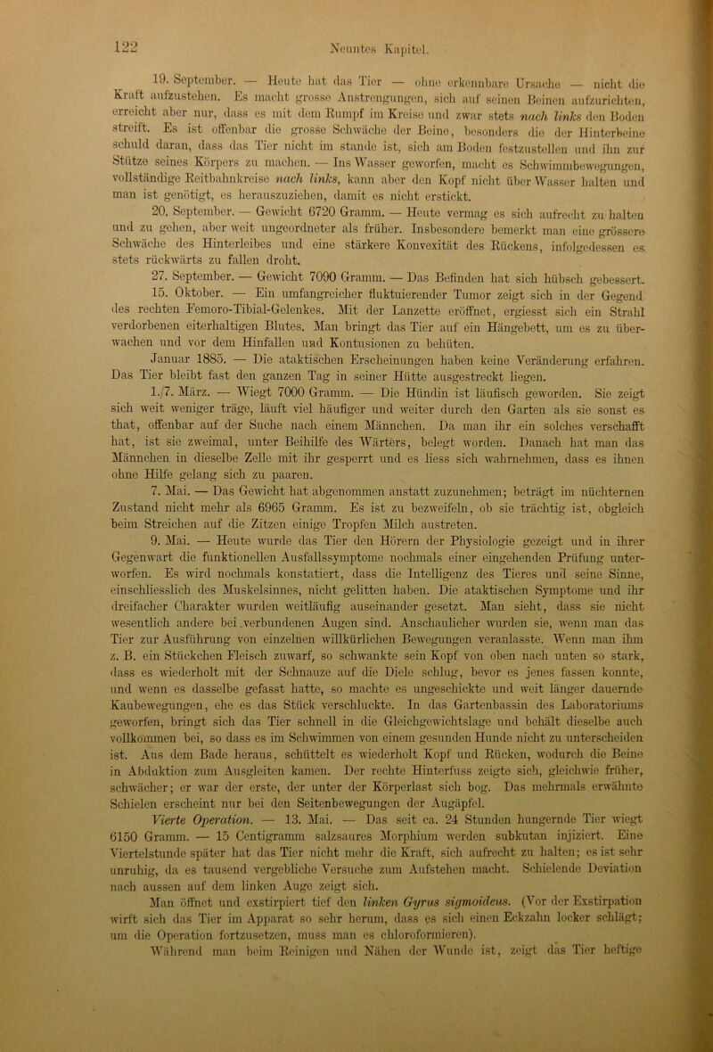 19. September. - Heute bat das lier — ohne erkennbare Ursache — nicht die Kraft aufzustehen. Es macht grosse Anstrengungen, sich auf seinen Beinen aufzurichten, erreicht aber nur, dass es mit dem Kumpf im Kreise und zwar stets nach links den Boden streift. Es ist offenbar die grosso Schwäche der Beine, besonders die der Hinterbeine schuld daran, dass das Pier nicht im stände ist, sich am Boden festzustellen und ihn zur Stütze seines Körpers zu machen. — Ins Wasser geworfen, macht es Schwimmbewogungen, vollständige Reitbalmkieise nach links, kann aber den Kopf nicht über Wasser halten und man ist genötigt, es herauszuziehen, damit es nicht erstickt. 20. September. — Gewicht 6720 Gramm. — Heute vermag es sich aufrecht zu halten und zu gehen, aber weit ungeordneter als früher. Insbesondere bemerkt man eine grössere Schwäche des Hinterleibes und eine stärkere Konvexität des Rückens, infolgedessen es stets rückwärts zu fallen droht. 27. September. — Gewicht 7090 Gramm. — Das Befinden hat sich hübsch gebessert. 15. Oktober. — Ein umfangreicher fluktuierender Tumor zeigt sich in der Gegend des rechten Femoro-Tibial-Gelenkes. Mit der Lanzette eröffnet, ergiesst sich ein Strahl verdorbenen eiterhaltigen Blutes. Man bringt das Tier auf ein Hängebett, um es zu über- wachen und vor dem Hinfallen und Kontusionen zu behüten. Januar 1885. — Die ataktischen Erscheinungen haben keine Veränderung erfahren. Das Tier bleibt fast den ganzen Tag in seiner Hütte ausgestreckt liegen. 1./7. März. — Wiegt 7000 Gramm. — Die Hündin ist läufisch geworden. Sie zeigt sich weit weniger träge, läuft viel häufiger und weiter durch den Garten als sie sonst es- that, offenbar auf der Suche nach einem Männchen. Da man ihr ein solches verschafft hat, ist sie zweimal, unter Beihilfe des Wärters, belegt worden. Danach hat man das Männchen in dieselbe Zelle mit ihr gesperrt und es liess sich wahrnehmen, dass es ihnen ohne Hilfe gelang sich zu paaren. 7. Mai. — Das Gewicht hat abgenommen anstatt zuzunehmen; beträgt im nüchternen Zustand nicht mehr als 6965 Gramm. Es ist zu bezweifeln, ob sie trächtig ist, obgleich beim Streichen auf die Zitzen einige Tropfen Milch austreten. 9. Mai. — Heute wurde das Tier den Hörern der Physiologie gezeigt und in ihrer Gegenwart die funktionellen Ausfallssymptome nochmals einer eingehenden Prüfung unter- worfen. Es wird nochmals konstatiert, dass die Intelligenz des Tieres und seine Sinne, einschliesslich des Muskelsinnes, nicht gelitten haben. Die ataktischen Symptome und ihr dreifacher Charakter wurden weitläufig auseinander gesetzt. Man sieht, dass sie nicht wesentlich andere bei .verbundenen Augen sind. Anschaulicher wurden sie, wenn man das Tier zur Ausführung von einzelnen willkürlichen Bewegungen veranlasste. Wenn man ihm z. B. ein Stückchen Fleisch zuwarf, so schwankte sein Kopf von oben nach unten so stark, dass es wiederholt mit der Schnauze auf die Diele schlug, bevor es jenes fassen konnte, und wenn es dasselbe gefasst hatte, so machte es ungeschickte und weit länger dauernde- Kaubewegungen, ehe es das Stück verschluckte. In das Gartenbassin des Laboratoriums geworfen, bringt sich das Tier schnell in die Gleichgewichtslage und behält dieselbe auch vollkommen bei, so dass es im Schwimmen von einem gesunden Hunde nicht zu unterscheiden ist. Aus dem Bade heraus, schüttelt es wiederholt Kopf und Rücken, wodurch die Beine in Abduktion zum Ausgleiten kamen. Der rechte Hinterfuss zeigte sich, gleichwie früher, schwächer; er war der erste, der unter der Körperlast sich bog. Das mehrmals erwähnte Schielen erscheint nur bei den Seitenbewegungen der Augäpfel. Vierte Operation. — 13. Mai. — Das seit ca. 24 Stunden hungernde Tier wiegt 6150 Gramm. — 15 Centigramm salzsaures Morphium werden subkutan injiziert. Eine Viertelstunde später hat das Tier nicht mehr die Kraft, sich aufrecht zu halten; es ist sehr unruhig, da es tausend vergebliche Versuche zum Aufstehen macht. Schielende Deviation nach aussen auf dem linken Auge zeigt sich. Man öffnet und exstirpiert tief den linken Gyrus sigmoideus. (Vor der Exstirpation wirft sich das Tier im Apparat so sehr herum, dass es sich einen Eckzahn locker schlägt; um die Operation fortzusetzen, muss man es chloroformieren). Während man beim Reinigen und Nähen der Wunde ist, zeigt das Tier Heftige