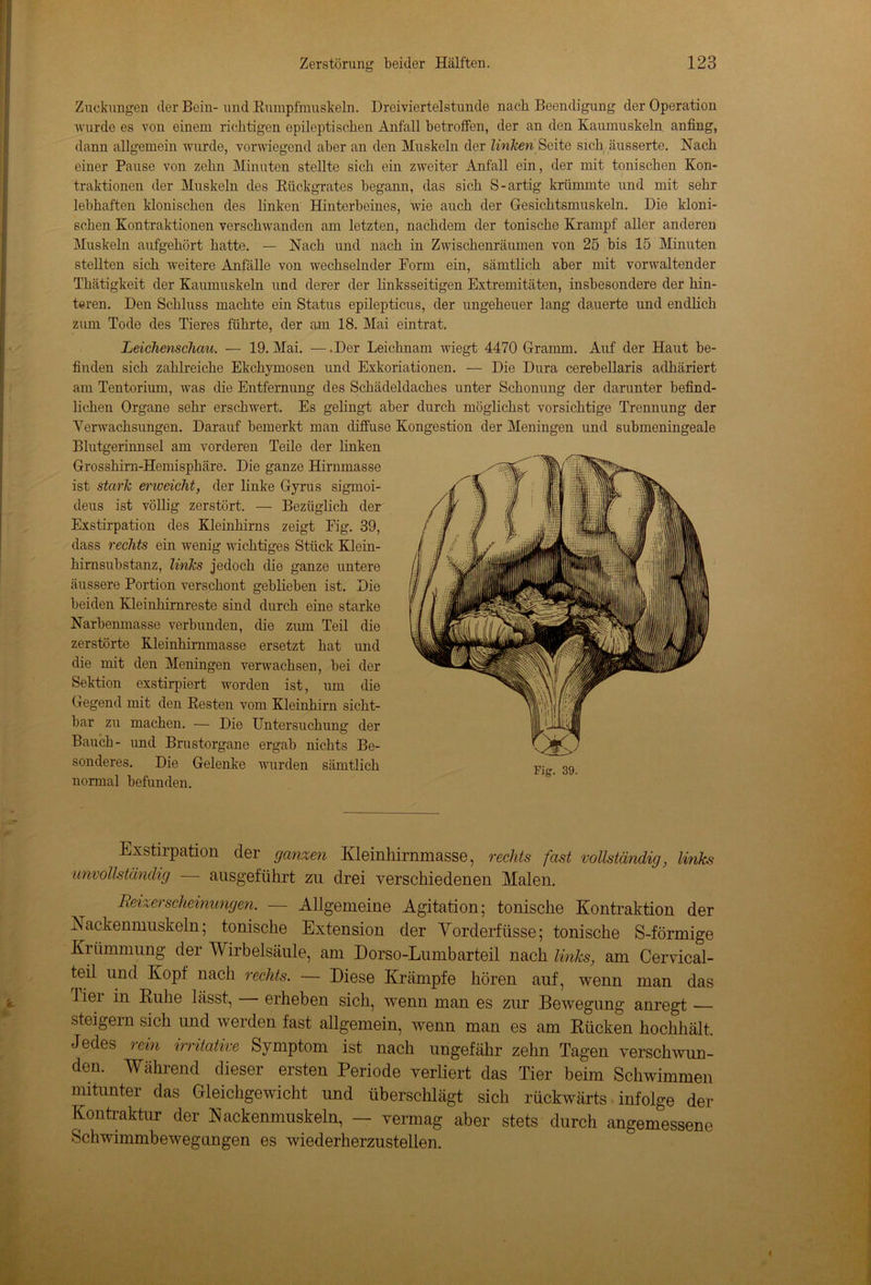 Zuckungen der Bein- und Rumpfmuskeln. Dreiviertelstunde nach Beendigung der Operation wurde es von einem richtigen epileptischen Anfall betroffen, der an den Kaumuskeln anfing, dann allgemein wurde, vorwiegend aber an den Muskeln der linken Seite sich äusserte. Nach einer Pause von zehn Minuten stellte sich ein zweiter Anfall ein, der mit tonischen Kon- traktionen der Muskeln des Rückgrates begann, das sich S-artig krümmte und mit sehr lebhaften klonischen des linken Hinterbeines, wie auch der Gesichtsmuskeln. Die kloni- schen Kontraktionen verschwanden am letzten, nachdem der tonische Krampf aller anderen Muskeln aufgehört hatte. — Nach und nach in Zwischenräumen von 25 bis 15 Minuten stellten sich weitere Anfälle von wechselnder Form ein, sämtlich aber mit vorwaltender Thätigkeit der Kaumuskeln und derer der linksseitigen Extremitäten, insbesondere der hin- teren. Den Schluss machte ein Status epilepticus, der ungeheuer lang dauerte und endlich zum Tode des Tieres führte, der am 18. Mai eintrat. Leichenschau. — 19. Mai. —.Der Leichnam wiegt 4470 Gramm. Anf der Haut be- finden sich zahlreiche Ekchymosen und Exkoriationen. — Die Dura cerebellaris adliäriert am Tentorium, was die Entfernung des Schädeldaches unter Schonung der darunter befind- lichen Organe sehr erschwert. Es gelingt aber durch möglichst vorsichtige Trennung der Verwachsungen. Darauf bemerkt man diffuse Kongestion der Meningen und submeningeale Blutgerinnsel am vorderen Teile der linken Grosshirn-Hemisphäre. Die ganze Hirnmasse ist stark erweicht, der linke Gyrus sigmoi- deus ist völlig zerstört. — Bezüglich der Exstirpation des Kleinhirns zeigt Fig. 39, dass rechts ein wenig wichtiges Stück Klein- hirnsubstanz, links jedoch die ganze untere äussere Portion verschont geblieben ist. Die beiden Kleinhirnreste sind durch eine starke Narbenmasse verbunden, die zum Teil die zerstörte Kleinhirnmasse ersetzt hat und die mit den Meningen verwachsen, bei der Sektion exstirpiert worden ist, um die Gegend mit den Resten vom Kleinhirn sicht- bar zn machen. — Die Untersuchung der Bauch- und Brustorgane ergab nichts Be- sonderes. Die Gelenke wurden sämtlich normal befunden. Exstirpation der ganzen Kleinhirnmasse, rechts fast vollständig, links unvollständig — ausgeführt zu drei verschiedenen Malen. Reizerscheinungen. — Allgemeine Agitation; tonische Kontraktion der Kackenmuskeln; tonische Extension der Yorderfüsse; tonische S-förmige Krümmung der Wirbelsäule, am Dorso-Lumbarteil nach links, am Cervical- teil und Kopf nach rechts. — Diese Krämpfe hören auf, wenn man das -Tiei in Ruhe lässt, erheben sich, wenn man es zur Bewegung anregt — steigern sich und werden fast allgemein, wenn man es am Rücken hochhält. Jedes rein imitative Symptom ist nach ungefähr zehn Tagen verschwun- den. Während dieser ersten Periode verliert das Tier beim Schwimmen mitunter das Gleichgewicht und überschlägt sich rückwärts infolge der Kontraktur der Kackenmuskeln, — vermag aber stets durch angemessene SchwimmbeAvegungen es wiederherzustellen.