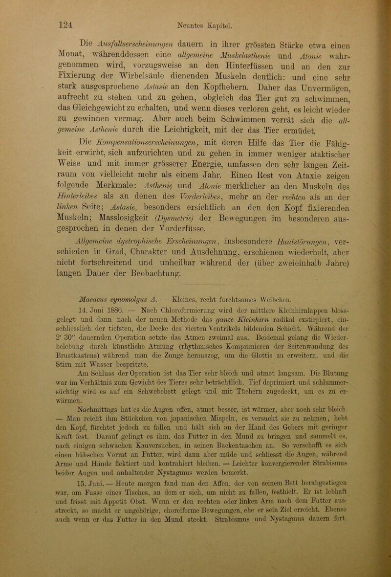 Die Ausfallse/t'scheinungen dauern in ihrer grössten Stärke etwa einen Monat, währenddessen eine allgemeine Muskelasthenie und Atonie wahr- genommen wird, vorzugsweise an den Hinterfüssen und an den zur Fixierung der Wirbelsäule dienenden Muskeln deutlich: und eine sehr stark ausgesprochene Astasie an den Kopfhebern. Daher das Unvermögen, aufrecht zu stehen und zu gehen, obgleich das Tier gut zu schwimmen, das Gleichgewicht zu erhalten, und wenn dieses verloren geht, es leicht wieder zu gewinnen vermag. Aber auch beim Schwimmen verrät sich die all- gemeine Asthenie durch die Leichtigkeit, mit der das Tier ermüdet. Die Kcnnpensationserscheinungen, mit deren Hilfe das Tier die Fähig- keit erwirbt, sich aufzurichten und zu gehen in immer weniger ataktischer Weise und mit immer grösserer Energie, umfassen den sehr langen Zeit- raum von vielleicht mehr als einem Jahr. Einen Rest von Ataxie zeigen folgende Merkmale: Asthenie und Atonie merklicher an den Muskeln des Hinterleibes als an denen des Vorderleibes, mehr an der rechten als an der linken Seite; Astasie, besonders ersichtlich an den den Kopf fixierenden Muskeln; Masslosigkeit (Dysmetrie) der Bewegungen im besonderen aus- gesprochen in denen der Yorderfüsse. Allgemeine dystrophische Erscheinungen, insbesondere Hautstörungen, ver- schieden in Grad, Charakter und Ausdehnung, erschienen wiederholt, aber nicht fortschreitend und unheilbar während der (über zweieinhalb Jahre) langen Dauer der Beobachtung. Macacus cynonwlgus A. — Kleines, recht furchtsames Weibchen. 14. Juni 1886. — Nach Chloroformierung wird der mittlere Kleinhirnlappen bloss- gelegt und dann nach der neuen Methode das ganze Kleinhirn radikal exstirpiert, ein- schliesslich der tiefsten, die Decke des vierten Ventrikels bildenden Schicht. Während der 2' 30 dauernden Operation setzte das Atmen zweimal aus. Beidemal gelang die Wieder- belebung durch künstliche Atmung (rhythmisches Komprimieren der Seitenwandung des Brustkastens) während man die Zunge herauszog, um die Glottis zu erweitern, und die Stirn mit Wasser bespritzte. Am Schluss der Operation ist das Tier sehr bleich und atmet langsam. Die Blutung war im Verhältnis zum Gewicht des Tieres sehr beträchtlich. Tief deprimiert und schlummer- süchtig wird es auf ein Sch wehebett gelegt und mit Tüchern zugedeckt, um es zu er- wärmen. Nachmittags hat es die Augen offen, atmet besser, ist wärmer, aber noch sehr bleich. — Man reicht ihm Stückchen von japanischen Mispeln, es versucht sie zu nehmen, hebt den Kopf, fürchtet jedoch zu fallen und hält sich an der Hand des Gehers mit geringer Kraft fest. Darauf gelingt es ihm. das Futter in den Mund zu bringen und sammelt es, nach einigen schwachen Kauversuchen, in seinen Backentaschen an. So verschafft es sich einen hübschen Vorrat an Futter, wird dann aber müde und schliesst die Augen, während Arme und Hände flektiert und kontrahiert bleiben. — Leichter konvergierender Strabismus beider Augen und anhaltender Nystagmus werden bemerkt. 15. Juni. — Heute morgen fand man den Affen, der von seinem Bett herabgestiegen war. am Fusse eines Tisches, an dem er sich, um nicht zu fallen, festhielt. Er ist lebhaft und frisst mit Appetit Obst. Wenn er den rechten oder linken Arm nach dem Futter aus- streckt, so macht er ungehörige, choreiforme Bewegungen, ehe er sein Ziel erreicht. Ebenso auch wenn er das Futter in den Mund steckt. Strabismus und Nystagmus dauern fort.