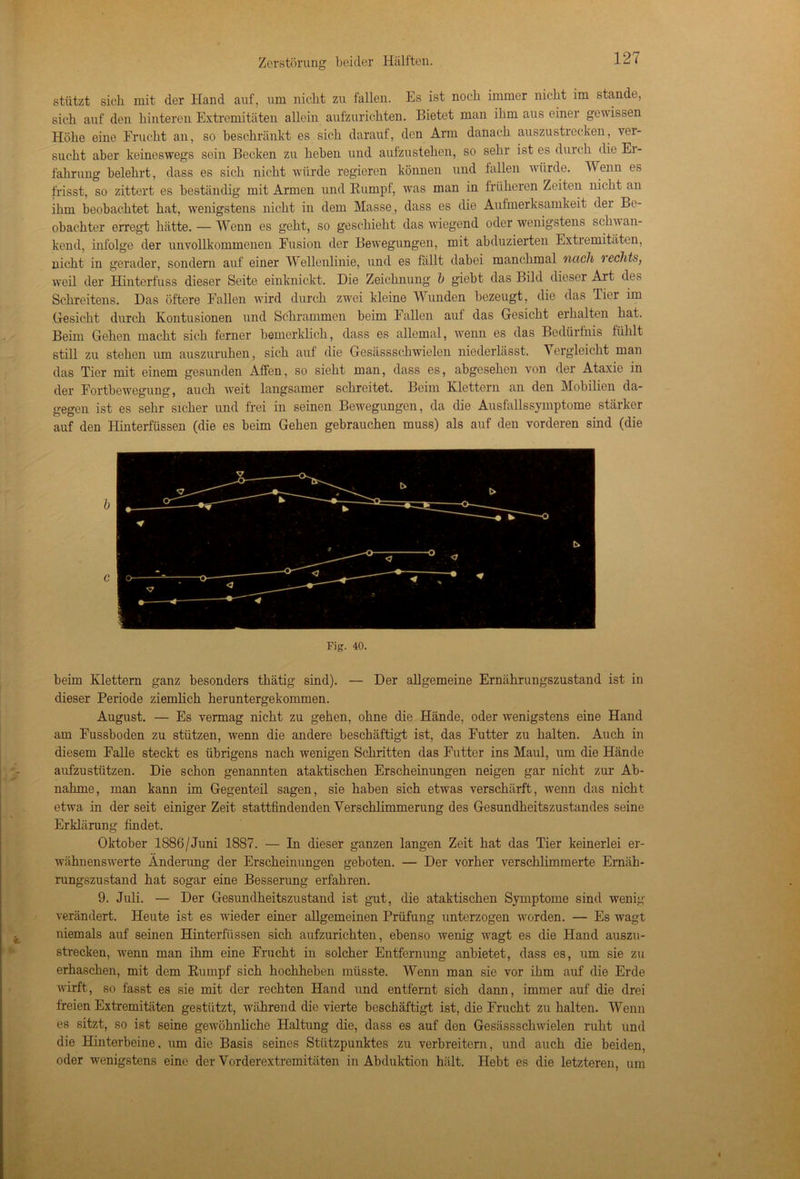 stützt sich mit der Hand auf, um nicht zu fallen. Es ist noch immer nicht im stände, sich auf den hinteren Extremitäten allein aufzurichten. Bietet man ihm aus einer gewissen Höhe eine Frucht an, so beschränkt es sich darauf, den Arm danach auszustrecken, ver- sucht aber keineswegs sein Becken zu heben und aufzustehen, so sehr ist es durch die Ei - fahrung belehrt, dass es sich nicht würde regieren können und fallen würde. Wenn es frisst, so zittert es beständig mit Armen und Rumpf, was man in früheren Zeiten nicht an ihm beobachtet hat, wenigstens nicht in dem Masse, dass es die Aufmerksamkeit der Be- obachter erregt hätte. — Wenn es geht, so geschieht das wiegend oder wenigstens schwan- kend, infolge der unvollkommenen Fusion der Bewegungen, mit abduzierten Extremitäten, nicht in gerader, sondern auf einer Wellenlinie, und es fällt dabei manchmal nach lechts, weil der Hinterfuss dieser Seite einknickt. Die Zeichnung b giebt das Bild dieser Art des Sehreitens. Das öftere Fallen wird durch zwei kleine Wunden bezeugt, die das Tier im Gesicht durch Kontusionen und Schrammen beim Fallen auf das Gesicht erhalten hat. Beim Gehen macht sich ferner bemcrklich, dass es allemal, wenn es das Bedürfnis fühlt still zu stehen um auszuruhen, sich auf die Gesässschwielen niederlässt. Vergleicht man das Tier mit einem gesunden Affen, so sieht man, dass es, abgesehen von der Ataxie in der Fortbewegung, auch weit langsamer schreitet. Beim Klettern an den Mobilien da- gegen ist es sehr sicher und frei in seinen Bewegungen, da die Ausfallssymptome stärker auf den Hinterfüssen (die es beim Gehen gebrauchen muss) als auf den vorderen sind (die Fig. 40. beim Klettern ganz besonders thätig sind). — Der allgemeine Ernährungszustand ist in dieser Periode ziemlich heruntergekommen. August. — Es vermag nicht zu gehen, ohne die Hände, oder wenigstens eine Hand am Fussboden zu stützen, wenn die andere beschäftigt ist, das Futter zu halten. Auch in diesem Falle steckt es übrigens nach wenigen Schritten das Futter ins Maul, um die Hände aufzustützen. Die schon genannten ataktischen Erscheinungen neigen gar nicht zur Ab- nahme, man kann im Gegenteil sagen, sie haben sich etwas verschärft, wenn das nicht etwa in der seit einiger Zeit stattlindenden Verschlimmerung des Gesundheitszustandes seine Erklärung findet. Oktober 1886/Juni 1887. — In dieser ganzen langen Zeit hat das Tier keinerlei er- wähnenswerte Änderung der Erscheinungen geboten. — Der vorher verschlimmerte Ernäh- rungszustand hat sogar eine Besserung erfahren. 9. Juli. — Der Gesundheitszustand ist gut, die ataktischen Symptome sind wenig verändert. Heute ist es wieder einer allgemeinen Prüfung unterzogen worden. — Es wagt niemals auf seinen Hinterfüssen sich aufzurichten, ebenso wenig wagt es die Hand auszu- strecken, wrenn man ihm eine Frucht in solcher Entfernung anbietet, dass es, um sie zu erhaschen, mit dem Rumpf sich hochheben müsste. Wenn man sie vor ihm auf die Erde wirft, so fasst es sie mit der rechten Hand und entfernt sich dann, immer auf die drei freien Extremitäten gestützt, während die vierte beschäftigt ist, die Frucht zu halten. Wenn es sitzt, so ist seine gewöhnliche Haltung die, dass es auf den Gesässschwielen ruht und die Hinterbeine, um die Basis seines Stützpunktes zu verbreitern, und auch die beiden, oder wenigstens eine der Vorderextremitäten in Abduktion hält. Hebt es die letzteren, um