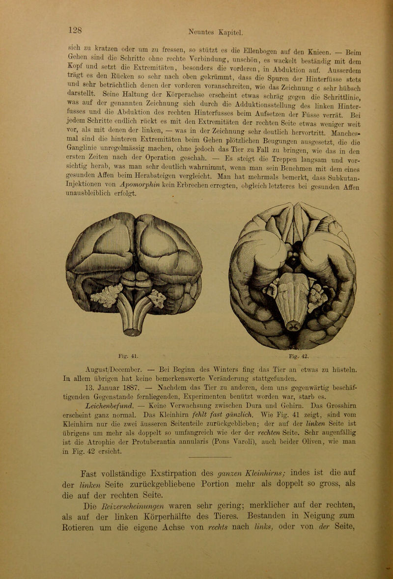 sich zu kratzen oder um zu fressen, so stützt es die Ellenbogen auf den Knieen. — Beim £ehen sind die Schritte ohne rechte Verbindung, unschön, es wackelt beständig mit dem Kopl und setzt die Extremitäten, besonders die vorderen, in Abduktion auf. Ausserdem tragt es den Rücken so sehr nach oben gekrümmt, dass die Spuren der Hinterfüsse stets und sehr beträchtlich denen der vorderen voranschreiten, wie das Zeichnung c sehr hübsch darstellt. Seine Haltung der Körperachse erscheint etwas schräg gegen die Schrittlinie, was auf der genannten Zeichnung sich durch die Adduktionsstellung des linken Hinter- fusses und die Abduktion des rechten Hinterfasses beim Aufsetzen der Füsse verrät. Bei jedem Schritte endlich rückt es mit den Extremitäten der rechten Seite etwas weniger weit vor, als mit denen der linken, — was in der Zeichnung sehr deutlich hervortritt. Manches- mal sind die hinteren Extremitäten beim Gehen plötzlichen Beugungen ausgesetzt, die die Ganglinie unregelmässig machen, ohne jedoch das Tier zu Fall zu bringen, wie das in den ersten Zeiten nach der Operation geschah. — Es steigt die Treppen langsam und vor- sichtig hei ab, was man sehr deutlich wahrnimmt, wenn man sein Benehmen mit dem eines gesunden Affen beim Herabsteigen vergleicht. Man hat mehrmals bemerkt, dass Subkutan- injektionen von Apomorphin kein Erbrechen erregten, obgleich letzteres bei gesunden Affen unausbleiblich erfolgt. Fig-. 41. Fig.- 42. August/December. — Bei Beginn des Winters fing das Tier an etwas zu hüsteln. In allem übrigen hat keine bemerkenswerte Veränderung stattgefunden. 13. Januar 1887. — Nachdem das Tier zu anderen, dem uns gegenwärtig beschäf- tigenden Gegenstände fernliegenden, Experimenten benützt worden war, starb es. Leichenbefund. — Keine Verwachsung zwischen Dura und Gehirn. Das Grosshirn erscheint ganz normal. Das Kleinhirn fehlt fast gänzlich. Wie Fig. 41 zeigt, sind vom Kleinhirn nur die zwei äusseren Seitenteile zurückgeblieben; der auf der linken Seite ist übrigens um mehr als doppelt so umfangreich wie der der rechten Seite. Sehr augenfällig ist die Atrophie der Protuberantia annularis (Pons Varoli), auch beider Oliven, wie man in Fig. 42 ersieht. Fast vollständige Exstirpation des ganzen Kleinhirns; indes ist die auf der linken Seite zurückgebliebene Portion mehr als doppelt so gross, als die auf der rechten Seite. Die Reizerscheinungen waren sehr gering; merklicher auf der rechten, als auf der linken Körperhälfte des Tieres. Bestanden in Neigung zum Rotieren um die eigene Achse von rechts nach links, oder von der Seite,