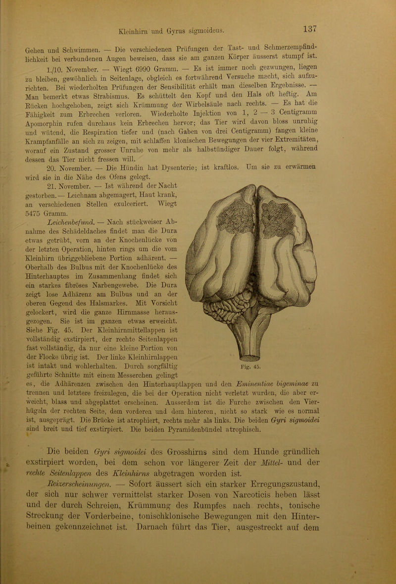 Gehen und Schwimmen. — Die verschiedenen Prüfungen der Tast- und Schmerzempfind- lichkeit bei verbundenen Augen beweisen, dass sie am ganzen Körper äusserst stumpf ist. 1./10. November. — Wiegt 6990 Gramm. — Es ist immer noch gezwungen, liegen zu bleiben, gewöhnlich in Seitenlage, obgleich es fortwährend Versuche macht, sich aufzu- richten. Bei wiederholten Prüfungen der Sensibilität erhält man dieselben Ergebnisse. Man bemerkt etwas Strabismus. Es schüttelt den Kopf und den Hals oft heftig. Am Rücken hochgehoben, zeigt sich Krümmung der Wirbelsäule nach rechts. Es hat die Fähigkeit zum Erbrechen verloren. Wiederholte Injektion von 1, 2 3 Centigramm Apomorphin rufen durchaus kein Erbrechen hervor; das Tier wird davon bloss unruhig und wütend, die Respiration tiefer und (nach Gaben von drei Centigramm) fangen kleine Krampfanfälle an sich zu zeigen, mit schlaffen klonischen Bewegungen der vier Extremitäten, worauf ein Zustand grosser Unruhe von mehr als halbstündiger Dauer folgt, während dessen das Tier nicht fressen will. 20. November. — Die Hündin hat Dysenterie; ist kraftlos. Um sie zu erwärmen wird sie in die Nähe des Ofens gelegt. 21. November. — Ist während der Nacht gestorben.— Leichnam abgemagert, Haut krank, an verschiedenen Stellen exulceriert. Wiegt 5475 Gramm. Leichenbefimd. — Nach stückweiser Ab- nahme des Schädeldaches findet man die Dura etwas getrübt, vorn an der Knochenlücke von der letzten Operation, hinten rings um die vom Kleinhirn übriggebliebene Portion adhärent. — Oberhalb des Bulbus mit der Knochenlücke des Hinterhauptes im Zusammenhang findet sich ein starkes fibröses Narbengewebe. Die Dura zeigt lose Adhärenz am Bulbus und an der oberen Gegend des Halsmarkes. Mit Vorsicht gelockert, wird die ganze Hirnmasse heraus- gezogen. Sie ist im ganzen etwas erweicht. Siehe Fig. 45. Der Kleinhirnmittellappen ist vollständig exstirpiert, der rechte Seitenlappen fast vollständig, da nur eine kleine Portion von der Flocke übrig ist. Der linke Kleinhirnlappen ist intakt und wohlerhalten. Durch sorgfältig geführte Schnitte mit einem Messerchen gelingt es, die Adhärenzen zwischen den Hinterhauptlappen und den Eminentiae bigeminae zu trennen und letztere freizulegen, die bei der Operation nicht verletzt wurden, die aber er- weicht, blass und abgeplattet erscheinen. Ausserdem ist die Furche zwischen den Vier- hügeln der rechten Seite, dem vorderen und dem hinteren, nicht so stark wie es normal ist, ausgeprägt. Die Brücke ist atrophiert, rechts mehr als links. Die beiden Gyri sigmoidei sind breit und tief exstirpiert. Die beiden Pyramidenbündel atrophisch. Die beiden Gyri sigmoidei des Grosshirns sind dem Hunde gründlich exstirpiert worden, bei dem schon vor längerer Zeit der Mittel- und der rechte Seitenlappen des Kleinhirns abgetragen worden ist. Reizerscheinungen. — Sofort äussert sich ein starker Erregungszustand, der sich nur schwer vermittelst starker Dosen von Narcoticis heben lässt und der durch Schreien, Krümmung des Rumpfes nach rechts, tonische Streckung der Vorderbeine, tonischklonische Bewegungen mit den Hinter- beinen gekennzeichnet ist. Darnach führt das Tier, ausgestreckt auf dem