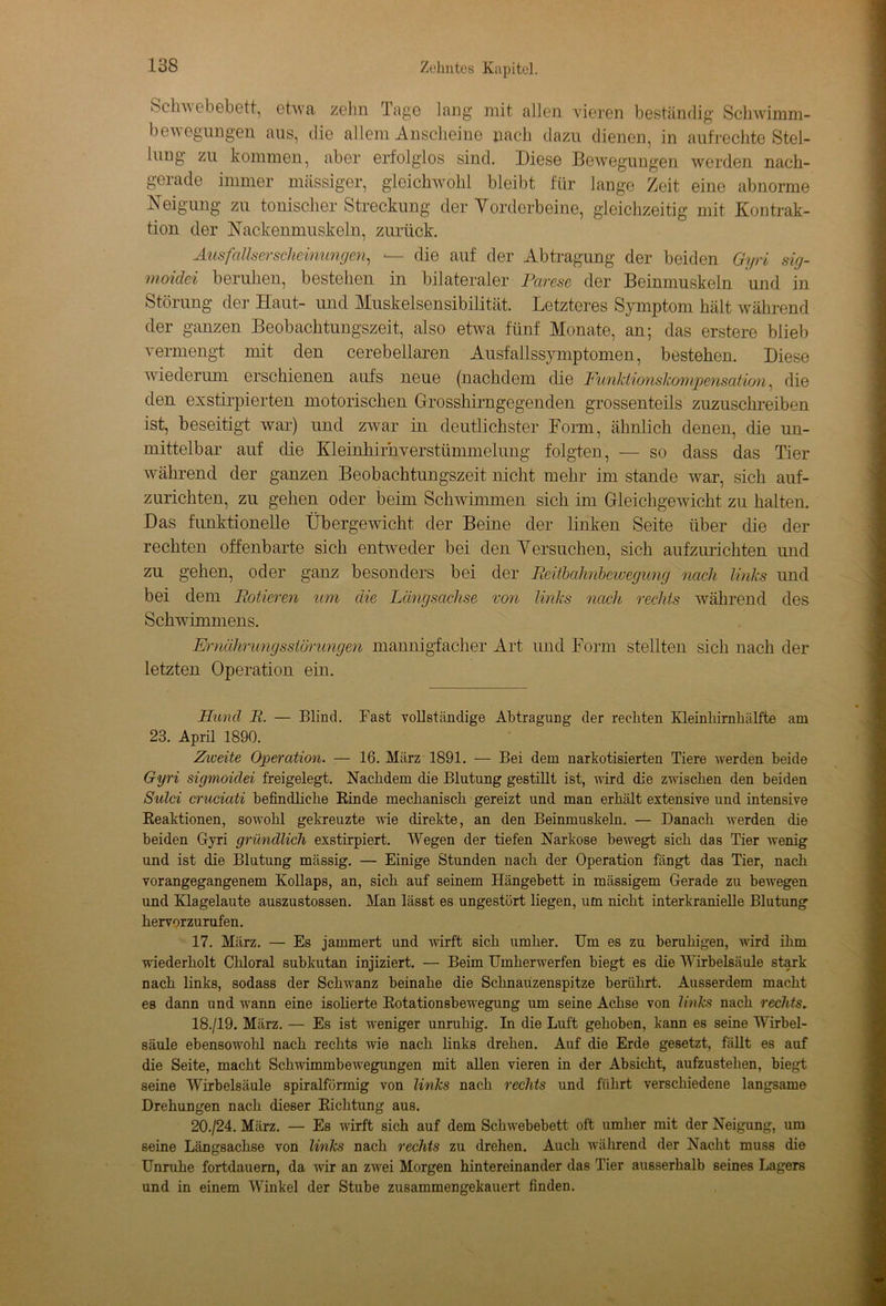 bcliw ebebett, etwa zehn Tage lang mit allen vieren beständig Schwimm- bewegungen aus, die allem Anscheine nach dazu dienen, in aufrechte Stel- lung zu kommen, aber erfolglos sind. Diese Bewegungen werden nach- gerade immer massiger, gleichwohl bleibt für lange Zeit eine abnorme Neigung zu tonischer Streckung der Vorderbeine, gleichzeitig mit Kontrak- tion der Nackenmuskeln, zurück. AusfallserscJteinringen, *— die auf der Abtragung der beiden Gyri sig- moidei beruhen, bestehen in bilateraler Parese der Beinmuskeln und in Störung der Haut- und Muskelsensibilität. Letzteres Symptom hält während der ganzen Beobachtungszeit, also etwa fünf Monate, an; das erstere blieb vermengt mit den cerebellaren Ausfallssymptomen, bestehen. Diese wiederum erschienen aufs neue (nachdem die FunkiionsJcowipensation, die den exstirpierten motorischen Grosshirngegenden grossenteils zuzuschreiben ist, beseitigt war) und zwar in deutlichster Dorm, ähnlich denen, die un- mittelbar auf die Kleinhirnverstümmelung folgten, — so dass das Tier während der ganzen Beobachtungszeit nicht mehr im stände war, sich auf- zurichten, zu gehen oder beim Schwimmen sich im Gleichgewicht zu halten. Das funktionelle Übergewicht der Beine der linken Seite über die der rechten offenbarte sich entweder bei denVersuchen, sich aufzurichten und zu gehen, oder ganz besonders bei der Reitbaknbeivegung nach links und bei dem Rotieren um die Längsachse von links nach rechts während des Schwimmens. Ernährungsstörungen mannigfacher Art und Form stellten sich nach der letzten Operation ein. Hund R. — Blind. Fast vollständige Abtragung der reeliten Kleinbirnbälfte am 23. April 1890. Zioeite Operation. — 16. März 1891. — Bei dem narkotisierten Tiere werden beide Gyri sigmoidei freigelegt. Nachdem die Blutung gestillt ist, wird die zwischen den beiden Sulci cruciati befindliche Kinde mechanisch * gereizt und man erhält extensive und intensive Reaktionen, sowohl gekreuzte wie direkte, an den Beinmuskeln. — Danach werden die beiden Gyri gründlich exstirpiert. Wegen der tiefen Narkose bewegt sich das Tier wenig und ist die Blutung mässig. — Einige Stunden nach der Operation fängt das Tier, nach vorangegangenem Kollaps, an, sich auf seinem Hängebett in mässigem Gerade zu bewegen und Klagelaute auszustossen. Man lässt es ungestört liegen, um nicht interkranielle Blutung hervorzurufen. 17. März. — Es jammert und wirft sich umher. Um es zu beruhigen, wird ihm wiederholt Chloral subkutan injiziert. — Beim Umherwerfen biegt es die Wirbelsäule stark nach links, sodass der Schwanz beinahe die Schnauzenspitze berührt. Ausserdem macht es dann und wann eine isolierte Rotationsbewegung um seine Achse von links nach rechts. 18. /19. März. — Es ist weniger unruhig. In die Luft gehoben, kann es seine Wirbel- säule ebensowohl nach rechts wie nach links drehen. Auf die Erde gesetzt, fällt es auf die Seite, macht Schwimmbewegungen mit allen vieren in der Absicht, aufzustehen, biegt seine Wirbelsäule spiralförmig von links nach rechts und führt verschiedene langsame Drehungen nach dieser Richtung aus. 20./24. März. — Es wirft sich auf dem Schwebebett oft umher mit der Neigung, um seine Längsachse von linlcs nach rechts zu drehen. Auch während der Nacht muss die Unruhe fortdauern, da wir an zwTei Morgen hintereinander das Tier ausserhalb seines Lagers und in einem Winkel der Stube zusammengekauert finden.