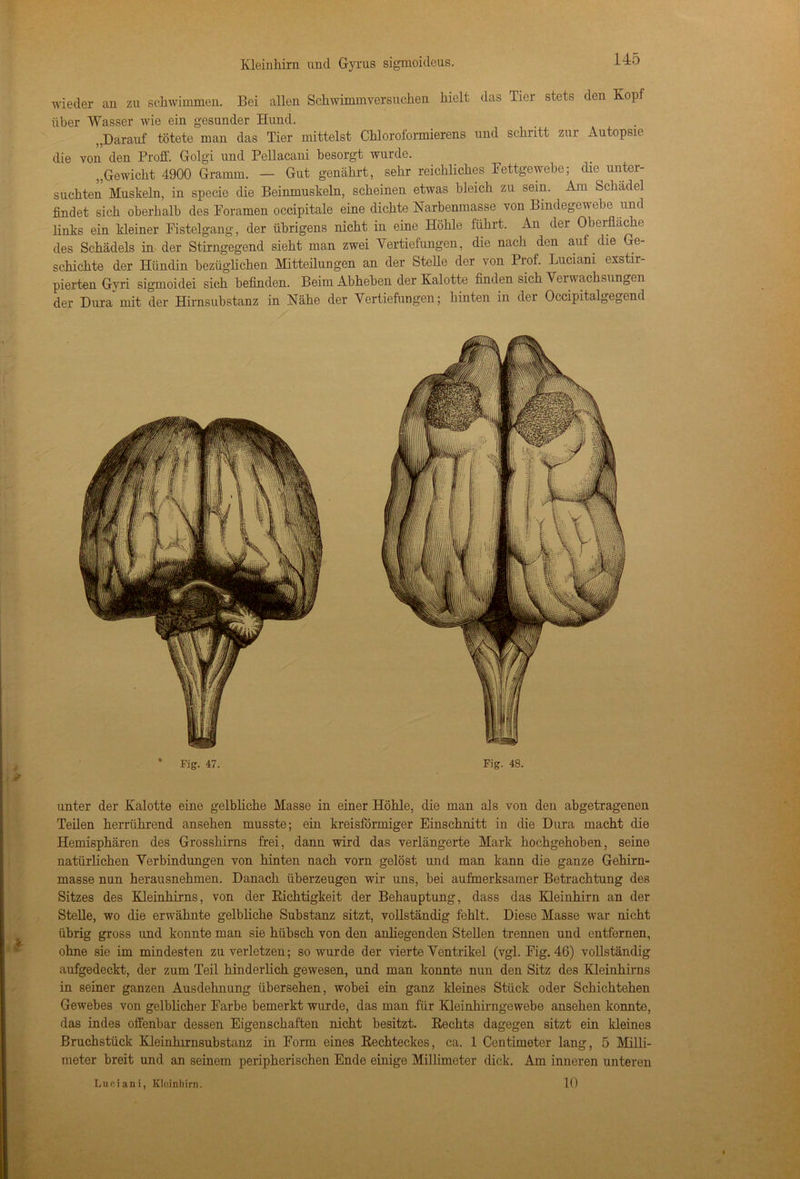 wieder an zu schwimmen. Bei allen Schwimmversuchen hielt das Tier stets den Kopf über Wasser wie ein gesunder Hund. „Darauf tötete man das Tier mittelst Chloroformierens und schritt zur Autopsie die von den Proff. Golgi und Pellacani besorgt wurde. „Gewicht 4900 Gramm. — Gut genährt, sehr reichliches Fettgewebe; die unter- suchten Muskeln, in specie die Beinmuskeln, scheinen etwas bleich zu sein. Am Schädel findet sich oberhalb des Foramen occipitale eine dichte Narbenmasse von Bindegewebe und links ein kleiner Fistelgang, der übrigens nicht in eine Höhle führt. An der Oberfläche des Schädels in der Stirngegend sieht man zwei Vertiefungen, die nach den auf die Ge- schichte der Hündin bezüglichen Mitteilungen an der Stehe der von Prof. Luciam exstir- pierten Gvri sigmoidei sich befinden. Beim Abheben der Kalotte finden sich Verwachsungen der Dura mit der Hirnsubstanz in Nähe der Vertiefungen; hinten in der Occipitalgegend * Fig. 47. Fig. 48. unter der Kalotte eine gelbliche Masse in einer Höhle, die man als von den abgetragenen Teilen herrührend ansehen musste; ein kreisförmiger Einschnitt in die Dura macht die Hemisphären des Grosshirns frei, dann wird das verlängerte Mark hochgehoben, seine natürlichen Verbindungen von hinten nach vorn gelöst und man kann die ganze Gehirn- masse nun herausnehmen. Danach überzeugen wir uns, hei aufmerksamer Betrachtung des Sitzes des Kleinhirns, von der Richtigkeit der Behauptung, dass das Kleinhirn an der Stelle, wo die erwähnte gelbliche Substanz sitzt, vollständig fehlt. Diese Masse war nicht übrig gross und konnte man sie hübsch von den anliegenden Stellen trennen und entfernen, ohne sie im mindesten zu verletzen; so wurde der vierte Ventrikel (vgl. Fig. 46) vollständig aufgedeckt, der zum Teil hinderlich gewesen, und man konnte nun den Sitz des Kleinhirns in seiner ganzen Ausdehnung übersehen, wobei ein ganz kleines Stück oder Schichtehen Gewebes von gelblicher Farbe bemerkt wurde, das man für Kleinhirngewebe ansehen konnte, das indes offenbar dessen Eigenschaften nicht besitzt. Rechts dagegen sitzt ein kleines Bruchstück Kleinhirnsubstanz in Form eines Rechteckes, ca. 1 Centimeter lang, 5 Milli- meter breit und an seinem peripherischen Ende einige Millimeter dick. Am inneren unteren Lu ei an i, Kleinhirn. 10
