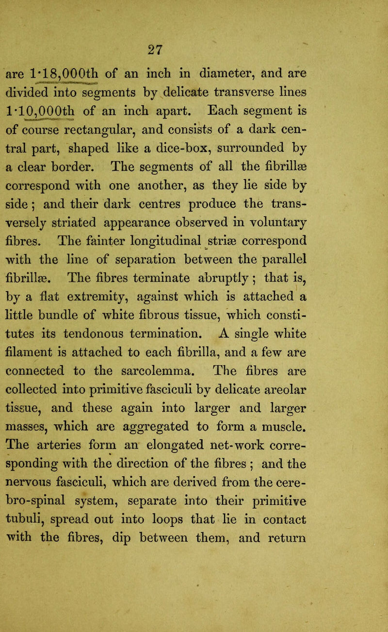 are 1* 18,000th of an inch in diameter, and are divided into segments by delicate transverse lines 1'10,000th of an inch apart. Each segment is of course rectangular, and consists of a dark cen- tral part, shaped like a dice-box, surrounded by a clear border. The segments of all the fibrillge correspond with one another, as they lie side by side; and their dark centres produce the trans- versely striated appearance observed in voluntary fibres. The fainter longitudinal stride correspond with the line of separation between the parallel fibrillge. The fibres terminate abruptly ; that is, by a flat extremity, against which is attached a little bundle of white fibrous tissue, which consti- tutes its tendonous termination. A single white filament is attached to each fibrilla, and a few are connected to the sarcolemma. The fibres are collected into primitive fasciculi by delicate areolar tissue, and these again into larger and larger masses, which are aggregated to form a muscle. The arteries form an elongated net-work corre- sponding with the direction of the fibres ; and the nervous fasciculi, which are derived from the cere- bro-spinal system, separate into their primitive tubuli, spread out into loops that lie in contact with the fibres, dip between them, and return