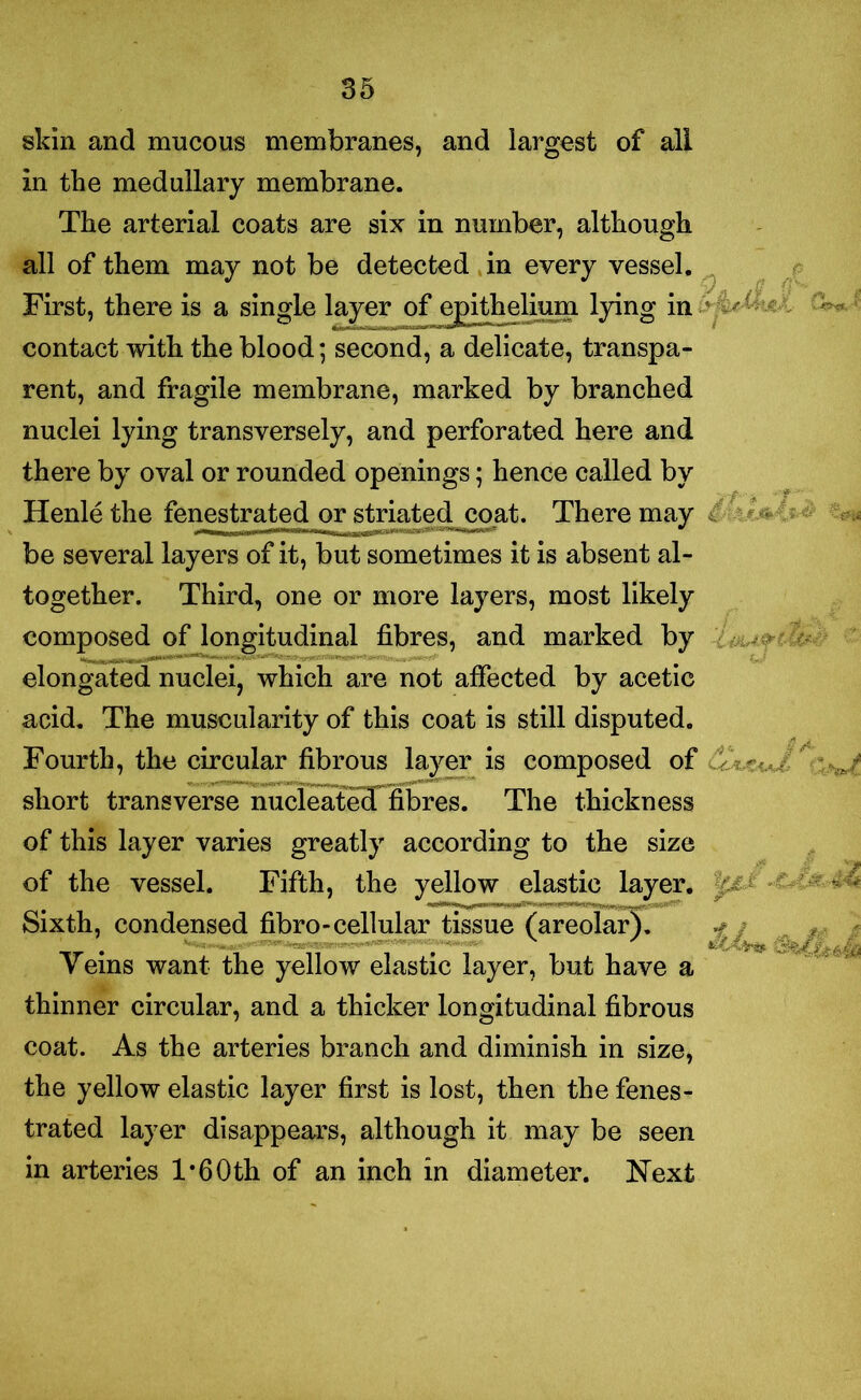skin and mucous membranes, and largest of all in the medullary membrane. The arterial coats are six in number, although all of them may not be detected in every vessel. First, there is a single layer of epithelium lying in contact with the blood; second, a delicate, transpa- rent, and fragile membrane, marked by branched nuclei lying transversely, and perforated here and there by oval or rounded openings; hence called by Henle the fenestrated or striated coat. There may be several layers of it, but sometimes it is absent al- together. Third, one or more layers, most likely composed of longitudinal fibres, and marked by elongated nuclei, which are not affected by acetic acid. The muscularity of this coat is still disputed. Fourth, the circular fibrous layer is composed of short transverse nucleateTfibres. The thickness of this layer varies greatly according to the size of the vessel. Fifth, the yellow elastic layer. Sixth, condensed fibro-cellular tissue (areolar). Veins want the yellow elastic layer, but have a thinner circular, and a thicker longitudinal fibrous coat. As the arteries branch and diminish in size, the yellow elastic layer first is lost, then the fenes- trated layer disappears, although it may be seen in arteries 1*6Oth of an inch in diameter. Next