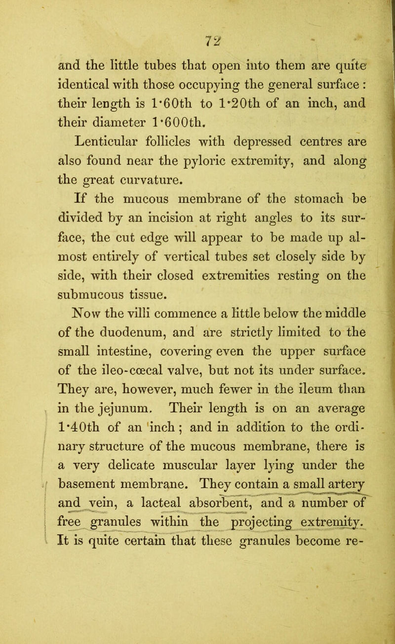 and the little tubes that open into them are quite identical with those occupying the general surface : their length is l*60th to 1*2Oth of an inch, and their diameter l*600th. Lenticular follicles with depressed centres are also found near the pyloric extremity, and along the great curvature. If the mucous membrane of the stomach be divided by an incision at right angles to its sur- face, the cut edge will appear to be made up al- most entirely of vertical tubes set closely side by side, with their closed extremities resting on the submucous tissue. Now the villi commence a little below the middle of the duodenum, and are strictly limited to the small intestine, covering even the upper surface of the ileo-ccecal valve, but not its under surface. They are, however, much fewer in the ileum than in the jejunum. Their length is on an average 1*40th of an inch; and in addition to the ordi- nary structure of the mucous membrane, there is a very delicate muscular layer lying under the basement membrane. They contain a small artery and vein, a lacteal absorbent, and a number of free granules within the projecting extremity. It is quite certain that these granules become re-