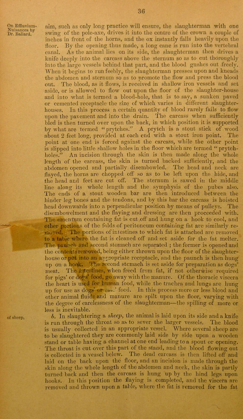 On Eflluviuni- Nuisances by Dr. Ballard. of sheep. aim, such ns only long practico will ensure, the slaughterman with one swing of the pole-axe, drives it into the centre of the crown a couple of inches in front of the horns, and the ox instantly falls heavily upon the floor. By the opening thus made, a long cane is run into the vertebral canal. As the animal lies on its side, the slaughterman then drives a knife deeply into the carcass above the sternum so as to cut thoroughly into the large vessels behind that part, and the blood gushes out freely. When it begins to run feebly, the slaughterman presses upon and kneads the abdomen and sternum so as to promote the flow and press the blood out. The blood, as it flows, is received in shallow iron vessels and set aside, or is allowed to flow out upon the floor of the slaughter-house and into what is termed a blood-hole, that is to say, a sunken paved or cemented receptacle the size of which varies in different slaughter- houses. In this process a certain quantity of blood rarely fails to flow upon the pavement and into the drain. The carcass when sufficiently bled is then turned over upon the back, in which position it is supported by what are termed “ prytehes.” A pryteh is a stout stick of wood about 2 feet long, provided at each end with a stout iron point. The point at one end is forced against the carcass, while the other point is slipped into little shallow holes in the floor which are termed “pryteh- holes.” An incision through the skin is then made along the whole length of the carcass, the skin is turned backed sufficiently, and the abdomen opened and partially disembowled. The head and neck are flayed, the horns are chopped off so as to be left upon the hide, and the head and feet are cut off. The sternum is sawed in the middle line along its whole length and the symphysis of the pubes also. The ends of a stout wooden bar are then introduced between the hinder leg bones and the tendons, and by this bar the carcass is hoisted head downwards into a perpendicular position by means of pulleys. The disembowelment and the flaying and dressing are then proceeded with. The omentum containing fat is cut ...off and hung on a hook to cool, and other portions of the folds of peritoneum containing fat are similarly re- moved. The portions of intestines to which fat is attached are removed to a table where the fat is cleaned off and set aside for the fat melter. The paunch and .second stomach are separated ; the former is opened and the contents removed, being either thrown upon the floor of the slaughter- house or pdt into an appropriate receptacle, and the paunch is then hung up on a hook. The second stcmach is set aside for preparation as dogs’ meat. The 1\ tt® tines, when freed from fat, if not otherwise required for pigs’ or do£s’ food, go away with the manure. Of the thoracic viscera the heart is used for human food, while the trachea and lungs are hung up for use as dogs' or food. In this process more or less blood and other animal fluids and manure are spilt upon the floor, varying with the degree of carelessness of the slaughterman—the spilling of more or less is inevitable. b. In slaughtering a sheep, the animal is laid upon its side and a knife is run through the throat so as to sever the larger vessels. The blood is usually collected in an appropriate vessel. Where several sheep arc to be slaughtered they are commonly laid side by side upon a wooden stand or table having a channel at one end leading to a spout or opening. The throat is cut over this part of the stand, and the blood flowing out is collected in a vessel below. The dead carcass is then lifted off and laid on the back upon the floor, and an incision is made through the skin along the whole length of the abdomen and neck, the skin is partly turned back and then the carcass is hung up by the hind legs upon hooks. In this position the flaying is completed, and the viscera are removed and thrown upon a table, where the flit is removed for the fat