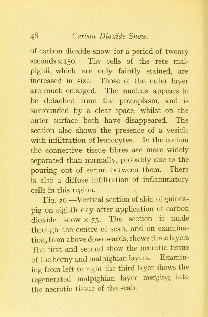 of carbon dioxide snow for a period of twenty seconds x 150. The cells of the rete mal- pighii, which are only faintly stained, are increased in size. Those of the outer layer are much enlarged. The nucleus appears to be detached from the protoplasm, and is surrounded by a clear space, whilst on the outer surface both have disappeared. The section also shows the presence of a vesicle with infiltration of leucocytes. In the corium the connective tissue fibres are more widely separated than normally, probably due to the pouring out of serum between them. There is also a diffuse infiltration of inflammatory cells in this region. Fig. 20.—Vertical section of skin of guinea- pig on eighth day after application of carbon dioxide snow x 75. The section is made through the centre of scab, and on examina- tion, from above downwards, shows three layers The first and second show the necrotic tissue of the horny and malpighian layers. Examin- ing from left to right the third layer shows the regenerated malpighian layer merging into the necrotic tissue of the scab.