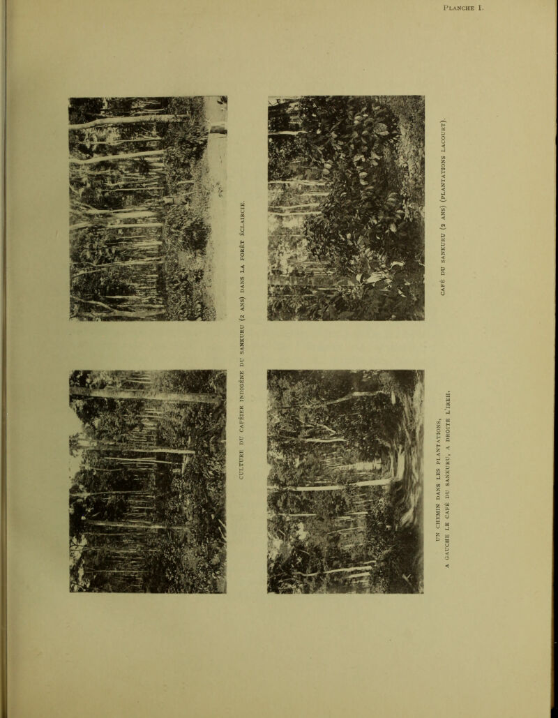 Planche I. CAFÉ DU SANKURU (2 ANS) (PLANTATIONS LACOURT).
