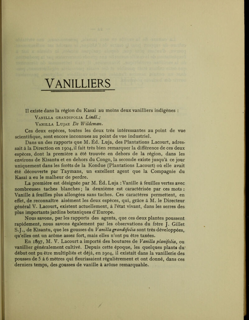 Vanilliers Il existe dans la région du Kasai au moins deux vanilliers indigènes : Vanilla grandifolia LindL; Vanilla Lujae De Wildeman. Ces deux espèces, toutes les deux très intéressantes au point de vue scientifique, sont encore inconnues au point de vue industriel. Dans un des rapports que M. Éd. Luja, des Plantations Lacourt, adres- sait à la Direction en 1904, il fait très bien remarquer la différence de ces deux espèces, dont la première a été trouvée en dehors de la région, dans les environs de Kisantu et en dehors du Congo, la seconde existe jusqu’à ce jour uniquement dans les forêts de la Kondue (Plantations Lacourt) où elle avait été découverte par Taymans, un excellent agent que la Compagnie du Kasai a eu le malheur de perdre. La première est désignée par M. Éd. Luja : Vanille à feuilles vertes avec nombreuses taches blanches ; la deuxième est caractérisée par ces mots : Vanille à feuilles plus allongées sans taches. Ces caractères permettent, en effet, de reconnaître aisément les deux espèces, qui, grâce à M. le Directeur général V. Lacourt, existent actuellement, à l’état vivant, dans les serres des plus importants jardins botaniques d’Europe. Nous savons, par les rapports des agents, que ces deux plantes poussent rapidement, nous savons également par les observations du frère J. Gillet S.J., de Kisantu, que les gousses du Vanillagrandifolia sont très développées, qu’elles ont un arôme assez fort, mais elles n’ont pu être taxées. En 1897, M. V. Lacourt a importé des boutures de Vanilla planifolia, ou vanillier généralement cultivé. Depuis cette époque, les quelques plants du' début ont pu être multipliés et déjà, en 1904, il existait dans la vanillerie des pousses de 5 à 6 mètres qui fleurissaient régulièrement et ont donné, dans ces derniers temps, des gousses de vanille à arôme remarquable.