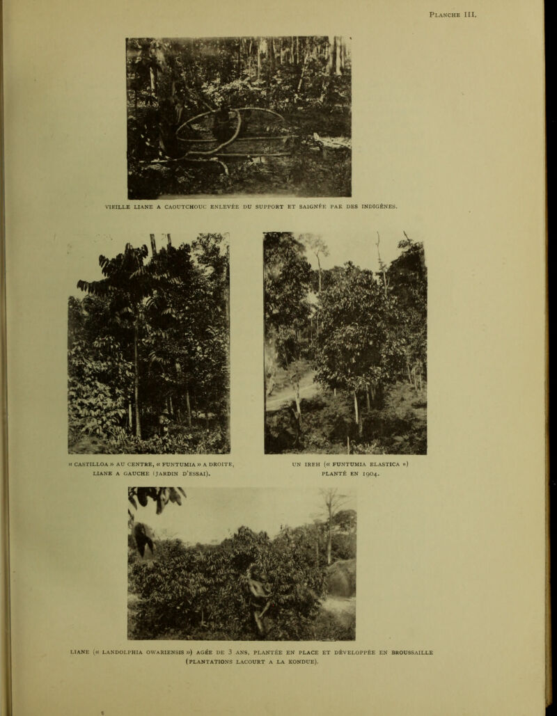 1 LIANE (« LANDOLPHIA OVVARIENSIS ») ÂGÉE UE 3 ANS, PLANTÉE EN PLACE ET DÉVELOPPÉE EN BROUSSAILLE (plantations lacourt a la KONDUE). UN IREH (« FUNTUMIA ELASTICA ») PLANTÉ EN 1904. i