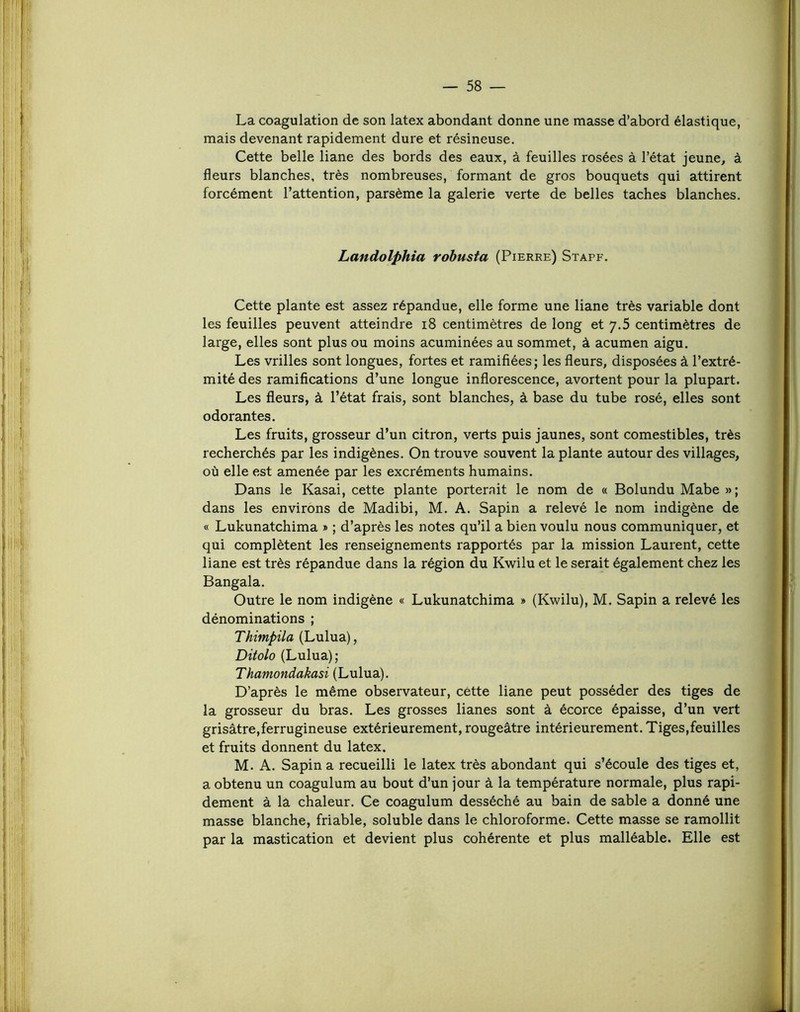 La coagulation de son latex abondant donne une masse d’abord élastique, mais devenant rapidement dure et résineuse. Cette belle liane des bords des eaux, à feuilles rosées à l’état jeune, à fleurs blanches, très nombreuses, formant de gros bouquets qui attirent forcément l’attention, parsème la galerie verte de belles taches blanches. Landolphia robusta (Pierre) Stapf. Cette plante est assez répandue, elle forme une liane très variable dont les feuilles peuvent atteindre i8 centimètres de long et 7.5 centimètres de large, elles sont plus ou moins acuminées au sommet, à acumen aigu. Les vrilles sont longues, fortes et ramifiées; les fleurs, disposées à l’extré- mité des ramifications d’une longue inflorescence, avortent pour la plupart. Les fleurs, à l’état frais, sont blanches, à base du tube rosé, elles sont odorantes. Les fruits, grosseur d’un citron, verts puis jaunes, sont comestibles, très recherchés par les indigènes. On trouve souvent la plante autour des villages, où elle est amenée par les excréments humains. Dans le Kasai, cette plante porterait le nom de « Bolundu Mabe »; dans les environs de Madibi, M. A. Sapin a relevé le nom indigène de « Lukunatchima » ; d’après les notes qu’il a bien voulu nous communiquer, et qui complètent les renseignements rapportés par la mission Laurent, cette liane est très répandue dans la région du Kwilu et le serait également chez les Bangala. Outre le nom indigène « Lukunatchima » (Kwilu), M. Sapin a relevé les dénominations ; Thimpila (Lulua), Ditolo (Lulua); Thamondakasi (Lulua). D’après le même observateur, cette liane peut posséder des tiges de la grosseur du bras. Les grosses lianes sont à écorce épaisse, d’un vert grisâtre,ferrugineuse extérieurement, rougeâtre intérieurement. Tiges,feuilles et fruits donnent du latex. M. A. Sapin a recueilli le latex très abondant qui s’écoule des tiges et, a obtenu un coagulum au bout d’un jour â la température normale, plus rapi- dement â la chaleur. Ce coagulum desséché au bain de sable a donné une masse blanche, friable, soluble dans le chloroforme. Cette masse se ramollit par la mastication et devient plus cohérente et plus malléable. Elle est