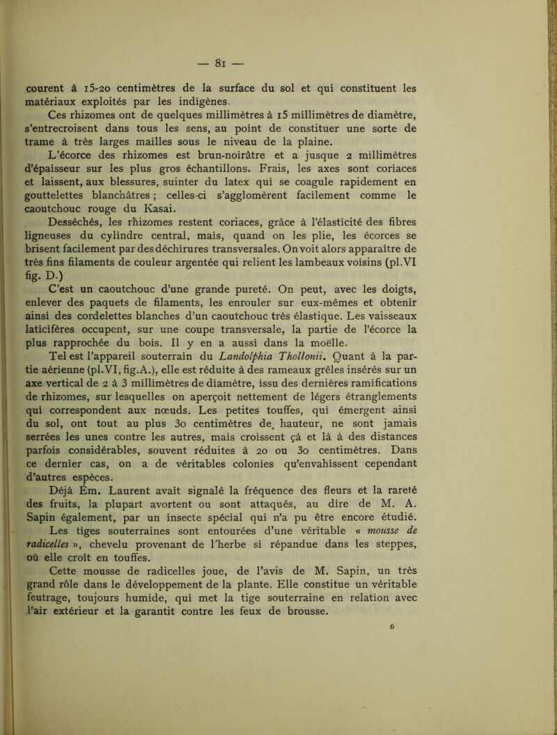 8i — courent à i5-20 centimètres de la surface du sol et qui constituent les matériaux exploités par les indigènes. Ces rhizomes ont de quelques millimètres à i5 millimètres de diamètre, s’entrecroisent dans tous les sens, au point de constituer une sorte de trame à très larges mailles sous le niveau de la plaine. L’écorce des rhizomes est brun-noirâtre et a jusque 2 millimètres d’épaisseur sur les plus gros échantillons. Frais, les axes sont coriaces et laissent, aux blessures, suinter du latex qui se coagule rapidement en gouttelettes blanchâtres ; celles-ci s’agglomèrent facilement comme le caoutchouc rouge du Kasai. Desséchés, les rhizomes restent coriaces, grâce â l’élasticité des fibres ligneuses du cylindre central, mais, quand on les plie, les écorces se brisent facilement par des déchirures transversales. On voit alors apparaître de très fins filaments de couleur argentée qui relient les lambeaux voisins (pl.VI fig. D.) C’est un caoutchouc d’une grande pureté. On peut, avec les doigts, enlever des paquets de filaments, les enrouler sur eux-mêmes et obtenir ainsi des cordelettes blanches d’un caoutchouc très élastique. Les vaisseaux laticifères occupent, sur une coupe transversale, la partie de l’écorce la plus rapprochée du bois. Il y en a aussi dans la moelle. Tel est l’appareil souterrain du Landolphia Thollonii. Quant à la par- tie aérienne (pl.VI, fig.A.), elle est réduite à des rameaux grêles insérés sur un axe vertical de 2 â 3 millimètres de diamètre, issu des dernières ramifications de rhizomes, sur lesquelles on aperçoit nettement de légers étranglements qui correspondent aux nœuds. Les petites touffes, qui émergent ainsi du sol, ont tout au plus 3o centimètres de. hauteur, ne sont jamais serrées les unes contre les autres, mais croissent çà et lâ à des distances parfois considérables, souvent réduites à 20 ou 3o centimètres. Dans ce dernier cas, on a de véritables colonies qu’envahissent cependant d’autres espèces. Déjà Ém. Laurent avait signalé la fréquence des fleurs et la rareté des fruits, la plupart avortent ou sont attaqués, au dire de M. A. Sapin également, par un insecte spécial qui n’a pu être encore étudié. Les tiges souterraines sont entourées d’une véritable « mousse de radicelles », chevelu provenant de Therbe si répandue dans les steppes, où elle croît en touffes. Cette mousse de radicelles joue, de l’avis de M. Sapin, un très grand rôle dans le développement de la plante. Elle constitue un véritable feutrage, toujours humide, qui met la tige souterraine en relation avec l’air extérieur et la garantit contre les feux de brousse.