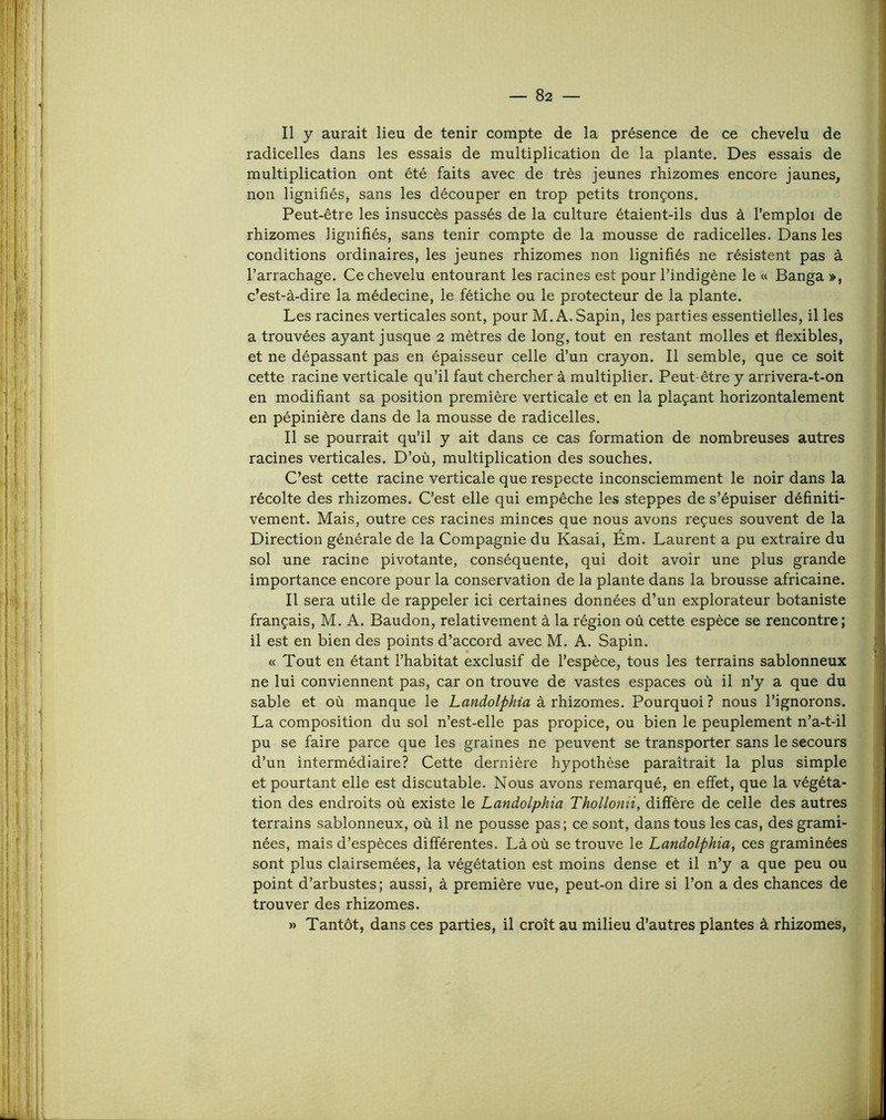— Sa- li y aurait lieu de tenir compte de la présence de ce chevelu de radicelles dans les essais de multiplication de la plante. Des essais de multiplication ont été faits avec de très jeunes rhizomes encore jaunes, non lignifiés, sans les découper en trop petits tronçons. Peut-être les insuccès passés de la culture étaient-ils dus à l’emploi de rhizomes lignifiés, sans tenir compte de la mousse de radicelles. Dans les conditions ordinaires, les jeunes rhizomes non lignifiés ne résistent pas à l’arrachage. Ce chevelu entourant les racines est pour l’indigène le « Banga », c’est-à-dire la médecine, le fétiche ou le protecteur de la plante. Les racines verticales sont, pour M. A. Sapin, les parties essentielles, il les a trouvées ayant jusque 2 mètres de long, tout en restant molles et flexibles, et ne dépassant pas en épaisseur celle d’un crayon. Il semble, que ce soit cette racine verticale qu’il faut chercher à multiplier. Peut-être y arrivera-t-on en modifiant sa position première verticale et en la plaçant horizontalement en pépinière dans de la mousse de radicelles. Il se pourrait qu’il y ait dans ce cas formation de nombreuses autres racines verticales. D’où, multiplication des souches. C’est cette racine verticale que respecte inconsciemment le noir dans la récolte des rhizomes. C’est elle qui empêche les steppes de s’épuiser définiti- vement. Mais, outre ces racines minces que nous avons reçues souvent de la Direction générale de la Compagnie du Kasai, Ém. Laurent a pu extraire du sol une racine pivotante, conséquente, qui doit avoir une plus grande importance encore pour la conservation de la plante dans la brousse africaine. Il sera utile de rappeler ici certaines données d’un explorateur botaniste français, M. A. Baudon, relativement à la région où cette espèce se rencontre; il est en bien des points d’accord avec M. A. Sapin. « Tout en étant l’habitat exclusif de l’espèce, tous les terrains sablonneux ne lui conviennent pas, car on trouve de vastes espaces où il n’y a que du sable et où manque le Landolphia k rhizomes. Pourquoi? nous l’ignorons. La composition du sol n’est-elle pas propice, ou bien le peuplement n’a-t-il pu se faire parce que les graines ne peuvent se transporter sans le secours d’un intermédiaire? Cette dernière hypothèse paraîtrait la plus simple et pourtant elle est discutable. Nous avons remarqué, en effet, que la végéta- tion des endroits où existe le Landolphia Thollonii, diffère de celle des autres terrains sablonneux, où il ne pousse pas; ce sont, dans tous les cas, des grami- nées, mais d’espèces différentes. Là où se trouve le Landolphia, ces graminées sont plus clairsemées, la végétation est moins dense et il n’y a que peu ou point d’arbustes; aussi, à première vue, peut-on dire si l’on a des chances de trouver des rhizomes. » Tantôt, dans ces parties, il croît au milieu d’autres plantes à rhizomes,