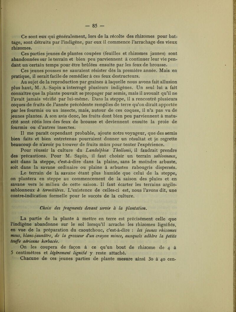 Ce sont eux qui généralement, lors de la récolte des rhizomes pour bat- tage, sont détruits par l’indigène, par eux il commence l’arrachage des vieux rhizomes. Ces parties jeunes de plantes coupées (feuilles et rhizomes jaunes) sont abandonnées sur le terrain et bien peu parviennent à continuer leur vie pen- dant un certain temps pour être brûlées ensuite par les feux de brousse. Ces jeunes pousses ne sauraient résister dès la première année. Mais en pratique, il serait facile de remédier à ces feux destructeurs. Au sujet de la reproduction par graines à laquelle nous avons fait allusion plus haut, M. A. Sapin a interrogé plusieurs indigènes. Un seul lui a fait connaître que la plante pouvait se propager par semis, mais il avouait qu’il ne l’avait jamais vérifié par lui-même. Dans la steppe, il a rencontré plusieurs coques de fruits de l’année précédente remplies de terre qu’on dirait apportée par les fourmis ou un insecte, mais, autour de ces coques, il n’a pas vu de jeunes plantes. A son avis donc, les fruits dont bien peu parviennent à matu- rité sont rôtis lors des feux de brousse et deviennent ensuite la proie de fourmis ou d’autres insectes. Il me paraît cependant probable, ajoute notre voyageur, que des semis bien faits et bien entretenus pourraient donner un résultat et je regrette beaucoup de n’avoir pu trouver de fruits mûrs pour tenter l’expérience. Pour réussir la culture du Landolphia Thollonii, il faudrait prendre des précautions. Pour M. Sapin, il faut choisir un terrain sablonneux, soit dans la steppe, c’est-à-dire dans la plaine, sans le moindre arbuste, soit dans la savane ordinaire ou plaine à arbustes rabougris dispersés. Le terrain de la savane étant plus humide que celui de la steppe, on plantera en steppe au commencement de la saison des pluies et en savane vers le milieu de cette saison. Il faut écarter les terrains argilo- sablonneux à termitières. L’existence de celles-ci est, nous l’avons dit, une contre-indication formelle pour le succès de la culture. Choix des fragments devant servir à la plantation. La partie de la plante à mettre en terre est précisément celle que l’indigène abandonne sur le sol lorsqu’il arrache les rhizomes lignifiés, en vue de la préparation du caoutchouc, c’est-à-dire : les jeunes rhizomes mous, blanc-jaunâtre, de la grosseur d’un crayon mince, auxquels adhère la petite touffe aérienne herbacée. On les coupera de façon à ce qu’un bout de rhizome de 4 à 5 centimètres et légèrement lignifié y reste attaché. Chacune de ces jeunes parties de plante mesure ainsi 3o à 40 cen-