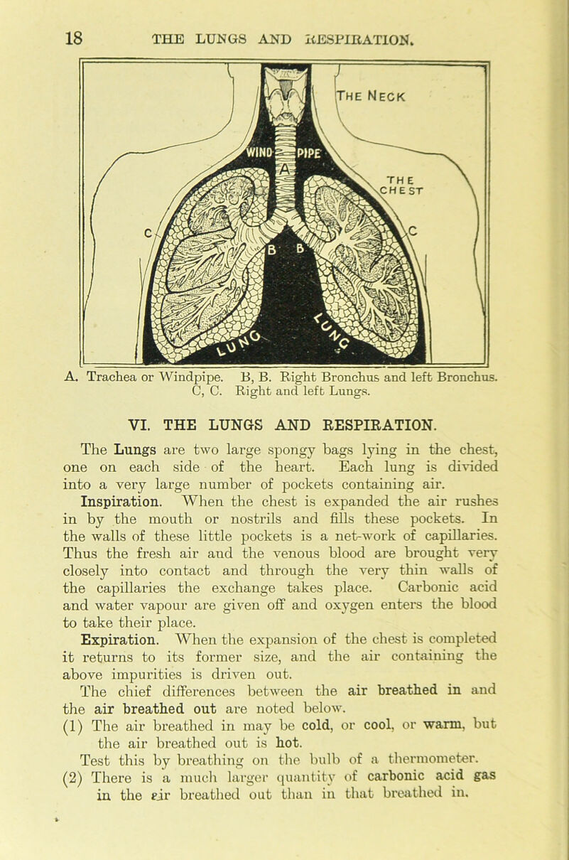 A. Trachea or Windpipe. B, B. Right Bronchus and left Bronchus. C, C. Right and left Lungs. VI. THE LUNGS AND RESPIRATION. The Lungs are two large spongy bags lying in the chest, one on each side of the heart. Each lung is divided into a very large number of pockets containing air. Inspiration. When the chest is expanded the air rushes in by the mouth or nostrils and fills these pockets. In the walls of these little pockets is a net-work of capillaries. Thus the fresh air and the venous blood are brought very closely into contact and through the very thin walls of the capillaries the exchange takes place. Carbonic acid and water vapour are given off and oxygen enters the blood to take their place. Expiration. When the expansion of the chest is completed it returns to its former size, and the air containing the above impurities is driven out. The chief differences between the air breathed in and the air breathed out are noted below. (1) The air breathed in may be cold, or cool, or warm, but the air breathed out is hot. Test this by breathing on the bulb of a thermometer. (2) There is a much larger quantity of carbonic acid gas in the eir breathed out than in that breathed in.