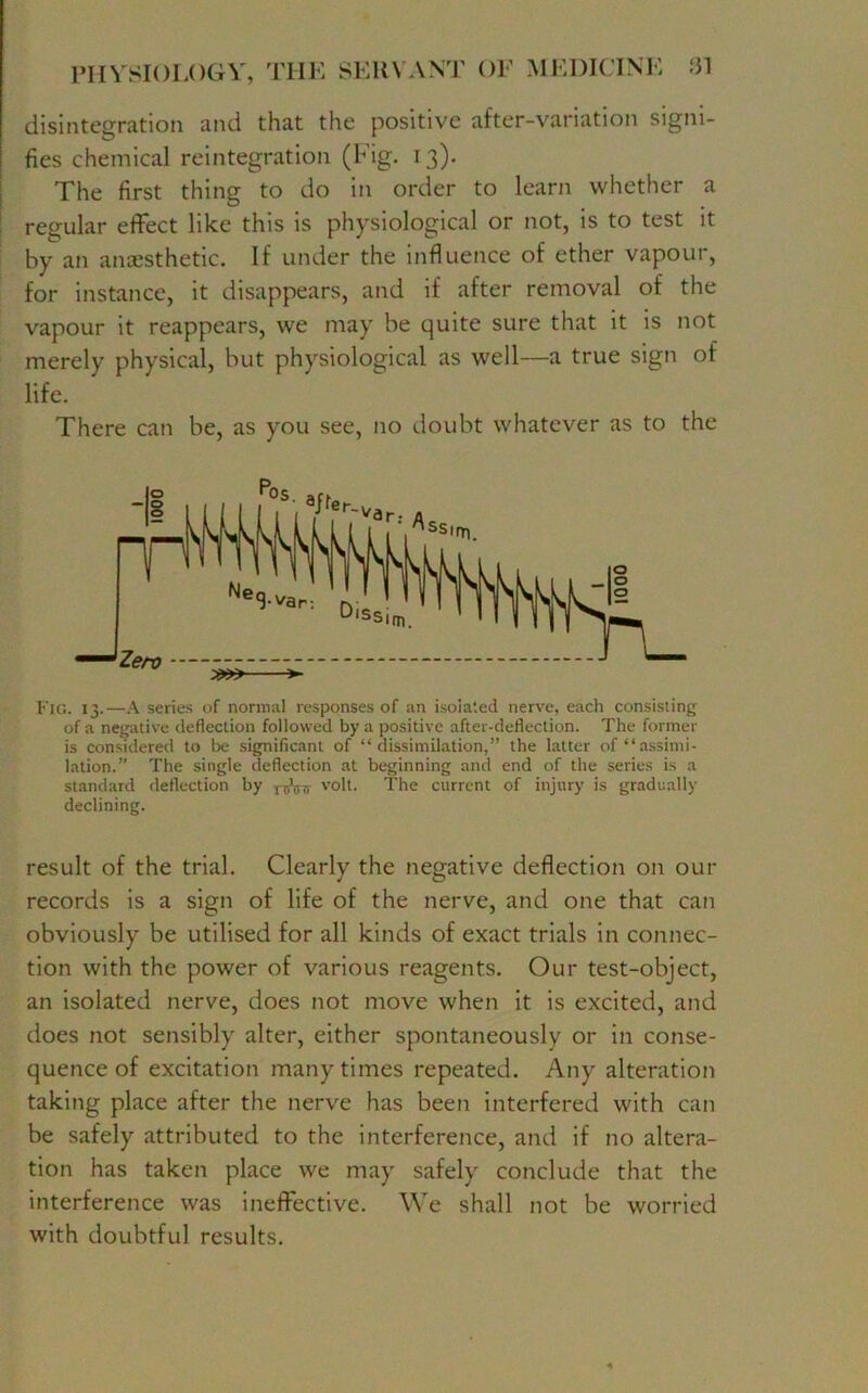 disintegration and that the positive after-variation signi- fies chemical reintegration (Fig. 13). The first thing to do in order to learn whether a regular effect like this is physiological or not, is to test it by an anajsthetic. If under the influence of ether vapour, for instance, it disappears, and if after removal of the vapour it reappears, we may be quite sure that it is not merely physical, but physiological as well—a true sign of life. There can be, as you see, no doubt whatever as to the Fig. 13.—A series of normal responses of an isolated nerve, each consisting of a negative deflection followed by a positive after-deflection. The former is considered to be significant of “dissimilation,” the latter of “assimi- lation.” The single deflection at beginning and end of the series is a standard deflection by volt. The current of injury is gradually declining. result of the trial. Clearly the negative deflection on our records is a sign of life of the nerve, and one that can obviously be utilised for all kinds of exact trials in connec- tion with the power of various reagents. Our test-object, an isolated nerve, does not move when it is excited, and does not sensibly alter, either spontaneously or in conse- quence of excitation many times repeated. Any alteration taking place after the nerve has been interfered with can be safely attributed to the interference, and if no altera- tion has taken place we may safely conclude that the interference was ineffective. We shall not be worried with doubtful results.
