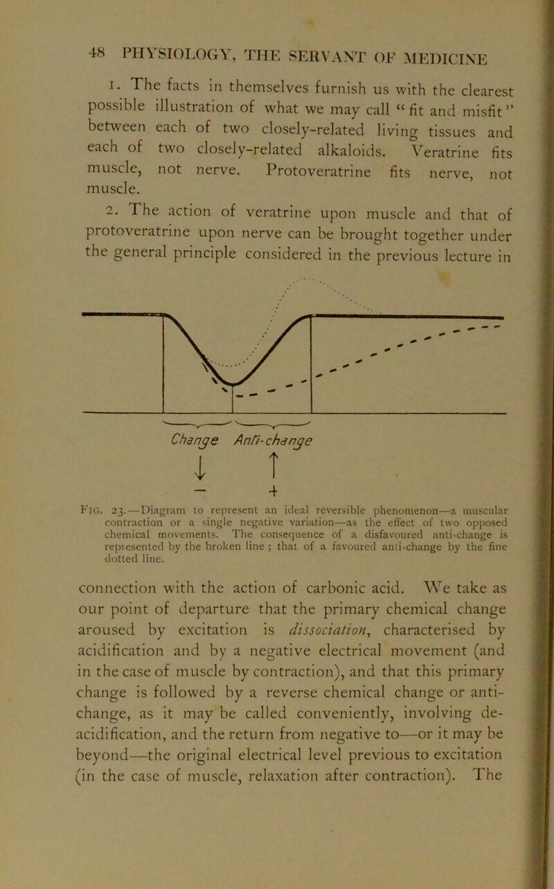 1. The facts in themselves furnish us with the clearest possible illustration of what we may call “ fit and misfit ” between each of two closely-related living tissues and each of two closely-related alkaloids. Veratrine fits muscle, not nerve. Protoveratrine fits nerve, not muscle. 2. The action of veratrine upon muscle and that of protoveratrine upon nerve can be brought together under the general principle considered in the previous lecture in i T — 4 Fig. 23.—Diagram to represent an ideal reversible phenomenon—a muscular contraction or a single negative variation—as the effect of two opposed chemical movements. The consequence of a disfavoured anti-change is repiesented by the broken line ; that of a favoured anti-change by the fine dotted line. connection with the action of carbonic acid. We take as our point of departure that the primary chemical change aroused by excitation is dissociation, characterised by acidification and by a negative electrical movement (and in the case of muscle by contraction), and that this primary change is followed by a reverse chemical change or anti- change, as it may be called conveniently, involving de- acidification, and the return from negative to—or it may be beyond—the original electrical level previous to excitation (in the case of muscle, relaxation after contraction). The