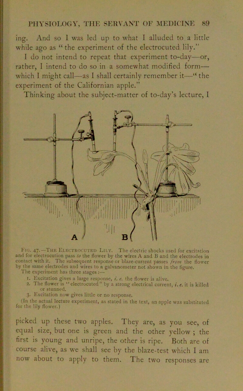 ing. And so I was led up to what I alluded to a little while ago as “ the experiment of the electrocuted lily.” 1 do not intend to repeat that experiment to-day—or, rather, I intend to do so in a somewhat modified form— which I might call—as I shall certainly remember it—“ the experiment of the Californian apple.” Thinking about the subject-matter of to-day’s lecture, I !'•<;. 47.—The Electrocuted Lily. The electric shocks used Tor excitation and for electrocution pass to the flower by the wires A and B and the electrodes in contact with it. The subsequent response or blaze-current passes from the flower by the same electrodes and wires to a galvanometer not shown in the figure. The experiment has three stages :— 1. Excitation gives a large response, i. e. the flower is alive. 2. The flower is “electrocuted” by a strong electrical current, i.e, it is killed or stunned. 3. Excitation now gives little or no response. (In the actual lecture experiment, as stated in the text, an apple was substituted for the lily flower.) picked up these two apples. They are, as you see, of equal size, but one is green and the other yellow ; the first is young and unripe, the other is ripe. Both are of course alive, as we shall see by the blaze-test which I am now about to apply to them. The two responses are