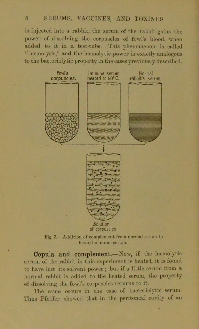is injected into a rabbit, the serum of the rabbit gains the power of dissolving the corpuscles of fowl’s blood, when added to it in a test-tube. This phenomenon is called “ haemolysis,” and the haemolytic power is exactly analogous to the bacteriolytic property in the cases previously described. Fowl’s corpuscles. Immune serum heated to 60° C. Normal rabbit’s serum. Fig. 3.—Addition of complement from normal serum to heated immune serum. Copula and complement.—Now, if the haemolytic serum of the rabbit in this experiment is heated, it is found to have lost its solvent power; but if a little serum from a normal rabbit is added to the heated serum, the property of dissolving the fowl’s corpuscles returns to it. The same occurs in the case of bacteriolytic serum. Thus Pfeiffer showed that in the peritoneal cavity of an