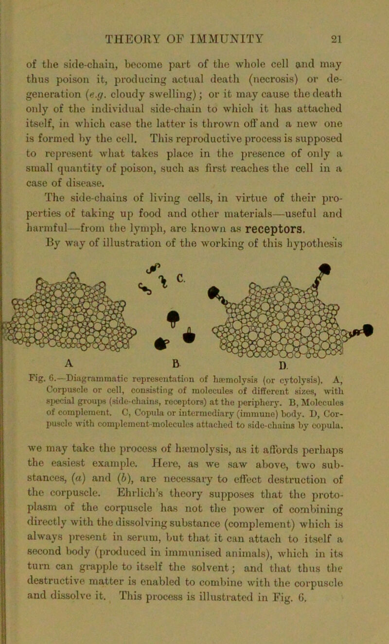 of the side-chain, become part of the whole cell and may thus poison it, producing actual death (necrosis) or de- generation (e.g. cloudy swelling); or it may cause the death only of the individual side-chain to which it has attached itself, in which case the latter is thrown off and a new one is formed by the cell. This reproductive process is supposed to represent what takes place in the presence of only a small quantity of poison, such as first reaches the cell in a case of disease. The side-chains of living cells, in virtue of their pro- perties of taking up food and other materials—useful and harmful—from the lymph, are known as receptors. By way of illustration of the working of this hypothesis A B d Fig. 6.—Diagrammatic representation of hsemclysis (or eytolysis). A, Corpuscle or cell, consisting of molecules of different sizes, with special groups (side-chains, receptors) at the periphery. B, Molecules of complement. C, Copula or intermediary (immune) body. I), Cor- puscle with complement-molecules attached to side-chains by copula. we may take the process of haemolysis, as it affords perhaps the easiest example. Here, as we saw above, two sub- stances, («) and (b), are necessary to effect destruction of the corpuscle. Ehrlich’s theory supposes that the proto- plasm of the corpuscle has not the power of combining directly with the dissolving substance (complement) which is always present in serum, but that it can attach to itself a second body (produced in immunised animals), which in its turn can grapple to itself the solvent; and that thus the destructive matter is enabled to combine with the corpuscle and dissolve it. This process is illustrated in Fig. G.