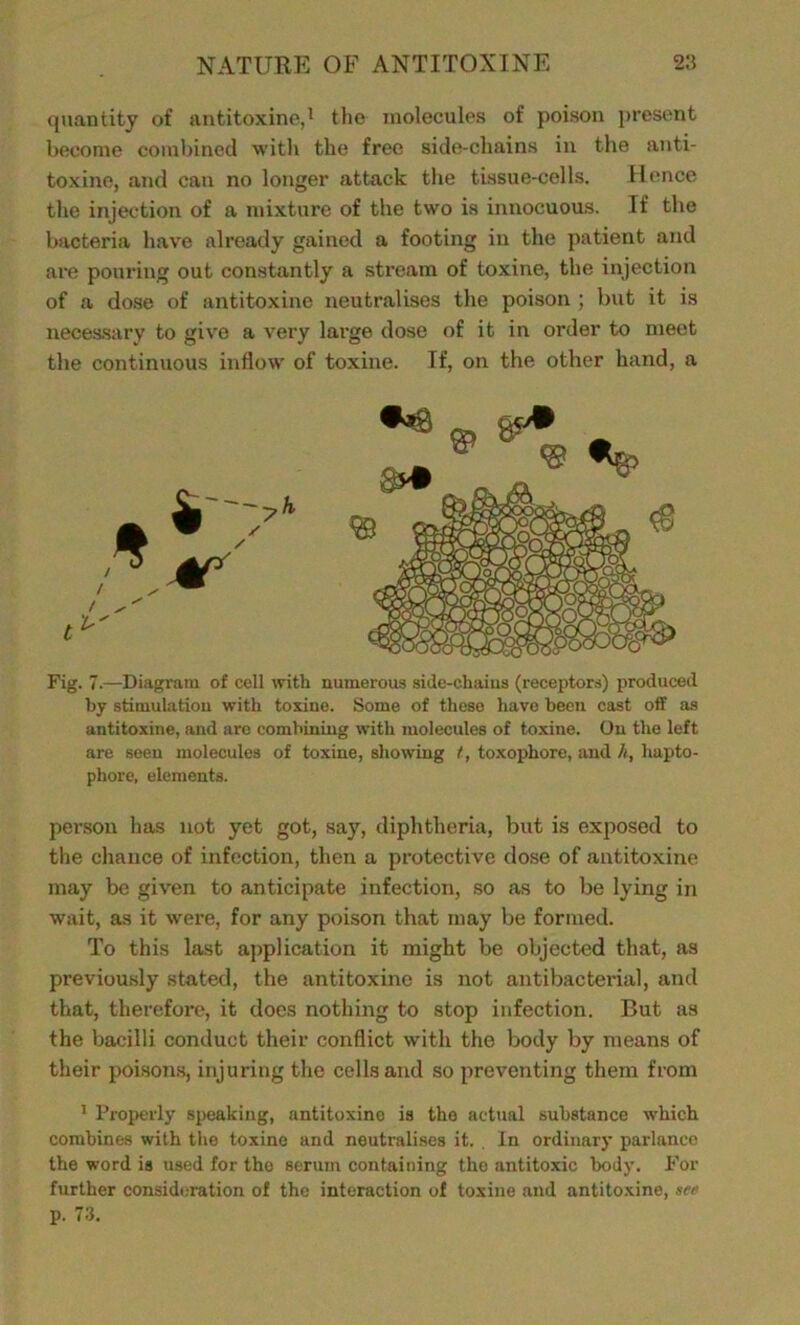 NATURE OF ANTITOXINE 2:5 quantity of antitoxine,1 the molecules of poison present become combined with the free side-chains in the anti- toxine, and can no longer attack the tissue-cells. Hence the injection of a mixture of the two is innocuous. If the bacteria have already gained a footing in the patient and are pouring out constantly a stream of toxine, the injection of a dose of antitoxine neutralises the poison ; but it is necessary to give a very large dose of it in order to meet the continuous inflow of toxine. If, on the other hand, a Fig. 7.—Diagram of cell with numerous side-chaius (receptors) produced by stimulation with toxine. Some of these have been cast off as antitoxine, and are combining with molecules of toxine. On the left are seen molecules of toxine, showing t, toxophore, and h, hapto- phore, elements. person has not yet got, say, diphtheria, but is exposed to the chance of infection, then a protective dose of antitoxine may be given to anticipate infection, so as to be lying in wait, as it were, for any poison that may be formed. To this last application it might be objected that, as previously stated, the antitoxine is not antibacterial, and that, therefore, it does nothing to stop infection. But as the bacilli conduct their conflict with the body by means of their poisons, injuring the cells and so preventing them from 1 Properly speaking, antitoxine is the actual substance which combines with the toxine and neutralises it. . In ordinary parlance the word is used for the serum containing the antitoxic body. For further consideration of the interaction of toxine and antitoxine, nee p. 73.