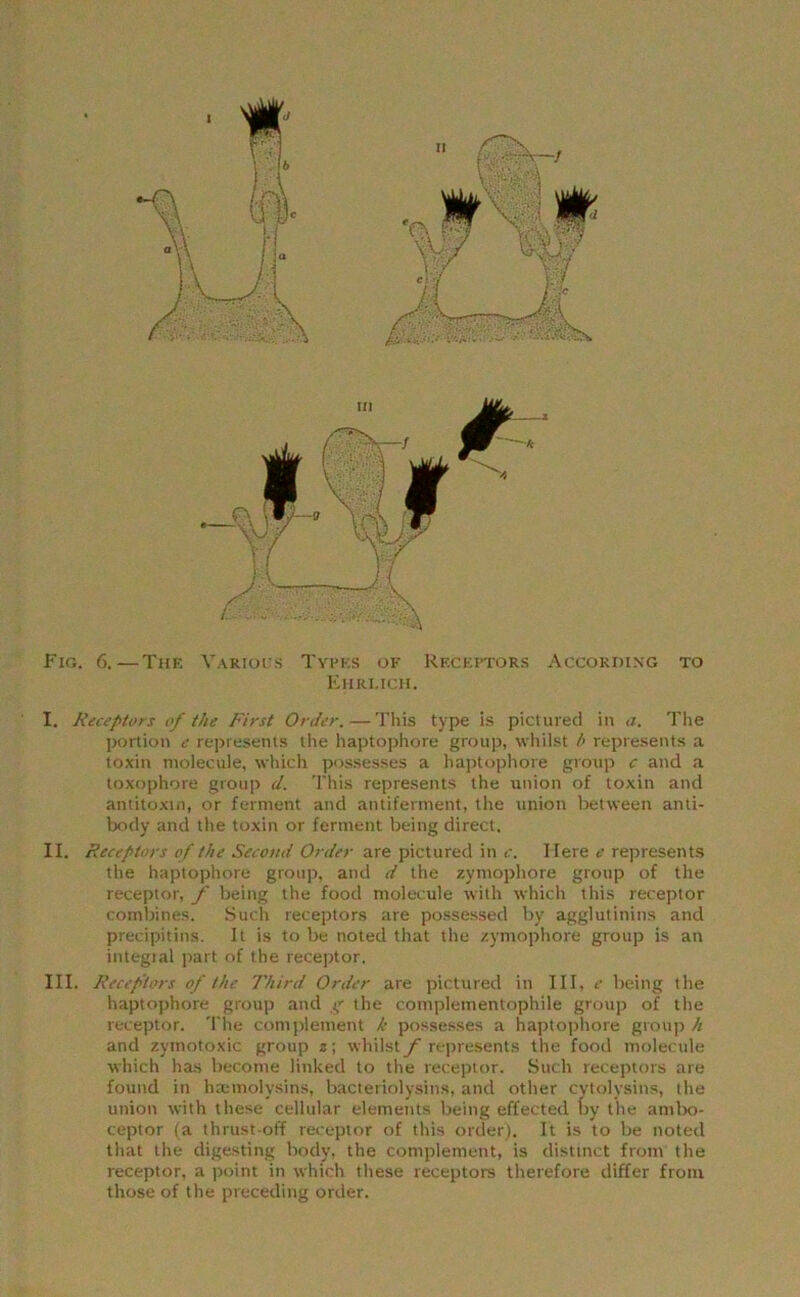 II Fig. 6.— The Various Types of Receptors According to Ehrlich. I. Receptors of the First Order. — This type is pictured in a. The portion e represents the haptophore group, whilst h represents a toxin molecule, which possesses a haptophore group c and a toxophore group d. This represents the union of toxin and antitoxin, or ferment and antiferment, the union between anti- body and the toxin or ferment being direct. II. Receptors of the Second Order are pictured in c. Here e represents the haptophore group, and d the zymophore group of the receptor, f being the food molecule with which this receptor combines. Such receptors are possessed by agglutinins and precipitins. It is to be noted that the zymophore group is an integral part of the receptor. III. Recep'tors of the Third. Order are pictured in III, c being the haptophore group and g the complementophile group of the receptor. The complement k possesses a haptophore group h and zymotoxic group z; whilst/- represents the food molecule which has become linked to the receptor. Such receptors are found in hxmolvsins, bacteriolysins, and other cytolysins, the union with these cellular elements being effected by the ambo- ceptor (a thrust-off receptor of this order). It is to be noted that the digesting body, the complement, is distinct from the receptor, a point in which these receptors therefore differ from those of the preceding order.