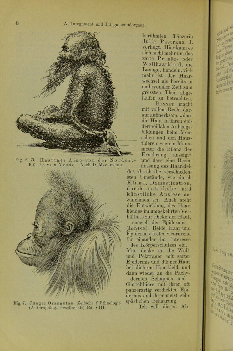 berühmten Tänzerin Julia Pastrana I. vorliegt. Hier kann es sich nicht mehr um das zarte Primär- oder Wo 11h aarkleid, die Lanugo, handeln, viel- mehr ist der Haar- wechsel als bereits in embryonaler Zeit zum grössten Theil abge- laufen zu betrachten. Könnet macht mit vollem Recht dar- auf aufmerksam, „dass die Haut in ihren epi- dermoidalen Anhangs- bildungen beim Men- schen und den Haus- thieren wie ein Mano- meter die Bilanz der Ernährung anzeigt“ Fig. 6 B. Haariger Aino von der Nor dost- und dass eine Beein- Küste von Y e s s o. Hach D. Macritchie. flussung des Haarklei- des durch die verschieden- sten Umstände, wie durch Klima, Domestication, durch natürliche und künstliche Auslese an- zunehmen sei. Auch steht die Entwicklung des Haar- kleides im umgekehrten Ver- liältniss zur Dicke der Haut, speciell der Epidermis (Leydig). Beide, Haar und Epidermis, treten vicariirend für einander im Interesse des Körperschutzes ein. Man denke an die Woll- und Pelzträger mit zarter Epidermis und dünner Haut bei dichtem Haarkleid, und dann wieder an die Pachy- dermen, Schuppen- und Gürtelthiere mit ihrer oft panzerartig verdickten Epi- dermis und ihrer meist sehr Fig. 7. Junger Orangutan. Zeitschr. f. Kthnologie (Antliropolog. Gesellschaft) Bd. VIII. spärlichen Behaarung. Ich will diesen Ab-