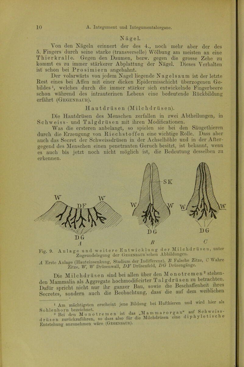 Nägel. Von den Nägeln erinnert der des 4., noch mehr aber der des 5. Fingers durch seine starke (transverselle) Wölbung am meisten an eine Thier kralle. Gegen den Daumen, bezw. gegen die grosse Zehe zu kommt es zu immer stärkerer Abplattung der Nägel. Dieses Verhalten ist schon bei Prosimiern angebahnt. Der volanvärts von jedem Nagel liegende Nagelsaum ist der letzte Rest eines bei Affen mit einer dicken Epidermisschicbt überzogenen Ge- bildes L, welches durch die immer stärker sich entwickelnde Fingerbeere schon während des intrauterinen Lehens eine bedeutende Rückbildung erfährt (Gegexbaue). Hautdrüsen (Milchdrüse n). Die Hautdrüsen des Menschen zerfallen in zwei Abtheilungen, in Schweiss- und Talgdrüsen mit ihren Modificationen. Was die ersteren anbelangt, so spielen sie bei den Säugethieren durch die Erzeugung von Riechstoffen eine wichtige Rolle. Dass aber auch das Secret der Schweissdrüsen in der Achselhöhle und in der After- gegend des Menschen einen penetranten Geruch besitzt, ist bekannt, wenn es auch bis jetzt noch nicht möglich ist, die Bedeutung desselben zu erkennen. Fitf. 9. Anlage und weitere Entwicklung der Milchdrüsen, unter Zugrundelegung der Gegenbaur sehen Abbildungen. A Erste Anlage (Hauteinsenkung, Stadium der Indifferenz), B Falsche Zitze, C Wahre Zitze, W, W Drüsenwall, BF Driisenteld, DG Drüsengange. Die Milchdrüsen sind bei allen über den Monotremen1 2 stehen- den Mammalia als Aggregate hochmodificirter Talgdrüsen zu betrachten. Dafür spricht nicht nur ihr ganzer Bau, sowie die Beschaffenheit lhi es Secretes, sondern auch die Beobachtung, dass' die auf dem weiblichen 1 Am mächtigsten erscheint jene Bildung bei Hufthieien Sohlenhorn bezeichnet. 2 Bei den M o n o t r e m e n ist das „M a m m a r o r g a n drüsen zurückzuführen, so dass also lür die Milchdrüsen eine Entstehung anzunehmen wäre (Gegenbaur). und wird hier als “ auf Schweiss- diphyletische