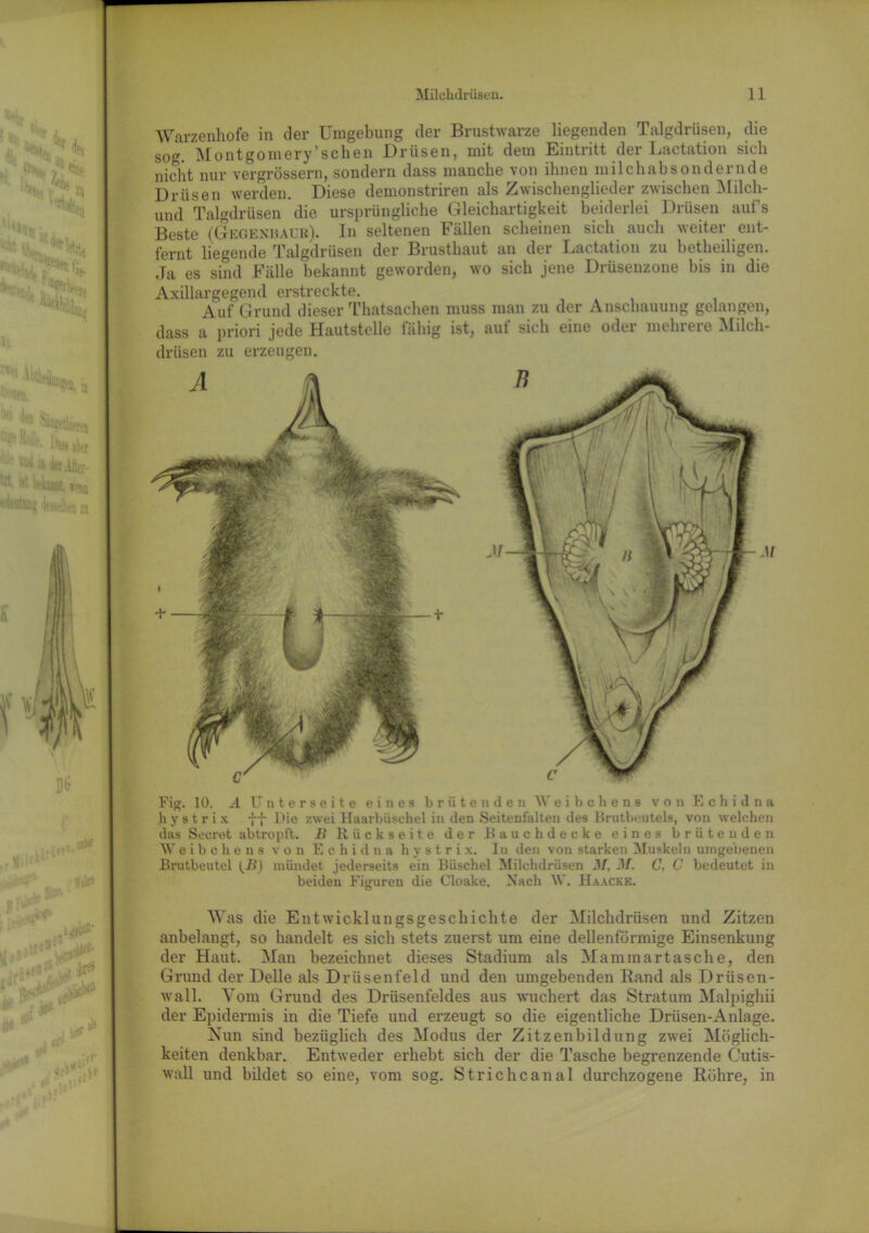 Warzenhofe in der Umgebung der Brustwarze liegenden Talgdrüsen, die sog. Montgomery’sehen Drüsen, mit dem Eintritt der Lactation sich nicht nur vergrössern, sondern dass manche von ihnen milchabsondernde Drüsen werden. Diese demonstriren als Zwischenglieder zwischen Milch- und Talgdrüsen die ursprüngliche Gleichartigkeit beiderlei Drüsen aufs Beste (Gegenhaub). In seltenen Fällen scheinen sich auch weiter ent- fernt liegende Talgdrüsen der Brusthaut an der Lactation zu betheiligen. Ja es sind Fälle bekannt geworden, wo sich jene Drüsenzone bis in die Axillargegend erstreckte. Auf Grund dieser Thatsachen muss man zu der Anschauung gelangen, dass a priori jede Hautstelle fähig ist, auf sich eine oder mehrere Milch- drüsen zu erzeugen. Fig. 10. A Unterseite eines brütenden Weibchens von Echidna h y s t r i x -J-j- Die zwei Haarbüschel in den Seitenfalten des Brutbeutels, von welchen das Secret abtropft, B Rückseite der Bauchdecke eines brütenden AV e i b c h e u s von Echidna h y s t r i x. In den von starken Muskeln umgebenen Brutbeutel fü) mündet jederseits ein Büschel Milchdrüsen .1/, M. C, C bedeutet in beiden Figuren die Cloake. Nach AV. Haacke. Was die Entwicklungsgeschichte der Milchdrüsen und Zitzen anbelangt, so handelt es sich stets zuerst um eine dellenförmige Einsenkung der Haut. Man bezeichnet dieses Stadium als Mammartasche, den Grund der Delle als Drüsenfeld und den umgebenden Band als Drüsen- wall. Vom Grund des Drüsenfeldes aus wuchert das Stratum Malpighii der Epidermis in die Tiefe und erzeugt so die eigentliche Drüsen-Anlage. Nun sind bezüglich des Modus der Zitzenbildung zwei Möglich- keiten denkbar. Entweder erhebt sich der die Tasche begrenzende Cutis- wall und bildet so eine, vom sog. Strichcanal durchzogene Röhre, in