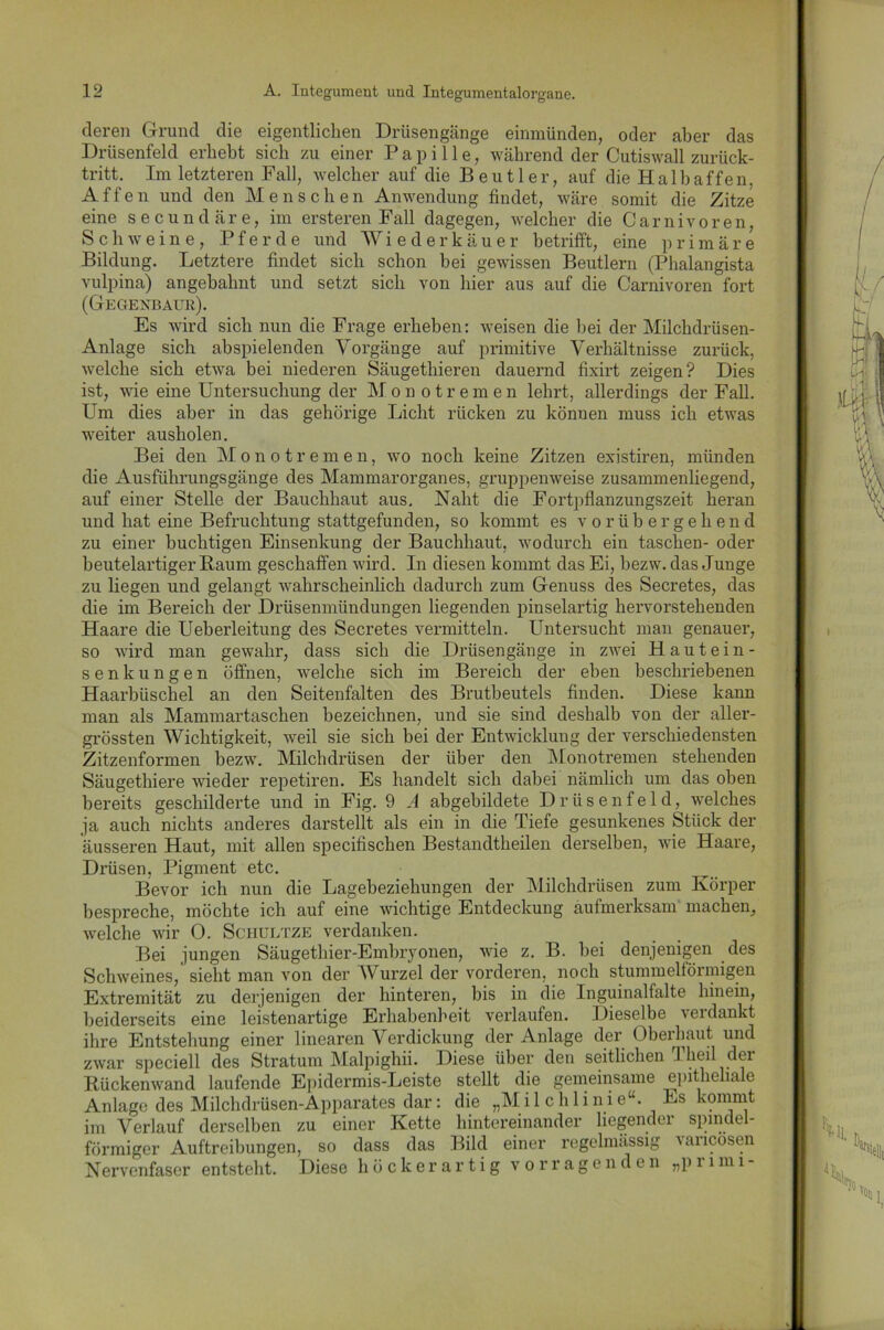 deren Grund die eigentlichen Drüsengänge einmünden, oder aber das Drüsenfeld erbebt sich zu einer Papille, während der Cutiswall zurück- tritt. Im letzteren Fall, welcher auf die Beutler, auf die Halbaffen, Affen und den Menschen Anwendung findet, wäre somit die Zitze eine secundäre, im ersteren Fall dagegen, welcher die Carnivoren, Schweine, Pferde und Wiederkäuer betrifft, eine primäre Bildung. Letztere findet sich schon bei gewissen Beutlern (Phalangista vulpina) angebahnt und setzt sich von hier aus auf die Carnivoren fort (Gegenbaur). Es wird sich nun die Frage erbeben: weisen die bei der Milchdrüsen- Anlage sich abspielenden Vorgänge auf primitive Verhältnisse zurück, welche sich etwa bei niederen Säugethieren dauernd fixirt zeigen? Dies ist, wie eine Untersuchung der Monotremen lehrt, allerdings der Fall. Um dies aber in das gehörige Licht rücken zu könuen muss ich etwas weiter ausholen. Bei den Monotremen, w-o noch keine Zitzen existiren, münden die Ausführungsgänge des Mammarorganes, gruppenweise zusammenhegend, auf einer Stelle der Bauchhaut aus. Naht die Fortpflanzungszeit heran und hat eine Befruchtung stattgefunden, so kommt es vorübergehend zu einer buclitigen Einsenkung der Bauchhaut, wodurch ein taschen- oder beutelartiger Baum geschaffen wird. In diesen kommt das Ei, bezw. das Junge zu hegen und gelangt wahrscheinlich dadurch zum Genuss des Secretes, das die im Bereich der Drüsenmündungen hegenden pinselartig hervorstehenden Haare die Ueberleitung des Secretes vermitteln. Untersucht man genauer, so wird man gewahr, dass sich die Drüsengänge in zwei Hautein- senkungen öffnen, welche sich im Bereich der eben beschriebenen Haarbüschel an den Seitenfalten des Brutbeutels finden. Diese kann man als Mammartaschen bezeichnen, und sie sind deshalb von der aller- grössten Wichtigkeit, weil sie sich bei der Entwicklung der verschiedensten Zitzenformen bezw. Milchdrüsen der über den Monotremen stehenden Säugethiere wieder repetiren. Es handelt sich dabei nämlich um das oben bereits geschilderte und in Fig. 9 A abgebildete Drüsenfeld, welches ja auch nichts anderes darstellt als ein in die Tiefe gesunkenes Stück der äusseren Haut, mit allen specifischen Bestandtheilen derselben, wie Haare, Drüsen, Pigment etc. Bevor ich nun die Lagebeziehungen der Milchdrüsen zum Körper bespreche, möchte ich auf eine wichtige Entdeckung aufmerksam machen, welche wir 0. Schultze verdanken. Bei jungen Säugethier-Embryonen, wie z. B. bei denjenigen des Schweines,' sieht man von der AVurzel der vorderen, noch stummelförmigen Extremität zu derjenigen der hinteren, bis in die Inguinalfalte hinein, beiderseits eine leistenartige Erhabenheit verlaufen. Dieselbe verdankt ihre Entstehung einer linearen Verdickung der Anlage der Obeibaut und zwar speciell des Stratum Malpighii. Diese über den seitlichen 1 heil dei Bückenwand laufende Epidermis-Leiste stellt die gemeinsame epitheliale Anlage des Milchdrüsen-Apparates dar: die „Milchlinie“. Es kommt im Verlauf derselben zu einer Kette hintereinander hegender spindel- förmiger Auftreibungen, so dass das Bild einer regelmässig vancosen Nervenfaser entsteht. Diese höckerartig vorragenden „primi-
