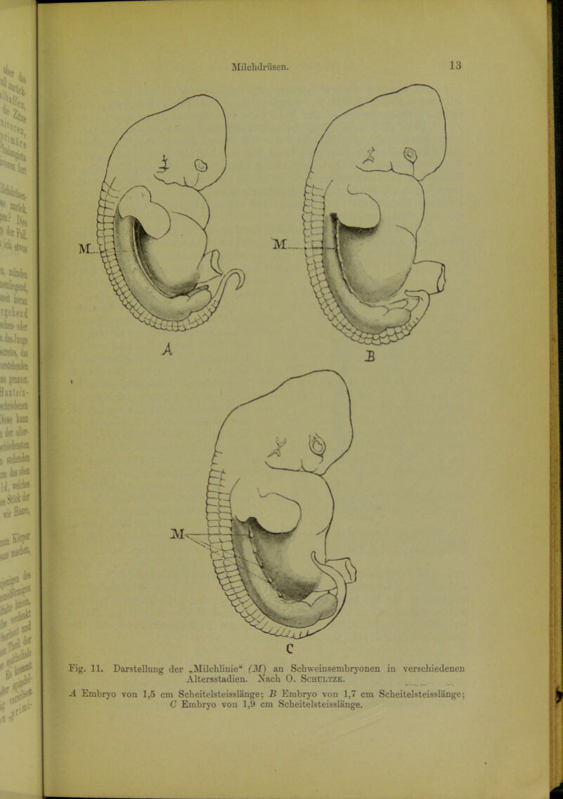 c Fig. 11. Darstellung der „Milchlinie“ (Af) an Schweinsembryonen in verschiedenen Altersstadien. Xach 0. Schultze. A Embryo von 1,5 cm Scheitelsteisslänge; B Embryo von 1,7 cm Scheitelsteisslänge; C Embryo von 1,9 cm Scheitelsteisslänge.