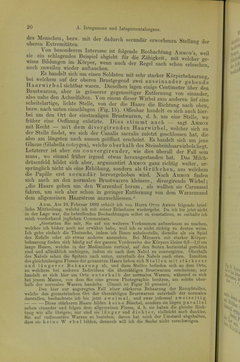 dos Menschen, bezw. mit der dadurch secundär erworbenen Stellung der oberen Extremitäten. ° Von besonderem Interesse ist folgende Beobachtung Ammox’s weil sm ein schlagendes Beispiel abgiebt für die Zähigkeit, mit welcher ge- wisse Bildungen im Körper, wenn auch der Regel nach schon erloschen noch zuweilen wieder auftauchen. ’ ' Es handelt sich um einen Soldaten mit sehr starker Körperbehaarung bei welchem auf der oberen Brustgegend zwei auseinander gehende Haar wirb el sichtbar waren. Dieselben lagen einige Centimeter über den Brustwarzen, aber in grösserer gegenseitiger Entfernung von einander also nahe den Achselfalten. Von einem dieser Wirbel zum anderen lief eine scheitelartige, lichte Stelle, von der die Haare die Richtung nach oben bezw. nach unten einschlugen (Fig. 15). Offenbar handelt es sich auch hier- bei um den Ort der einstmaligen Brustwarzen, d. h. um eine Stelle, wo früher eine Oeffnung existirte. Dies stimmt auch — sagt Amjiox mit Recht mit dem divergirenden Haarwirbel, welcher sich an der Stelle findet, wo sich der Canalis sacralis zuletzt geschlossen hat, die also am längsten nach aussen geöffnet erscheint. Es handelt sich um 'jene Glacze (Glabella cotcygea), welche oberhalb des Steissbeinhaarwirbelsliegt. Letzterer ist aber ein convergirender, wie dies überall der Fall sein muss, wo einmal früher irgend etwas herausgestanden hat. Das Milcli- driisenfeld bildet sich aber, argumentirt Ammox ganz richtig weiter, ur- sprünglich nicht als eine Erhöhung, sondern als Grübchen, aus welchem die Papille erst secundär hervorgehoben wird. Kach Amjiox finden sich auch an den normalen Brustwarzen kleinere, divergirende Wirbel; „die Haare gehen um den Warzenhof herum, als wollten sie Caroussel fahren, um sich aber schon in geringer Entfernung von dem Warzenrand dem allgemeinen Haarstrom anzuschliessen.“ Anm. Am 10. Februar 1892 erhielt ich von Herrn Otto Ammon folgende brief- liche Mittheilung, welche ich mit seiner Erlaubniss wiedergebe. Da ich bis jetzt nicht in der Lage war, die betreffenden Beobachtungen selbst zu constatiren, so enthalte ich mich vorderhand jeglichen Commentars. „Gestatten Sie mir, Sie auf ein weiteres Vorkommen aufmerksam zu machen, welches ich bisher noch nie erwähnt habe, weil ich es nicht richtig zu deuten weiss. Ich gebe einfach die Thatsache, indem ich Ihnen anheimstelle, dieselbe als ein Spiel des Zufalls oder als etwas anderes anzusehen. Bei Männern mit starker Körper- behaarung finden sich häufig auf der ganzen Vorderseite des Körpers kleine 0,5—1,0 cm lange Haare, welche in der Medianlinie vertical, auf den Seiten horizontal gerichtet sind und allmählich umbiegen, indem sie nach dem Nabel zu convergiren. Oberhalb des Nabels sehen die Spitzen nach unten, unterhalb des Nabels nach oben. Inmitten des gleichmässigen Flusses der genannten Haare heben sich Stellen mit stärkerer und längerer Behaarung ab, und diese Stellen befinden sich an dem Orte, an welchem bei anderen Individuen die überzähligen Brustwarzen erscheinen; nur handelt es sich hier um Orte unterhalb der normalen Warzen, während es sich bei jenem Manne, von dem Sie eine grosse Photographie besitzen, um solche ober- halb der normalen Warzen handelte. (Damit ist Figur 15 gemeint.) Den hier nur angeregten Fall einer stärkeren Behaarung der Rumpfstellen, welche den geometrischen Ort der überzähligen Brustwarzen unterhalb der normalen darstellen, beobachtete ich bis jetzt zweimal, und zwar jedesmal zweiseitig. Diese stärkeren Haare bilden keine Büschel, sondern sie liegen parallel neben einander und folgen dem allgemeinen Flusse, d. h. sie haben die gleiche Dich- tung wie alle übrigen; nur sind sie länger und dichter, vielleicht auch dunkler. Sie auf rudimentäre Warzen zu beziehen, davon hat mich der Lmstand abgehalten, dass sie k e i n e W r b e 1 bilden, dennoch will ich die Sache nicht verschweigen.