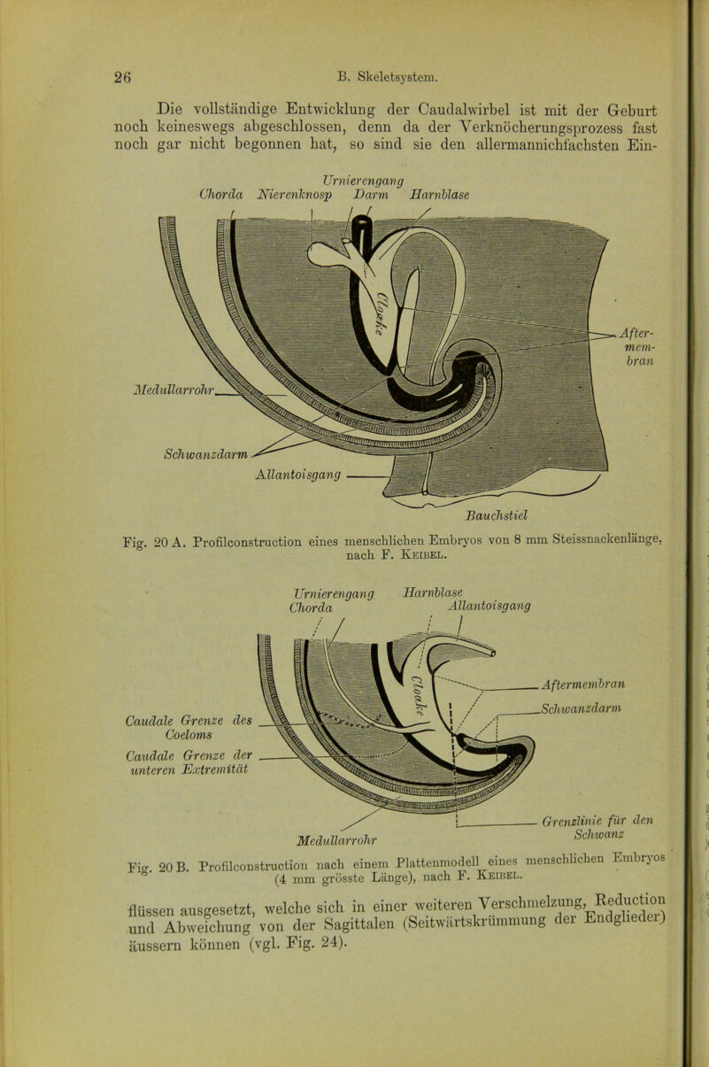 Die vollständige Entwicklung der Caudalwirbel ist mit der Geburt noch keineswegs abgeschlossen, denn da der Verknöcherungsprozess fast noch gar nicht begonnen hat, so sind sie den allermannichfachsten Ein- Urniercngang Chorda Nierenknosp Darm Harnblase Bauchstiel Fig. 20 A. Profilconstruction eines menschlichen Embryos von 8 mm Steissnackenlänge, nach F. Keibel. Caudcde Grenze des Coeloms Caudale Grenze der unteren Extremität Urnierengang Chorda Harnblase Allantoisgang Aftermembran Schwanzdarm Medullarrohr Grenzlinie für den Schwanz Fig. 20 B. Profilconstruction nach einem Plattenmodell eines menschlichen Embryos (4 mm grösste Länge), nach r. Keibel. flüssen ausgesetzt, welche sich in einer weiteren Verschmel:X^ndfheS und Abweichung von der Sagittalen (Seitwartskrummung dei Endg ) äussern können (vgl. Fig. 24).