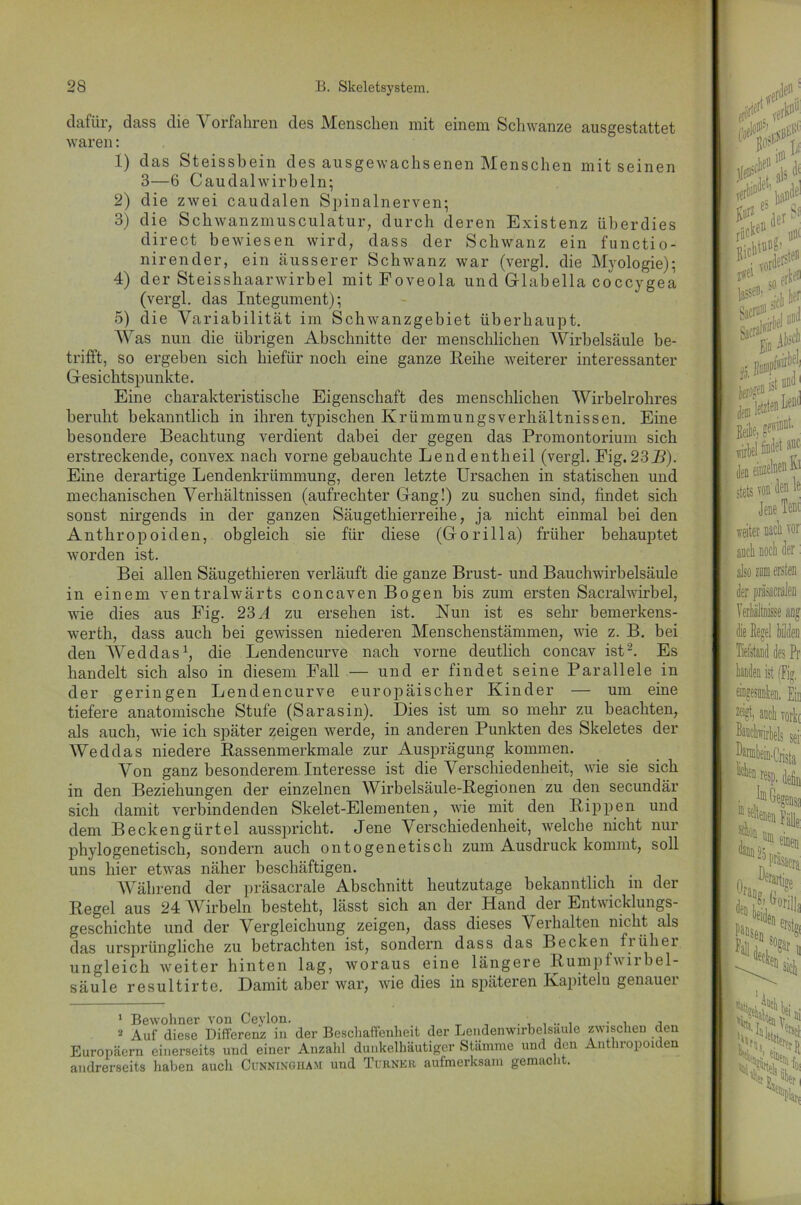 dafür, dass die Vorfahren des Menschen mit einem Schwänze ausgestattet waren: 1) das Steissbein des ausgewachsenen Menschen mit seinen 3—6 Caudalwirbeln; 2) die zwei caudalen Spinalnerven; 3) die Schwanzmusculatur, durch deren Existenz überdies direct bewiesen wird, dass der Schwanz ein functio- nirender, ein äusserer Schwanz war (vergl. die Myologie); 4) der Steisshaarwirbel mitFoveola und Glabella coccygea (vergl. das Integument); 5) die Variabilität im Schwanzgebiet überhaupt. AVas nun die übrigen Abschnitte der menschlichen Wirbelsäule be- trifft, so ergeben sich hiefiir noch eine ganze Reihe weiterer interessanter Gesichtspunkte. Eine charakteristische Eigenschaft des menschlichen Wirbelrohres beruht bekanntlich in ihren typischen Krümmungsverhältnissen. Eine besondere Beachtung verdient dabei der gegen das Promontorium sich erstreckende, convex nach vorne gebauchte Lendentheil (vergl. Fig.23B). Eine derartige Lendenkrümmung, deren letzte Ursachen in statischen und mechanischen Verhältnissen (aufrechter Gang!) zu suchen sind, findet sich sonst nirgends in der ganzen Säugethierreihe, ja nicht einmal bei den Anthropoiden, obgleich sie für diese (Gorilla) früher behauptet worden ist. Bei allen Säugethieren verläuft die ganze Brust- und Bauchwirbelsäule in einem ventralwärts concaven Bogen bis zum ersten Sacralwirbel, wie dies aus Fig. 23 A zu ersehen ist. Nun ist es sehr bemerkens- werth, dass auch bei gewissen niederen Menschenstämmen, wie z. B. bei den Wed das1, die Lendencurve nach vorne deutlich concav ist2. Es handelt sich also in diesem Fall — und er findet seine Parallele in der geringen Lendencurve europäischer Kinder — um eine tiefere anatomische Stufe (Sarasin). Dies ist um so mehr zu beachten, als auch, wie ich später zeigen werde, in anderen Punkten des Skeletes der Weddas niedere Rassenmerkmale zur Ausprägung kommen. Von ganz besonderem Interesse ist die Verschiedenheit, wie sie sich in den Beziehungen der einzelnen Wirbelsäule-Regionen zu den secundär sich damit verbindenden Skelet-Elementen, wie mit den Rippen und dem Beckengürtel ausspricht. Jene Verschiedenheit, welche nicht nur phylogenetisch, sondern auch ontogenetisch zum Ausdruck kommt, soll uns hier etwas näher beschäftigen. Während der präsacrale Abschnitt heutzutage bekanntlich in der Regel aus 24 Wirbeln besteht, lässt sich an der Hand der Entwicklungs- geschichte und der Vergleichung zeigen, dass dieses Verhalten nicht als das ursprüngliche zu betrachten ist, sondern dass das Becken früher ungleich weiter hinten lag, woraus eine längere Rumpf v ii bel- säule resultirte. Damit aber war, wie dies in späteren Kapiteln genauei 1 Bewohner von Ceylon. ...... 2 Auf diese Differenz in der Beschaffenheit der Lendenwirbelsaule Europäern einerseits und einer Anzahl dunkelhäutiger Stämme und den andrerseits haben auch Cunningiiam und Turner aufmerksam gemacht. zwischen den Anthropoiden